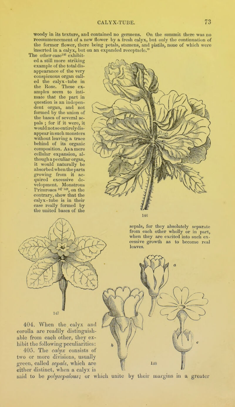 woody in its texture, and contained no germens. On the summit there was no recommencement of a new flower by a fresh calyx, but only the continuation of the fonner flower, there being petals, stimens, anil pistils, none of which were inserted in a calyx, but on an expanded receptacle. The other case® exhibit- ed a still more striking example of the total dis- appearance of the very conspicuous organ call- ed the calyx-tube in the Rose. These ex- amples seem to inti- mate that the part in question is an indepen- dent organ, and not formed by the union of the bases of several se- pals ; for if it were, it would notso entirelydis- a))pear in such monsters without leaving a trace behind of its organic composition. As a mere cellular expansion, al- though a peculiar organ, it would naturally be absorbed when the parts growing from it ac- quired excessive de- velopment. Monstrous I'rimroses on the contrary, show that the calyx-tube is in their case really formed by the united bases of the 140 sepals, for they absolutely separate from each other wholly or in part, when they are excited into such ex- cessive growth as to become real leaves. 404. When the calyx and corolla are readily distinguish- able from each other, they ex- hibit the following peculiarities: 405. The calyx consists of two or more divisions, usually green, called sepals, which are either distinct, when a calyx is said to be polysepalous; or which unite by their uiaigius in a greater