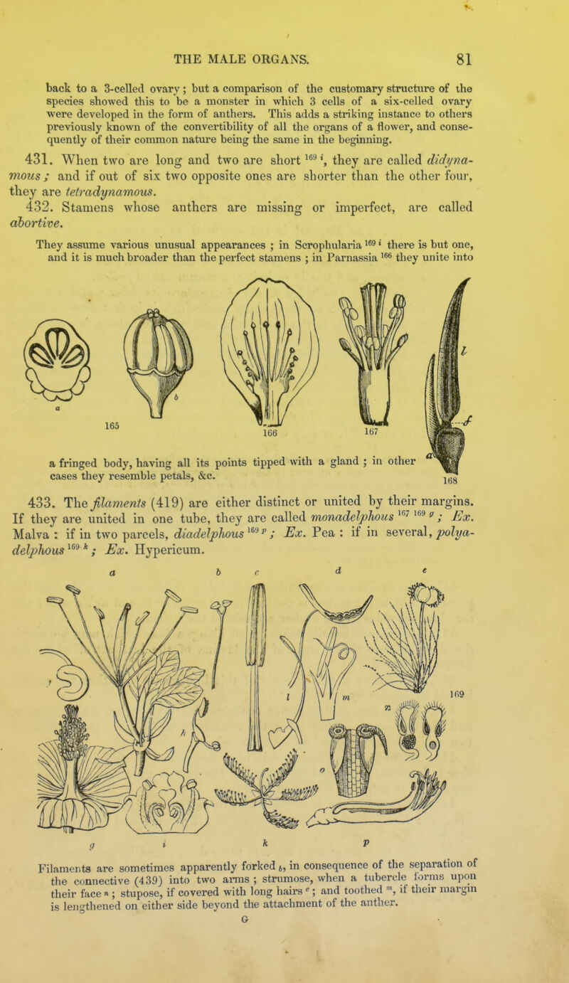 back to a S-celled ovary ; but a comparison of the customary structure of the species showed this to be a monster in which 3 cells of a six-celled ovary were developed in the form of anthers. This adds a striking instance to others previously known of the convertibility of all the organs of a flower, and conse- quently of their common natm-e being the same in the beginning. 431. When two are long and two are shortthey are called didyna- mous ; and if out of six two opposite ones are shorter than the other four, they are tetradynamous. 432. Stamens whose anthers are missing or imperfect, are called ahortive. They assume various unusual appearances ; in Scrophularia • there is but one, and it is much broader than the perfect stamens ; in Parnassia they unite into 433. filamenis (419) are either distinct or united by their margins. If they are united in one tube, they are called monadelphous ^^ ; Ex. Malva : if in two parcels, diadelpJwus ^^'^ ; Ex. Pea : if in several, poli/a- delphous * ; Ex. Hypericum. a he d « Filaments are sometimes apparently forked j, in consequence of the separation of the connective (439) into two ai-ms ; strumose, when a tubercle i-n-nis upon their face n ; stupose, if covered with long hairs; and toothed if their margin is lengthened on either side beyond the attachment of the anther.