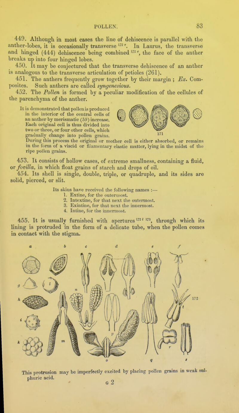 449. Although in most cases the line of dehiscence is parallel with the anther-lohes, it is occasionally transverse In Laurus, the transverse and hinged (444) dehiscence being combinedthe face of the anther breaks up into four hinged lobes. 450. It may be conjectured that the transverse dehiscence of an anther is analogous to the transverse articulation of petioles (261). 451. The anthers frequently grow together by their margin ; Ex. Com- posites. Such anthers are called syngenesious. 452. The Pollen is formed by a peculiar modification of the cellules of the parenchyma of the anther. It is demonstrated that pollen is produced in the interior of the central cells of an anther by merismatic (59) increase. Each original cell is thus divided into two or three, or four other cells, which gradually change into pollen grains. During this process the original or mother cell is either absorbed, or remains in the form of a viscid or filamentary elastic matter, lying in the midst of the ripe pollen grains. 453. It consists of hollow cases, of extreme smallness, containing a fluid, ov fomlla, in which float grains of starch and drops of oil. 454. Its shell is single, double, triple, or quadruple, and its sides are solid, pierced, or slit. Its skins have received the following names :— 1. Extine, for the outermost. 2. Intextine, for that next the outennost. 3. Exintine, for that next the innermost. 4. Intine, for the innermo.st. 455. It is usually furnished with apertures 'through which its lining is protruded in the form of a delicate tube, when the pollen comes in contact with the stigma. This protrusion may be imperfectly excited by placing pollen grains in weak sul- phuric acid. ^ ' G 2