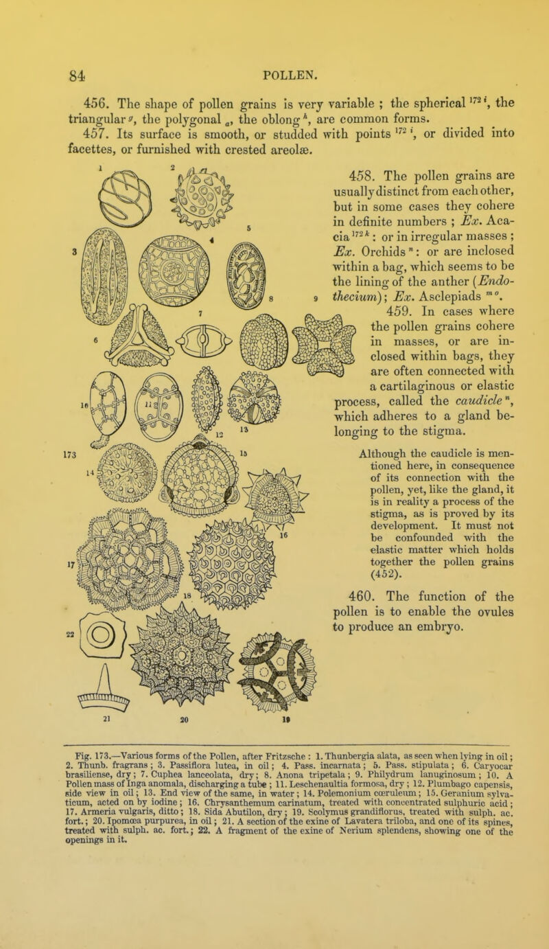 456. The shape of pollen grains Is very variable ; the spherical the triangularf, the polygonal „, the oblong*, are common forms. 457. Its surface is smooth, or studded with points '^^or divided into facettes, or furnished with crested areolae. 458, The pollen grains are usually distinct from each other, but in some cases they cohere in definite numbers ; Ex. Aca- cia'* : or in irregular masses ; Ex. Orchids : or are inclosed ■within a bag, Avhich seems to be the lining of the anther [Endo- thecium); Ex. Asclepiads * 459. In cases where the pollen grains cohere in masses, or are in- closed within bags, they are often connected with a cartilaginous or elastic process, called the caudicle, which adheres to a gland be- longing to the stigma. Although the caudicle is men- tioned here, in consequence of its connection with the pollen, yet, like the gland, it is in reality a process of the stigma, as is proved by its development. It must not be confounded with the elastic matter which holds together the pollen grains (452). 460. The function of the pollen is to enable the ovules to produce an embryo. Fig. 173.—Various forms of the Pollen, after Fritzsche : 1. Thunbergia alata, as seen when lying in oil; 2. Thunb. fragrans ; 3. Passiflora lutea, in oil; 4. Pass, incarnata; 5. Pass, slipulata; 6. Caryocar brasiliense, dry; 7. Cuphea lanceolata, dry; 8. Anona tripetala; 9. Philydrum lanuginosum; 10. A Pollen mass of Inga anomala, discharging a tube ; 11. Leschenaultia formosa, dry ; 12. Plumbago capensis, side view in oil; 13. End view of the same, in water ; 14. Polemonium coeruleum; 15. Geranium sylva- ticum, acted on by iodine; 16. Chrysanthemum carinatum, treated with concentrated sulphiuric acid; 17. Armeria vulgaris, ditto; 18. Sida Abutilon, dry ; 19. Scolymus grandiflorus, treated with sulph. ac. fort.; 20. Ipomoja purpurea, in oil; 21. A section of the exine of Lavatera triloba, and one of its spines, treated with sulph. ac. fort.; 22. A fragment of the exine of Nerium splendens, showing one of the openings in it.