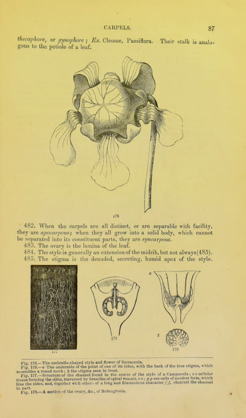 thecaphore, or gynopUre ; Ex. Cleome, Fassiflora. Their stalk is analo- gous to the petiole of a leaf. 482. When the carpels are all distinct, or are separable with facility, they are apocarpotis; when they all grow into a solid body, which cannot be separated into its constituent parts, they are syncarpous. 483. The ovary is the lamina of the leaf. 484. The style is generally an extension of the midrib, but not always (485). 485. The stigma is the denuded, secreting, humid apex of the style. Fig. 176.—The umbrellx-shaped style and flower of Sarracenia. Fig. 179.—a The underside of the point of one of its lobe.s, with the back of the true stigma, which resembles a round toolh ; 6 the htignia seen in f ront. Fig. 177.—Structure of the channel found in the centre of the styl-i of a Campanula; c e ceiluUr tissue forming the .sides, traverspd bv brandies of spiral vessels, vv \ pp are cells of another (ortn, which line the sides, and, togethi'r wiih othtr^ of a long aud filauieiitous character//, obstruct the channel in part. Fig. 178.—A section of the ovary, &c., of Uabingtonia.