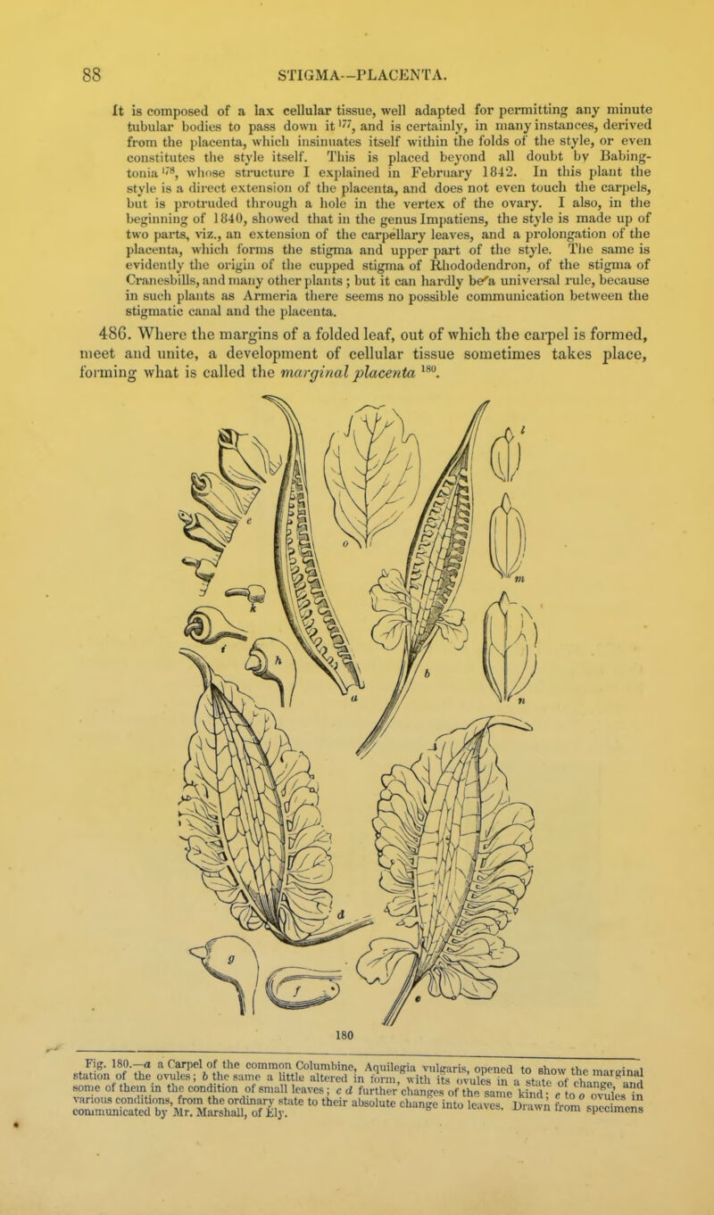 It is composed of a lax cellular tissue, well adapted for permitting any minute tubular bodies to pass down it''', and is certainly, in many instances, derived from the placenta, which insinuates itself within the folds of the style, or even constitutes the style itself. This is placed beyond all doubt by Babing- toniawhose structui-e I explained in February 1842. In this plant the style is a direct extension of the placenta, and does not even touch tiie carpels, but is protruded through a hole in the vertex of the ovary. I also, in tiie beginning of 1840, showed that in the genus Impatiens, the style is made up of two parts, viz., an extension of the carpellary leaves, and a prolongation of the placenta, which forms tlie stigma and upper part of the style. The same is evidently the origin of the cupped stigma of Rhododendron, of the stigma of Cranesbills, and many other plants; but it can hardly be'a univei'sal rule, because in such plants as Armeria there seems no possible communication between the stigmatic canal and the placenta. 48G. Where the margins of a folded leaf, out of which the carpel is formed, meet and unite, a development of cellular tissue sometimes takes place, foiining what is called the marginal placenta Tig. 180.- conimmiicated by Mr. Marshall, of Kly. ^<»ge mco leaves, uiawn trom specimens