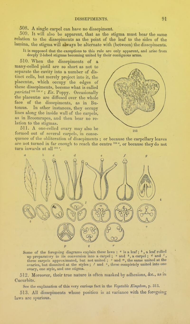 508. A single carpel can have no dissepiment. 509. It will also be apparent, that as the stigma must bear the same relation to the dissepiments as the point of the leaf to the sides of the lamina, the stigma will always be alternate with (between) the dissepiments. It is supposed that the exceptions to this rule are only apparent, and arise from deeply 2-lobed stigmas becoming united by their contiguous arms. 510. When the dissepiments of a many-celled pistil are so short as not to separate the cavity into a number of dis- tinct cells, but merely project into it, the placentae, which occupy the edges of these dissepiments, become what is called parietal »•; Ex. Poppy. Occasionally the placentae are diffused over the whole face of the dissepiments, as in Bu- tomus. In other instances, they occupy lines along the inside wall of the carpels, as in Broomrapes, and then bear no re- lation to the stigmas. 511. A one-celled ovary may also be formed out of several carpels, in conse- quence of the obliteration of dissepiments ; or because the carpellary leaves arc not turned in far enough to reach the centre '^^^or because they do not turn iuwai-ds at all ^ p q r Some of the foregoing diagrams explain these laws :  is a leaf; * , a leaf rolled up preparatory to its conversion into a carpel ; « and *, a carpel ; and three carpels approximated, but not united ; and the same united at the ovaries, but disunited at the styles ; / and these completely united into one ovary, one style, and one stigma. 512. Moreover, their true nature is often masked by adhesions, <fcc., as in Cucurbits. See the explanation of this very curious fact in the Vegetable Kingdom, p. 513. All dissepiments whose position is at variance with the foregoing laws are spurious.