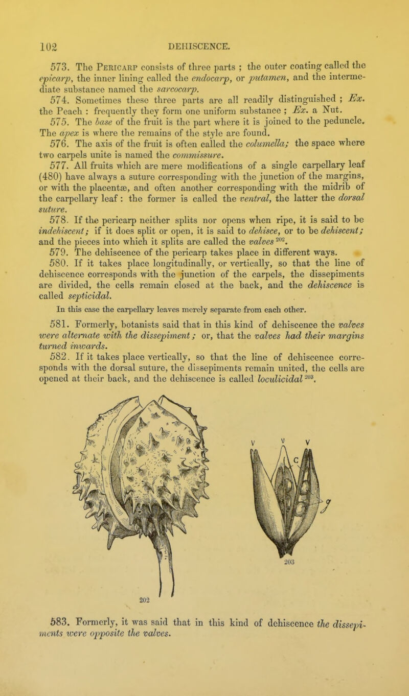 573. The Pericarp consists of three parts ; the outer coating called the epicarp, the inner lining called the endocarp, or putamen, and the interme- diate substance named the sarcocarp. 574. Sometimes these three parts are all readily distinguished ; Ex. the Peach : frequently they form one uniform substance ; Ex. a Nut. 575. The base of the fruit is the part where it is joined to the peduncle. The apex is where the remains of the style are found. 576. The axis of the fruit is often called the columella; the space where two carpels unite is named the covimissure. 577. All fruits which are mere modifications of a single carpellary leaf (480) have always a suture corresponding with the junction of the margins, or with the placentae, and often another corresponding with the midrib of the carpellary leaf: the former is called the ventral, the latter the dorsal suture. 578. If the pericarp neither splits nor opens when ripe, it is said to be indehiscent; if it does split or open, it is said to dehisce, or to be dehiscent; and the pieces into which it splits are called the valves 579. The dehiscence of the pericarp takes place in different ways. 580. If it takes place longitudinally, or vertically, so that the line of dehiscence corresponds with the junction of the carpels, the dissepiments are divided, the cells remain closed at the back, and the dehiscence is called septicidal. In this case the carpellary leaves merely separate from each other. 581. Formerly, botanists said that in this kind of dehiscence the valves were alternate with the dissepiment; or, that the valves Jiad their margins turned inxoards. 582. If it takes place vertically, so that the line of dehiscence corre- sponds with the dorsal suture, the dissepiments remain united, the cells are opened at their back, and the dehiscence is called loculicidal 202 583. Formerly, it was said that in this kind of dehiscence the dissepi- ments were opposite the valves.