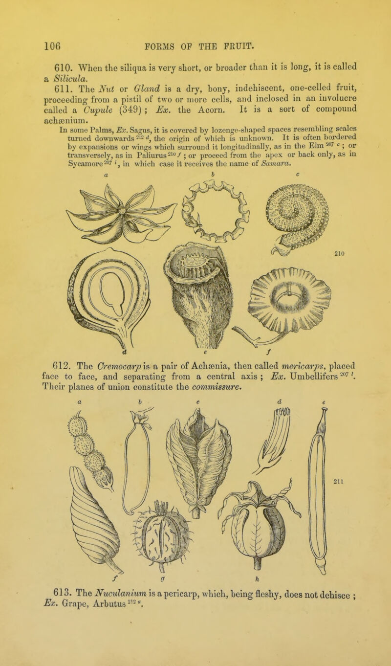 610. When the siliqua is very short, or broader than it is long, it is called a Silicula. 611. The Niit or Gland is a dry, bony, indehiscent, one-celled fruit, proceeding from a pistil of two or more cells, and inclosed in an involucre called a Cupule (349) ; Ex. the Acorn. It is a sort of compound achffinium. In some Palms, Ex. Sagus, it is covered by lozengo-shaped spaces resembling scales turned downwardstlie origin of which is unknown. It is often bordered by expansions or wings which surround it longitudinally, as in the Elm W c ; or transversely, as in Paliurus^'/ ; or proceed from the apex or back only, as in Sycamore -7 ■, in which case it receives the name of Samara. a be 612, The Cremocarph a pair of Achsenia, then called mericarps, placed face to face, and separating from a central axis ; Ex. UmbeUifers Their planes of union constitute the commissure. a b e d e 613. The Nucidanium, is a pericarp, which, being fleshy, does not dehisce ; Ex. Grape, Arbutus'•'■^<'.