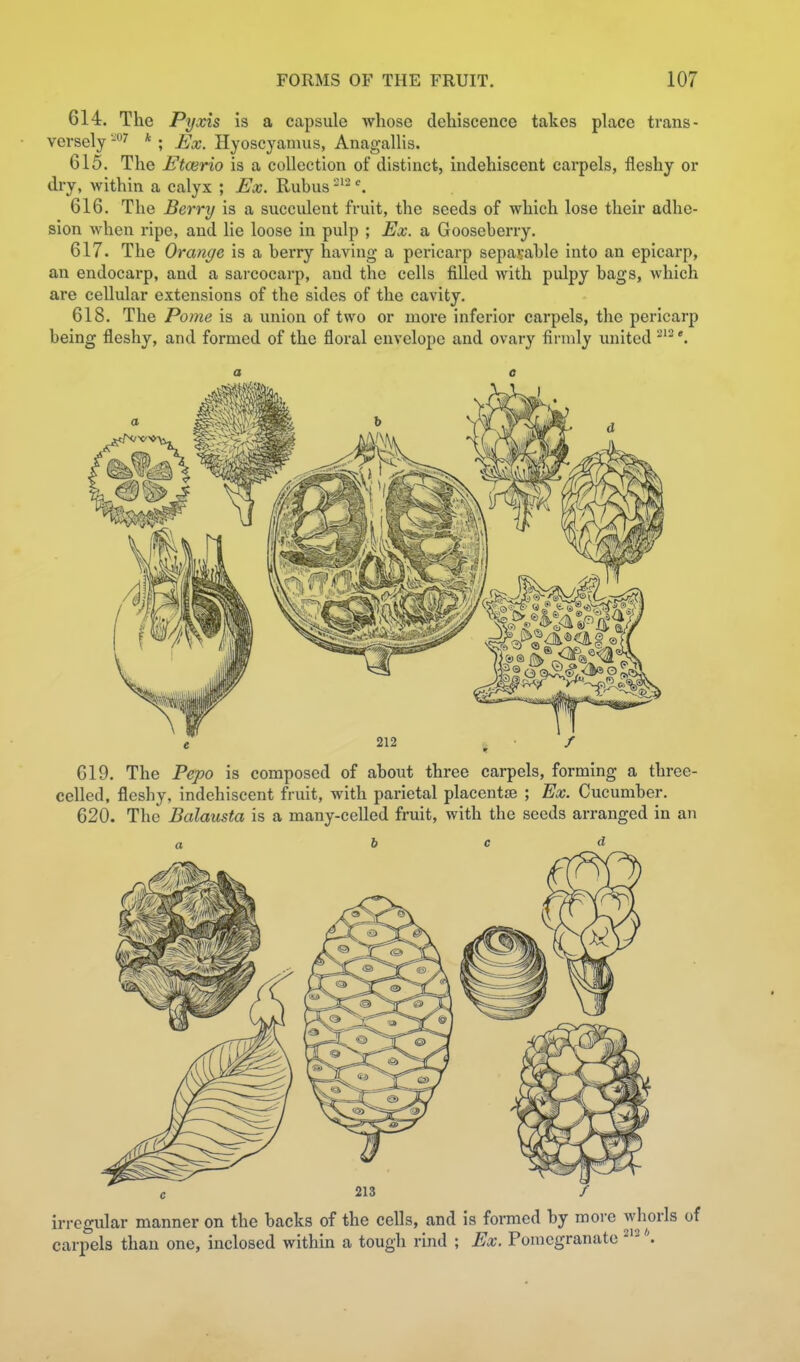 614. The Pyxis is a capsule whose dehiscence takes place trans- versely * ; Fx. Hyoscyanuis, Anagallis. 615. The Etcerio is a collection of distinct, indehiscent carpels, fleshy or dry, within a calyx ; Ex. Rubus ^'^ 616. The Berry is a succulent fruit, the seeds of which lose their adhe- sion Avhen ripe, and lie loose in pulp ; Ex. a Gooseberry. 617. The Orange is a berry having a pericarp sepa\'able into an epicarp, an endocarp, and a sarcocarp, and the cells filled with pulpy bags, which are cellular extensions of the sides of the cavity. 618. The Pome is a union of two or more inferior carpels, the pericarp being fleshy, and formed of the floral envelope and ovary firmly united 619. The Pepo is composed of about three carpels, forming a three- celled, fleshy, indehiscent fruit, with parietal placentae ; Ex. Cucumber. 620. The Balausta is a many-celled fruit, with the seeds arranged in an a bed irregular manner on the backs of the cells, and is formed by more whorls of carpels than one, inclosed within a tough rmd ; Ex. Pomegranate ^'^''.