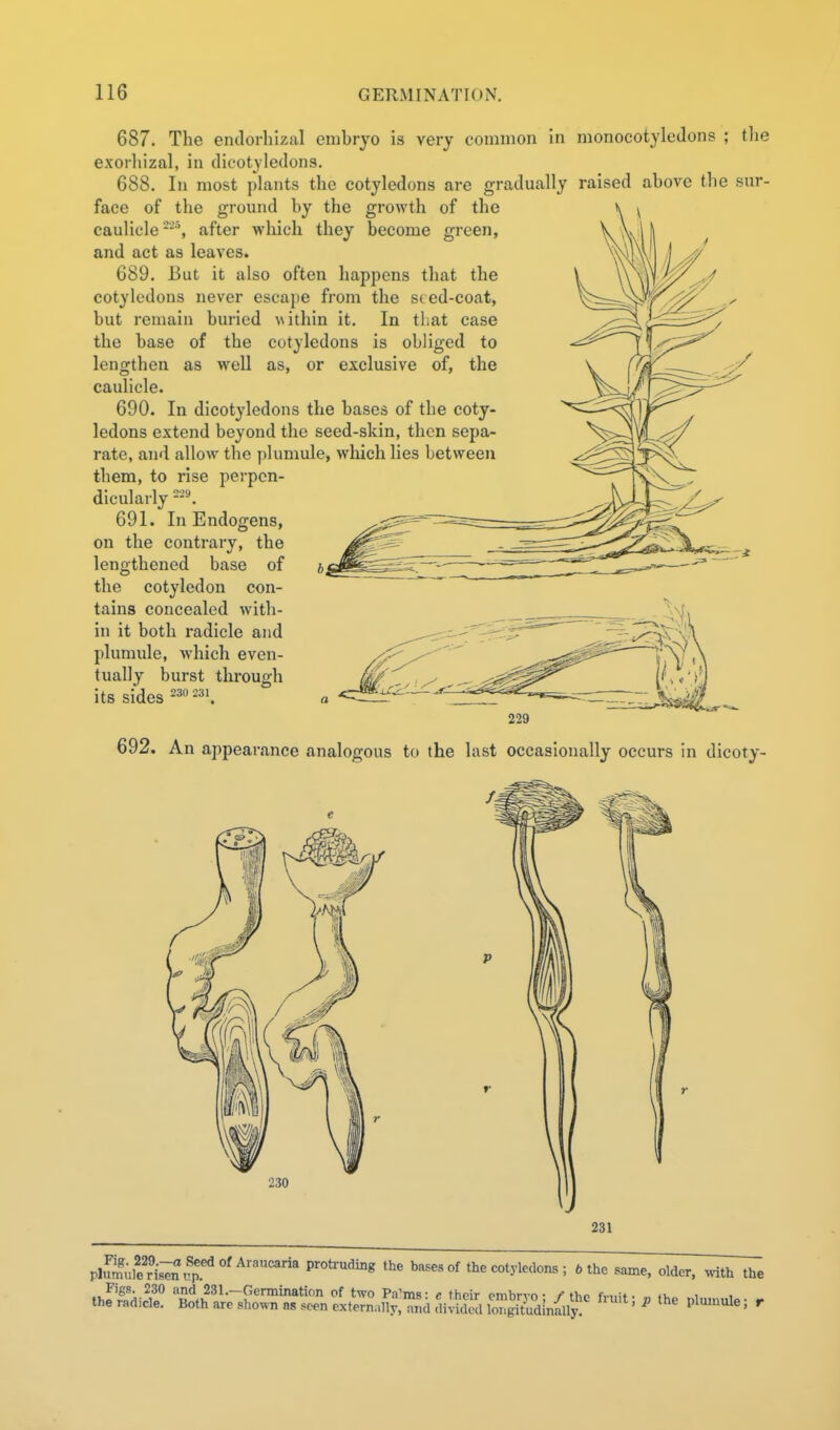 687. The entlorhizal embryo is very common In monocotyledons ; the exorliizal, in dicotyledons. 688. In most plants the cotyledons are gradually raised above the sur- face of the ground by the growth of the caulicle--% after which they become green, and act as leaves. G89. But it also often happens that the cotyledons never escape fi'om the sced-coat, but remain buried \\ithin it. In that case the base of the cotyledons is obliged to lengthen as well as, or exclusive of, the caulicle. 690. In dicotyledons the bases of the coty- ledons extend beyond the seed-skin, then sepa- rate, and allow the plumule, which lies between them, to rise perpen- dicularly 691. In Endogens, on the contrary, the lengthened base of the cotyledon con- tains concealed with- in it both radicle and plumule, which even- tually burst through its sides 692. An appearance analogous to the last occasionally occurs in dicoty- p£ulSisTn^^'.'^°'''°' protruding the bases of the cotyledons ; 6 the same, older, >rith the Figs. 230 and 231.—Germination of two Pa'ms: e their embrvo • /-Hip fmH . «v„ i , the radicle. Both are shown as seen externally,Zc\ loSm4?! ' ^ ' P^^' 