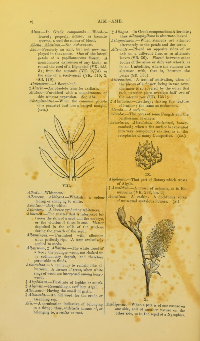 ALAI -AMB. Aima.—In Greek compounds — Blood-co- loured ; properly, hceina; as hseuiato- sperma, a seed the colour of blood. Ahena, Akenium.—Sec Achcenium. Ala.—Formerly an axil, but not now em- ployed in that sense. One of the lateral petals of a papilionaceous flower. A membranous expansion of any kind ; as round the seed of a Bignoniad (VK. 455, 3); from the summit (VK. '277d) or the side of a seed-vessel (VK. 515, 2, SB. 110). Alabastrws.—A flower-bud. XAlaris.—An obsolete term for axillaris. Alatas.—Furnished with a membranous or thin wing or expansion. Sec Ala. Alatepinnatus.—When the common petiole of a pinnated leaf has a winged margin. (viii.) VIIL A Ibedo.—Whiteness. Albescens, Albicans.—Wliitish ; a colour fiiding or changing to white. Albidus.—Dirty M'hite. Albinism.—A disease producing whiteness. Albumd/i.—Tlie matter that is interposed be- tween the skin of a seed and the embryOj or the vitellus if there is one. Matter deposited in the cells of the nucleus during the growth of the seed. Alburninous.— Furnished with albumen when perfectly ripe. A term exclusively applied to seeds. Alburnum, J Alburna.—The white wood of a tree ; the younger wood, not choked up by sedimentary deposit, and therefore permeable to fluids. Alburnitas.—A tendency to remain like al- burnum. A disease of trees, when white rings of wood are interposed among heart- wood. XAIepidotus.—Destitute of lepidcs or scurfs. t Alyinus.—Resembling a capillary Algal. Alliaceus.—Having the smell of garlic. XAlimonia.—An old word for the crude or ascending sap. Alis.—A termination indicative of belonging to a thing; thus, radicalis means of, or belonging to, a radix or root. XAllagos.—In Greek compounds=Alternate ; thus allagophyllous is alternate-leaved. AUagostcmon.—When stamens are attached alternately to the petals and the torus. Alternate,—Placed on opposite sides of an axis on a different line, as in alternate leaves (SB. 36). Placed between other bodies of the same or different whorls, as in an Umbellifcr, where the stamens are alternate with, that is, between the petals (SB. 135). Altenuilive.—A term of a?stivation, when of the pieces of a flower, being in two rows, the inner is so covered by the outer that each exterior piece overlaps half two of the interior row (EB. 135 1). X Alutacev^.—Leathery; having the texture of leather ; the same as coriaceous. Alveola.—A socket. AlveolcB.—The pores of some Fungals and the perithecium of others. Alveolaris, Alveolatus.—Sockctted, honey- combed ; when a flat surface is excavated into very conspicuous cavities, as in the receptacles of many Composites. (tVc.) Algologia.—That part of Botany which treats of Algals. XAmalthca.—A crowd of achania, as in Ra- nunculus (VK. 298, bis. 2). Amentum.—A catkin. A deciduous spike of unisexual apetalous flowers, (x.) A mbigcnus.—\\h<in a part is of one nature on one side, and of another nature on the other Bide, as in the sepal of a Nymphata,