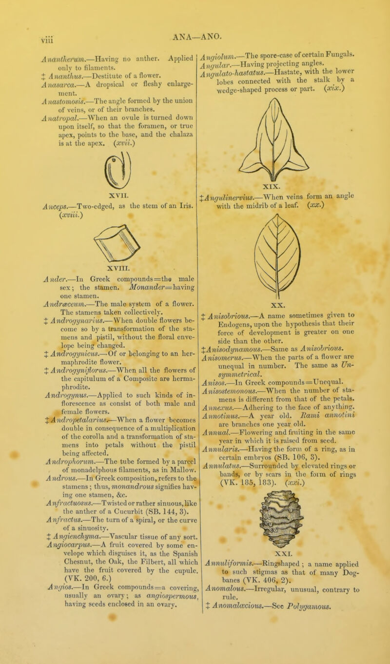 ANA—ANO. Amntherum.—Having no anther. Applied only to filaments. J Amntkv^.—Destitute of a flower. Amisarca.—A dropsical or fleshy enlarge- ment. Anastomosis.—Tlie angle formed by the union of veins, or of their branches. A natropal.—When an ovule is turned down upon itself, so that the foramen, or true apex, points to the base, and the ciialaza is at the apex, (xvii.) XVII. Anceps.—Two-edged, as the stem of an Iris. (xviii.) An{fiolum.—T\\e spore-case of certain Fungals. Angidar.—Having projecting angles. Angalato-hastatiis.—Uiista.te, with the lower lobes connected with the stalk by a wedge-shaped process or part, (xix.) XIX. XAnrjuUnei-vius.—When veins form an angle with the midrib of a leaf, {xx.) XVIII. Ander.—In Greek compounds=th9 male sex; the stamen. J)/o«a?ide?'= having one stamen. AndreBCewm.—The male system of a flower. The stamens taken collectively. X Androf/ynavius.—When double flowers be- come so by a transformation of the sta- mens and pistil, without the floral enve- lope being changed. X Androgynicus.—^Of or belonging to an her- maphrodite flower. J Androgyniflorus.—Whon all the flowers of the capitulum of a Composite are herma- phrodite. Androfjynus.—Applied to such kinds of in- florescence as consist of both male and female flowers. XAndropetalarius.—\^^len a flower becomes double in consequence of a multiplication of the corolla and a transformation of sta- mens into petals without the pistil being aff'ected, A ndrophorum.—The tube formed by a parcel of monadclphous filaments, as in Mallow. Androiis.—In Greek composition, refers to the stamens ; thus, monandrous signifies hav- ing one stamen, &c. A nfractuosus.—Twisted or rather sinuous, like the anther of a Cucurbit (SB, 144, 3). Anfractus.—The turn of a spiral, or the curve of a sinuosity. :J: Anfiiencliyma.—Vascular tissue of any sort. Angiocarpus.—A fruit covered by some en- velope which disguises it, as the Spanish Chesnut, the Oak, the Filbert, all which have the fruit covered by the cupule. (VK. 200, 6.) Angios.—In Greek compounds =a covering, usually an ovary; as angiospermous, having seeds enclosed in an ovary. XX. X Anisoirious.—A name sometimes given to Endogcns, upon the hypothesis that their force of development is greater on one side than the other. XAnisodTjnamous.—Same as Anisohiioiis. Anisomerus.—When the parts of a flower are unequal in number. The same as Un- symmetrical. Anises.—In Greek compounds =Unequal. Anisostemonous.—When the number of sta- mens is difi'erent from that of the petals. Annexus.—Adhering to the face of anything. Annotinus.—A year old. Itami annotini are branches one year old. Annual.—Flowering and fruiting in the same year in which it is raised from seed. Annularis,—Having the form of a ring, as in certain embryos (SB. lOG, 3). ATmidatus.—Surrounded by elevated rings or bands, or by scars in the foim of rings (VK. 185, 183). (xxi.) XXI. Annulifm-mis.—Ringshaped ; a name applied to such stigmas as that of many Dog- banes (VK. 406, 2). A7iomalous.—Irregular, unusual, contrary to rule. X Anomalceciovs.—Sec Polygamous.