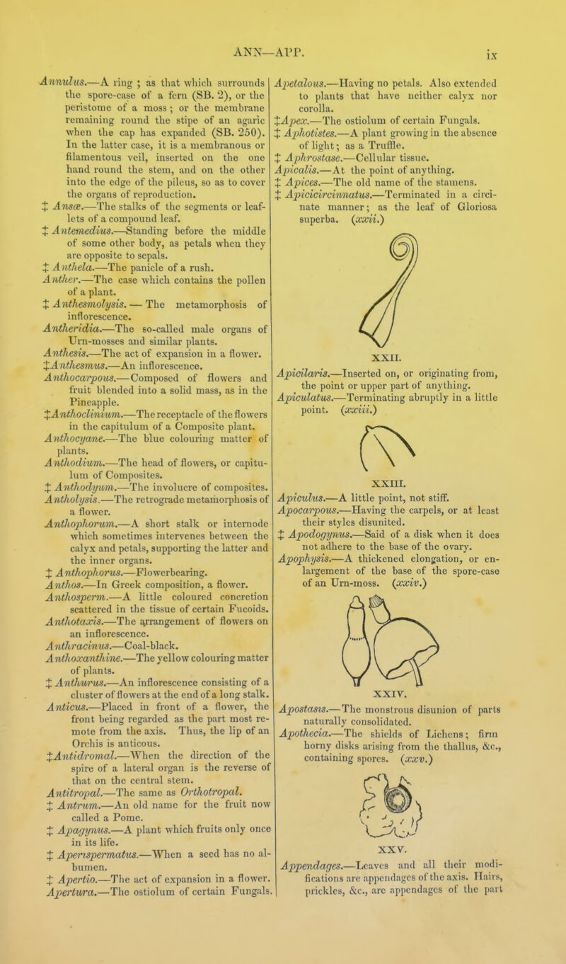 Annulus.—A ring ; as that wliicli surrounds the spore-case of a fern (SB. 2), or llie peristome of a moss; or the membrane remaining round the stipe of an agaric when the cap has expanded (SB. 250). In the hitter case, it is a membranous or fihimentous veil, inserted on the one hand round the stem, and on the other into the edge of the pilous, so as to cover the org.ans of reproduction. J Ansa.—The stalks of the segments or leaf- lets of a compound leaf. J Antemedius.—Standing before the middle of some other body, as petals when they are opposite to sepals. + Anthela.—The panicle of a rush. Anther.—The case which contains the pollen of a plant. X Anthesmolysis. — The metamorphosis of inflorescence. Antheridia.—The so-called male organs of Urn-mosses and similar plants. Anihesis.—The act of expansion in a flower. XA ntliesmus.—An inflorescence. Anthocai'pous.— Composed of flowers and fruit blended into a solid mass, as in the Pineapple. XAnthoclinium.—The receptacle of the flowers in the capitulum of a Composite plant. Antliocyane.—The blue colouring matter of plants. Anthodium.—The head of flowers, or capitu- lum of Composites. X Anthodyum.—The involucre of composites Antholysis.—The retrograde metamorphosis of a flower. Anthophorum.—A short stalk or intemode which sometimes intervenes between the calyx and petals, supporting the latter and the inner organs. X Anthophorus.—Flowerbearing. Anthos.—In Greek composition, a flower. Anthospenn.—A little coloured concretion scattered in the tissue of certain Fucoids Anthotaxis.—The jyrangement of flowers on an inflorescence. Anthracin us.—Coal-black. Anthoxanthine.—The yellow colouring matter of plants. X Anthurus.—An inflorescence consisting of a cluster of flowers at the end of a long stalk Anticiis.—PLaccd in front of a flower, the front being regarded as the part most re- mote from the axis. Thus, the lip of an Orchis is anticous. When the direction of the spire of a lateral organ is the reverse of that on the central stem. Antitropal.—The same as Orthotropal. X Antrum.—An old name for the fruit now called a Pome. X Aparjynu^.—A plant which fruits only once in its life. X Apenspermatus.—When a seed has no al- bumen. X Apertio.—The act of expansion in a flower. Apertwa.—The ostiolum of certain Fungals. Apetdlous.—Having no petals. Also extended to plants that have neither calyx nor corolla. XApex.—The ostiolum of certain Fungals. + Aphotistes.—A plant growing in the absence of light; as a Truffle. X Aphrostase.—Cellular tissue. Apicalis.—At the point of anything. + Apices.—The old name of the stamens. X Apicicircimiatus.—Terminated in a circi- nate manner; as the leaf of Gloriosa superba. {xxii.) XAntidromal.- XXII. Apicilaris.—Inserted on, or originating from, the point or upper part of anything. Apiculatus.—Terminating abruptly in a little point, (xxiii.) XXIII. Apicuhis.—A little point, not stiff'. Apocarpous.—Having the carpels, or at least tlieir styles disunited. X Apodogynus.—Said of a disk when it does not adhere to the base of the ovary. Apophysis.—A thickened elongation, or en- largement of the base of the spore-case of an Urn-moss, (xxiv.) XXIV. Apostasis.— Tlie monstrous disunion of parts naturally consolidated. Apothecia.—The shields of Lichens; firm horny disks arising from the thallus, &.c., containing spores, (^xxv.) XXV. Appendages.—Leaves and all their modi- fications are appendages of the axis. Hairs, prickles, &c., are appendages of tlie part