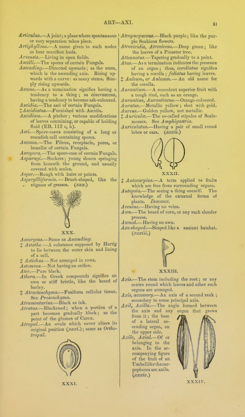 ART—AXI. Articulus.—A joint; a place where spontaneous I or easy separation takes place. Artiphyllous.—A name given to such nodes as bear manifest buds. Arvensis.—Living in open fields. Ascelli.—The spores of certain Fungals. Ascending.—Directed upwards; as the stem, which is the ascending axis. Rising up- wards with a curve: as many stems. Sim- ply rising upwards. Ascens.—As a termination signifies having a tendency to a thing; as citierascens, having a tendency to become ash-coloured. Ascidia.—The asci of certain Fungals. ZAscidiatvs.—Furnished with Ascidia. Ascidium.—A pitcher ; various modifications of leaves containing, or capable of holding fluid (EB. 112 c, h). Asci.—Spore-cases consisting of a long or roundish cell containing spores. Ascoma.—The Pileus, receptacle, pores, or lamellae of certain Fungals. Ascopora.—The spore-case of certain Fungals. Asparagi.—Suckers ; young shoots springing from beneath tho ground, and usually covered with scales. Asper.—Rough with hairs or points. Aspergillifoi'mis. — Brush-shaped, like the stigmas of grasses, (xxx.) XXX. Assurgens.—Same as Ascending. J Astathe.—A substance supposed by Hartig to lie between the outer skin and lining of a cell. J Astichus.—Not arranged in rows. Astomms.—Not having an orifice. Ater.—Pure black. Athera.—In Greek compounds signifies an awn or stiff bristle, like the beard of barley. X Atractenchyma.—Fusiform cellular tissue. See Prosenchyma. Atramentarius.—Black as ink. At7-atus.—Blackened; when a portion of a part becomes gradually black; as the point of the glumes of Carcx. Atropal.—An ovule which never alters its original position (xxxi.); same as Ortho- tropal. Atropurpureus.—Black pui-ple; like the pur- ple Scabious flowers. Atrovindis, Atrovirens.—Deep green; like the leaves of a Pinaster tree. Attenuatus.—Tapering gradually to a point. Atus.—As a termination indicates the presence of an organ ; thus, corollatus signifies having a corolla ; foliatus having leaves. X Auleum, or Aulcmni. — An old name for the corolla. Aurantiwm.—A succulent superior fruit with a tough rind, such as an orange. A U7'antius, Aurantiacus.—Orange-coloured. Auratus.—Metallic yellow ; shot with gold. Aureus.—Golden yellow, not metallic. X A uricidie.—The so-called stipules of Scale- mosses. See Amphigastria. Auriculatus.—Having a pair of small round lobes or ears, (xxxii.) XXXII. X Autocarpms.—A term applied to fruits which are free from surrounding organs. Autopsia.—The seeing a thing oneself. Tlio knowledge of the external foi-ms of plants. Desvmix. Avenius.—Having no veins. Awn.—The beard of corn, or any such slender process. Awned.—Having an awn. Axe-shaped.—Shaped like a ancient hatchet. {xxxiii.) XXXI, XXXIII. Aocis.—The stem including the root; or any centre round which leaves and other such organs are arranged. Axis, accessory.—An axis of a second rank ; secondary to some principal axis. Axil, Axilla.— The angle formed between the axis and any oi-gan that grows from it; the base of a lateral as- cending organ, on the upper side. Axile, Axial.—Of or belonging to the axis. In tho ac- companying figure of the fruit of an Umbelliferthecar- popbores are axile. (xxxiv.) XXXIV.