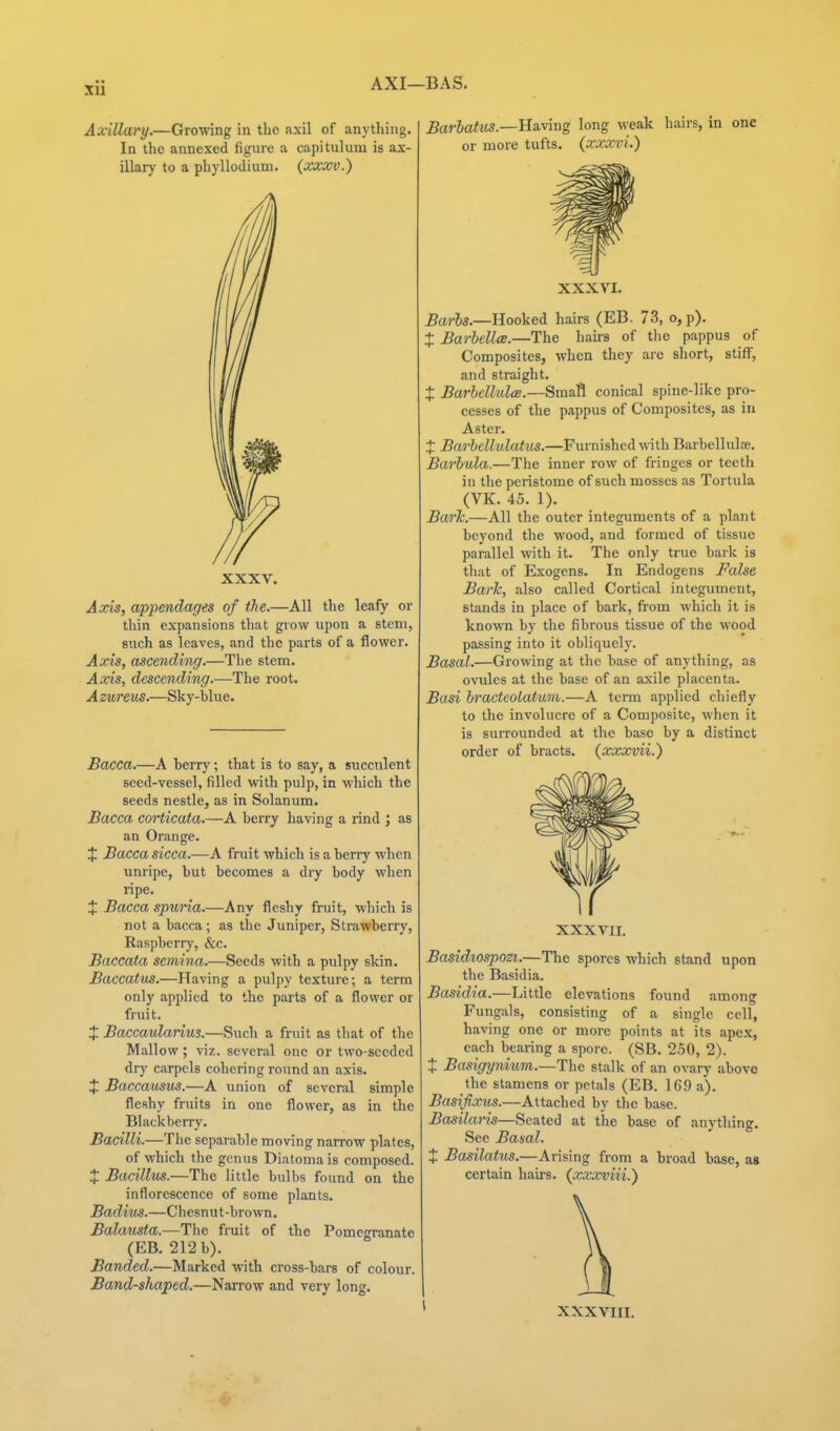 Axillary.—Growing in the axil of anything. In the annexed figure a capitulum is ax- illary to a phyllodium. (xxxv.) XXXV. Axis, appendages of the.—All the lealy or thin expansions that grow upon a stem, such as leaves, and the parts of a flower. Axis, ascending.—Tlie stem. Aods, descending.—The root. Azureus.—Sky-blue. Bacca.—A berry; that is to say, a succulent seed-vessel, filled with pulp, in which the seeds nestle, as in Solanum. Bacca corticata.—A berry having a rind ; as an Orange. X Bacca sicca.—A fruit which is a berry when unripe, but becomes a dry body when ripe. X Bacca spuria.—Any fleshy fruit, which is not a bacca; as the Juniper, Strawberry, Raspberry, &c. Baccata semina.—Seeds with a pulpy skin. Baccatus.—Having a pulpy texture; a term only applied to the parts of a flower or fruit. J Baccaulanus.—Such a fruit as that of the Mallow; viz. several one or two-seeded dry carpels cohering round an axis. X Baccausus.—A union of several simple fleshy fruits in one flower, as in the Blackberry. Bacilli.—The separable moving narrow plates, of which the genus Diatomais composed. X Bacillus.—The little bulbs found on the inflorescence of some plants. Badius.—Chesnut-brown. Bakimta.—The fruit of the Pomegranate (EB. 212 b). Banded.—Marked with cross-bars of colour. Band-shaped.—Narrow and very long. BAS. Barhahis.—Ha.v'mg long weak hairs, in one or more tufts, (xxxvi.) XXXVI. Barhs.—Hooked hairs (EB. 73, o, p). X Barbellee.—The hairs of tlie pappus of Composites, when they are short, stifl^', and straight. X Barhcllulas.—Small conical spine-like pro- cesses of the pappus of Composites, as in Aster. X Barhellulatus.—Furnished with BarbelluljB. Barbula.—The inner row of fringes or teeth in the peristome of such mosses as Tortula (VK. 45. 1). Baric.—All the outer integuments of a plant beyond the wood, and formed of tissue parallel with it. The only true bark is that of Exogens. In Endogens False Baric, also called Cortical integument, stands in place of bark, from which it is known by the fibrous tissue of the wood passing into it obliquely. Basal.—Growing at the base of anything, as ovules at the base of an axile placenta. Basi bracteolatum.—A term applied chiefly to the involucre of a Composite, when it is surrounded at the base by a distinct order of bracts, {xxxvii.) XXXVII. Basidiospozi.—The spores which stand upon the Basidia. Basidia.—Little elevations found among Fungals, consisting of a single cell, having one or more points at its apex, each bearing a spore. (SB. 250, 2). X Basigynium.—The stalk of an ovary above the stamens or petals (EB. 169 a). Basijixus.—Attached by the base. Basilaris—Seated at the base of anything. See Basal. X Basilatus.—Arising from a broad base, as certain hairs, (xxxviii.) XXXVIII.