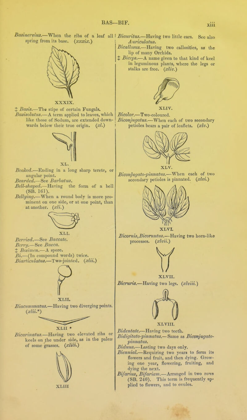 BAS—BIF. Basinervms.—Vihcn the ribs of a leaf all I Bmuritus.—lia.wmg two little eai-s. See also spring from its base, {xxxix.) Auriculatus. Bicallosus.—Having two callosities, as the lip of many Orchids. J Biceps.—A name given to that kind of keel in leguminous plants, where the legs or stalks are free, {xliv.) XXXIX. J Basis.—The stipe of certain Fungals. Basisolutus.—A term applied to leaves, which like those of Sedum, arc extended down- wards below their true origin, (xl.) XL. Beaked.—Ending in a long sharp terete, or angular point. Bearded.—See Barhatus. jBell^shaped.—Having the form of a bell (SB. 161). Bellyinr/.—When a round bodj- is more pro- minent on one side, or at one point, than at another, (xli.) XLI. Berried.—See Baccate. Berry.—See Bacca. X Besimcn.—A spore. Bi.—(In compound words) twice. Biarticulatus.—Two-jointed. {xiii.) XLII. Biacumtnatxis.—Having two diverging points. {xiii.*) XLII • Bicarinatus.—Having two elevated ribs or keels on ^he under side, as in the palese of some grasses, {xliii.) XLIII XLIV. Bicolor.—Two-coloured. Biconjugatus.—When each of two secondary petioles bears a pair of leaflets, {xlv.) XLV. Biconjugato-pinnatus.—When each of two secondary petioles is pinnated, {xlvi.) Bicomis,BicormUus.—Having two horn-like processes, {xlvii.) XLVII. Bicrv/ris.—Having two legs, {xlviii.) XLVIII. Bidentate.—Having two teeth. Bidigitato-pinnatus.—Same as Biconjugato- pinnatus. Biduus.—Lasting two days only. Biennial.—Requiring two years to form its flowers and fruit, and then dying. Grow- ing one year, flowering, fruiting, and dying the next. Bifarius, Bifariam.—Amnged in two rows (SB. 240). This term is frequently ap- plied to flowers, and to ovules.