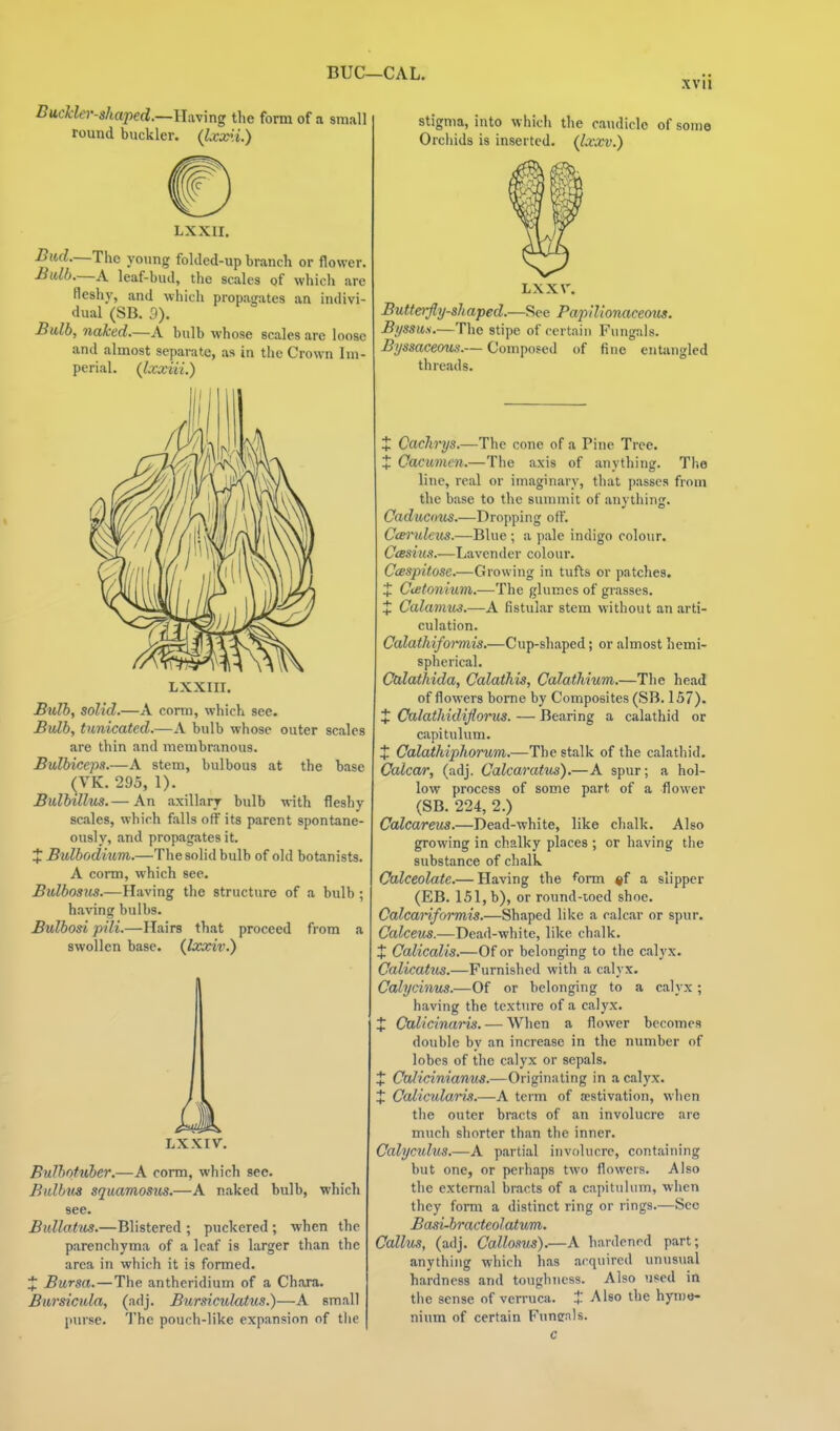 BUC—CAL. xvii BucJcler-shaped.—lUving the form of a small round buckler. (Ux'.i.) LXXII. Bud.—The young folded-up branch or flower. Bulb.—A leaf-bud, the scales of which are fleshy, and which propagates an indivi- dual (SB. 3). Bulb, naked—A bulb whose scales are loose and almost separate, as in the Crown Im- perial. (Ixxiii.) LXXIII. Bulb, solid.—A corm, which see. Bvlh, timicated.—A bulb whose outer scales are thin and membranous. Bulbiceps.—A stem, bulbous at the base (VK. 295, 1). Bulbillus.— An axillary bulb with fleshy scales, which falls off its parent spontane- ously, and propagates it. J Btdbodium.—The solid bulb of old botanists. A corm, which see. Bulbostis.—Having the structure of a bulb ; having bulbs. Bulbosi pili.—Hairs that proceed from a swollen base, {locociv.) LXXIV. Bulhotuber.—A corm, which sec. Bnlbus squamosus.—A n.aked bulb, whicli see. BuUatus.—Blistered ; puckered ; when the parenchyma of a leaf is larger than the area in which it is formed. ^ Bursa.—The antheridium of a Chora. Bursicida, (adj. Bursiculatus.)—A small purse. The pouch-like expansion of the stigma, into which the caudiclc of some Orchids is inserted. (Ixxv.) Lxxr. Butto-flij-sliaped.—See Papilionaceous. Byssws.—The stipe of certain Fungals. ByssaceouH.— Composed of fine entangled threads. J Cachrys.—The cone of a Pine Tree. X Cacumcn.—The axis of anything. The line, real or imaginary, that passes from the base to the summit of anything. Caducous.—Dropping off. Ccerulexis.—Blue ; a pale indigo colour. Ccesius.—Lavender colour. Ccespitose.—Growing in tufts or patches. J Ctetonium.—The glumes of glasses. J Calamus.—A fistular stem without an arti- culation. Calathiformis.—Cup-shaped; or almost hemi- spherical. Calathida, Calatkis, Calathium.—The head of flowers bonie by Composites (SB. 157). + Calathidijlorus. — Bearing a calathid or capitulum. t Calathiphorum.—The stalk of the calathid. Calcar, (adj. Calcaratus).—A spur; a hol- low process of some part of a flower (SB. 224, 2.) Calcareus.—Dead-white, like chalk. Also growing in chalky places ; or having the substance of chalk Calceolate.— Having the form ^f a slipper (EB. 151, b), or round-toed shoe. Calcariformis.—Shaped like a calcar or spur. Calceus.—Dead-white, like chalk. + Calicalis.—Of or belonging to the calyx. Calicatus.—Furnished with a calyx. Calycinus.—Of or belonging to a calyx; having the texture of a calyx. X CalicinaiHs. — When a flower becomes double by an increase in the number of lobes of the calyx or sepals. X CaKcinianus.—Originating in a calyx. + Caiicularis.—A term of aestivation, when the outer bracts of an involucre are much shorter than the inner. Calycidus.—A partial involucre, containing but one, or perhaps two flowers. Also the external bracts of a capitulum, when they form a distinct ring or rings.—Sec Basi-bracteolatum. Callus, (adj. Callosus).—A hardened part; anything which has acquired unusual hardness and toughTiess. Also used in tlie sense of verruca, t Also the hyroe- nium of certain Funtrals. c