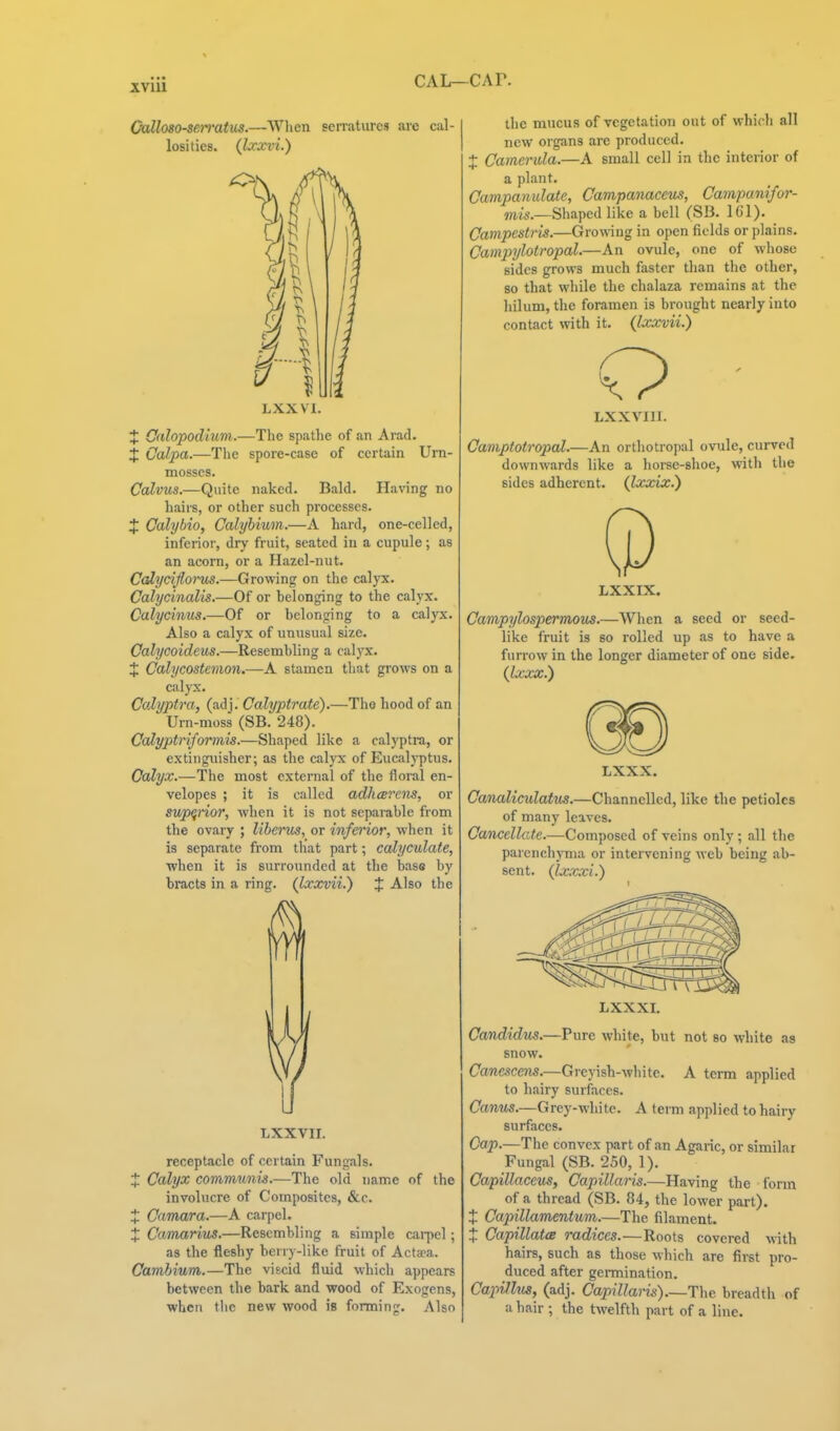 XVUl Oalloso-serratus.—When losities. Qxxvi.) serratvires are cal- LXXVI. J Calopodlum.—The spathe of an Arad. X Calpa.—The spore-case of certain Um- mosscs. Calvus.—Quite naked. Bald, Having no hairs, or other such processes. J Ccdybio, Calyhium.—A hard, one-celled, inferior, dry fruit, seated in a cupule; as an acorn, or a Hazel-nut. Calycijlorus.—Growing on the calyx. Calycinalis.—Of or belonging to the calyx. Culycimis.—Of or belonging to a caly^. Also a calyx of unusual size. Calycoideus.—Resembling a calyx. X Calycostemon.—A stamen that grows on a calyx. Calyptra, (adj. Calypfrate).—Tho hood of an Urn-moss (SB. 248). Colyptriformis.—Shaped like a calyptra, or extiugviisher; as the calyx of Eucalyptus. Calyx.—The most external of the floral en- velopes ; it is called adhcBvens, or supQnor, when it is not separable from the ovary ; libents, or infet'ior, when it is separate from that part; calyculate, when it is surrounded at the bass by bracts in a ring. (Ixxvii.) J Also the LXXVII. receptacle of certain Fungals. X Calyx communis.—The old name of the involucre of Composites, &c. X Camara.—A carpel. X Camarius.—Resembling a simple carpel; as the fleshy bei ry-like fruit of Aetata. Cambium.—The viscid fluid which appears between the bark and wood of Exogens, when the new wood is forming. Also the mucus of vegetation out of whicli all new organs are produced. + Camcrula.—A small cell in the interior of a plant. Campanulate, Campanaceus, Campanifor- wws.—Shaped like a bell (SB. 161). Campestris.—Growing in open fields or plains. Campylotropal.—An ovule, one of whose sides grows much faster than the other, so that while the chalaza remains at the hilum, the foramen is brought nearly into contact with it. {Ixxvii.) LXXVIII. Caniptotropal.—An orthotropal ovule, curved downwards like a hoi-sc-shoe, with the sides adherent. (Jtocxix.) LXXIX. Campylospermous.—When a seed or seed- like fruit is so rolled up as to have a furrow in the longer diameter of one side. (Ixxx.) LXXX. Canaliculatus,—Channelled, like the petioles of many leaves. Cancellate.—Composed of veins only; all the parenchjTiia or intervening web being ab- sent. (Ixxxi.) LXXXI. Candidus.—Pure white, but not so white as snow. Cancicens.—Greyish-Avhite. A term applied to hairy surfaces. Canus.—Grey-white. A term applied to hairy surfaces. Cap.—The convex part of an Agaric, or similar Fungal (SB. 250, 1). CapiUaceus, CapiUaris.—Having the form of a thread (SB. 84, the lower part). X Capillam^ntum.—The filament. X CapillatcB radices.—Roots covered with hairs, such as those which are first pro- duced after germination. CapHlvs, (adj. Capillans)—The breadth of a hair ; the twelfth part of a line.