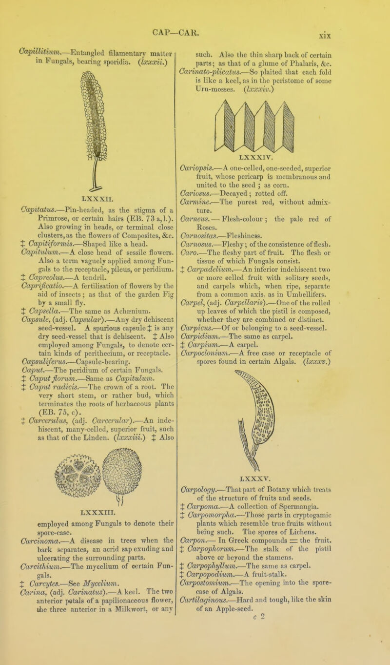 (7apiW/<iitm.—Entangled filamentary matter in Fungals, bearing sporidia. (locxxii.) LXXXII. Capitatus.—Pin-beaded, as tbe stigma of a Primrose, or certain hairs (EB. 73 a,l.). Also growing in heads, or terminal close clusters, as the flowers of Composites, &c. t Capitiformis.—Shaped like a bead. Capitulum.—A close head of sessile flowers. Also a tenn yaguely applied among Fun- gals to tbe receptacle, pileus, or peridium. J Capreolus.—A tendril. Caprificatio.—A fertilisation of flowers by tbe aid of insects; as that of tbe garden Fig by a small fly. X Capsella.—The same as Acha>nium. Capsule, (adj. Capsular).—Any dry dehiscent seed-vessel. A spurious capsule % is any dry seed-ressel that is dehiscent. % Also employed among Fungals, to denote cer- tain kinds of perithecium, or receptacle. Capsuliferxus.—Capsule-bearing. Caput.—The peridium of certain Fungals. X Caput floncm.—Same as Capitulum. t Caput radicis.—The crown of a root. The very short stem, or rather bud, which terminates the roots of herbaceous plants (EB. 75, c). J Carcerulus, (adj. Carcerular).—An inde- hiscent, many-celled, superior fruit, such as that of the Linden. (Ixxxiii.) % Also LXXXIII. employed among Fungals to denote their spore-case. Carcinoma.—A disease in trees when tbe bark separates, an acrid sap exuding and ulcerating the surrounding parts. Carcithium.—The mycelium of certain Fun- gals. X Carcytcs.—See Mycelium. Carina, (adj. Carinatus).—A keel. The two anterior petals of a papilionaceous flower, the three anterior in a Milkwort, or any such. Also tlie thin shai-pbackof certain parts; as that of a glume of Phalaris, &c. Cannato-plicatus.—So plaited that each fold is like a keel, as in the peristome of some Urn-mosses, (txxxiv.) LXXXIV. Canopsis.—A one-celled, one-seeded, superior fruit, whose pericarp is membranous and united to tbe seed ; as corn. Cariosus.—Decayed ; rotted off. Carmine.—The purest red, without admix- ture. Carneus. — Flesh-colour ; the pale red of Roses. Carnositas.—Fleshiness. Carnosus.—Fleshy; of the consistence offlesli. Caro.—The fleshy part of fruit. The flesh or tissue of which Fungals consist. + Carpadelium.—An inferior indebiscent two or more eelled fruit with solitary seeds, and carpels which, when ripe, separate from a common axis, as in Umbellifers. Carpel, (adj. Carpellaris).—One of tbe rolled up leaves of which tbe pistil is composed, whether tbey are combined or distinct. Carpicus.—Of or belonging to a seed-vessel. Carpidium.—Tbe same as carpel. + Carpium.—A cai-pel. Carpoclonium.—A free case or receptacle of spores found in certain Algals. (Ixxxv.) LXXXV. Carpolociy.—That part of Botany which trcnts of the structure of fruits and seeds. + Carpoma.—A collection of Spennangia. X Carpomorpha.—Those parts in cryptogamic plants which resemble true fruits without being such. The spores of Lichens. Carpon.— In Greek compounds =. the fruit. X Carpopkorum.—The stalk of the pistil above or beyond the stamens. X Oarpophyllum.—The same as carpel. X Carpopodium.—A fruit-stalk. Carpostomium.—Tbe opening into the spore- case of Algals. Cartilaginous.—Hard nnd tough, like tbe skin of an Apple-seed. c 2