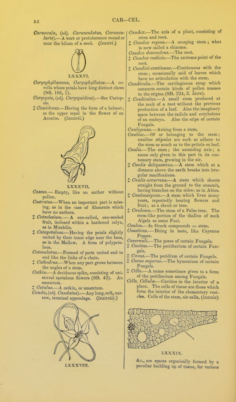 CAR—CEL. CaruncvXa, (adj. Carunculatus, Caruncu- laris).—A wart or protuberance rounder near the hilum of a seed. (Ixxxvi.) LXXXVI. Caryophyllaceous, Caryophyllatus.—A co- rolla whose petals have long distinct claws (SB. 106, 1). Caryopsis, (adj. Caryopsideus).—See Cariop- sis. + Cassideous.—Having the form of a helmet; as the upper sepal in the flower of an Aconite. (jLxxxuii.) LXXXVII. Cassus.— Empty, like an anther without pollen. CoiStratus.—When an important part is miss- ing, as in the case of filaments which have no anthers. + Cataclesium. — A one-celled, one-seeded fruit, inclosed within a hardened calyx, as in Mirabilis. t Catapetalous.—Having the petals slightly united by their inner edge near the base, a« in the Mallow. A form of polypeta- lous. Catenulatus.—Formed of parts united end to end like the links of a chain. + Cathedrus.—When any part grows between the angles of a stem. Catkin.—A deciduous spike, consisting of uni- sexual apetalous flowers (SB. 42). An amentum. + Catulus.—A catkin, or amentum. Cauda, (adj. Caudatus).—Any long, soft, nar- row, terminal appendage. (Ixxxiiii.) Caudex.—The axis of a plant, consisting of stem and root. + Caudex repens.—A creeping stem ; what is now called a rhizome. Caudex dcscendens.—The root. J Caudex radids.—The extreme point of the root. J Caudici-continuus.—Continuous with the stem; occasionally said of leaves which have no articulation with the stem. Caudicula.—The cartilaginous strap which connects certain kinds of pollen masses to the stigma (SB. 224, 3. Ixxv). J Cauliculus.—A small stem produced at the neck of a root without the previous production of a leaf. Also the imaginary space between the radicle and cotyledons of an embryo. Also the stipe of certain Fungals. Cauligenus.—Arising from a stem. Cauline.—Of or belonging to the stem; cauline stipules are such as adhere to the stem as much as to the petiole or leaf. Caulis.—The stem; the ascending axis ; a name only given to this part in its cus- tomary state, growing in the air. J Camlis deliquesccus.—A stem which at a distance above the earth breaks into irre- gular ramifications. X Caulis excurrens.—A stem which shoots straight from the ground to the summit, having branches on the sides; as in Abies. X Caulocarpous.—A stem which lives many years, repeatedly bearing flowers and fruit; as a shrub or tree. X Cauloma.—The stem of a Palm-tree. The stem-like portion of the thallus of such Algals as some Fuci. Caulon.—In Greek compounds = stem. Causticus.—Biting in taste, like Cayenne Pepper. Cavernuli.—The pores of certain Fungals. + Cavitas.—The pei'ithecium of certain Fun- gals. X Cavus.—The peridium of certain Fungals. X Cavus superus.—The hymcnium of certain Fungals. + Cella.—A name sometimes given to a form of the perithecium among Funcjals. Cells, Cellulm.—Cavities in the interior of a plant. The cells of tissue are those which form the interior of the elementary vesi- cles. Cells of the stem, air-cells, {Ixxxix) LXXXIX. Lxxxvm. &c., are spaces organically formed by a peculiar building up of tissue, for various