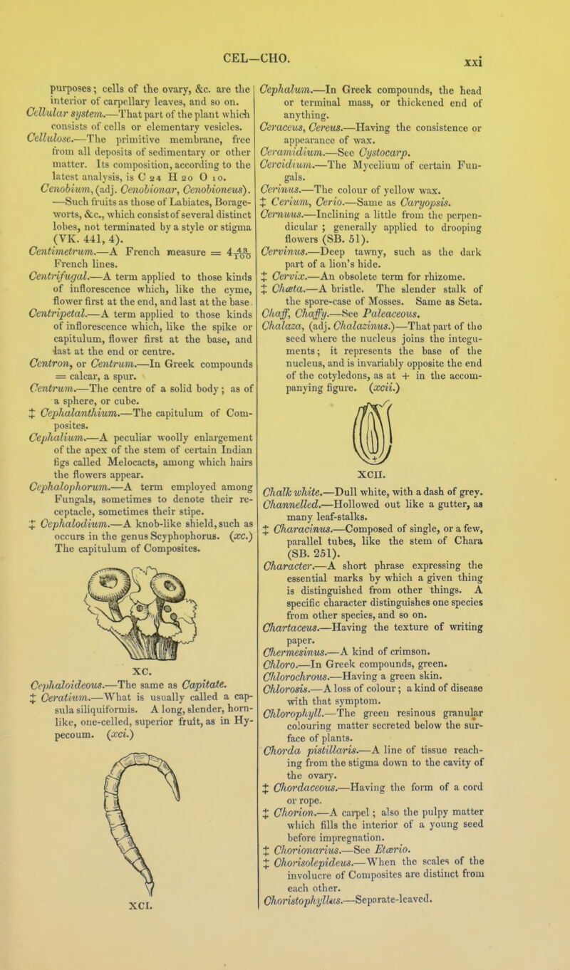 CEL—CHO. purposes; cells of the ovary, &c. are the interior of carpellary leaves, and so on. Cellular system.—That part of tlie plant which consists of cells or elementary vesicles. Cellulose.—The primitive membi-ane, free from all deposits of sedimentary or other matter. Its composition, according to the latest analysis, isC24 H20 Oio. Cenobium, (adj. Cenolionar, Ccnohioneus). —Such fruits as those of Labiates, Bomge- worts, &c., which consist of several distinct lobes, not terminated by a style or stigma (VK. 441, 4). Centimetrum.—A French measure = 4^^^ French lines. Centnfugal.—A term applied to those kinds of inflorescence which, like the cyme, flower first at the end, and last at the base. Centripetal.—A term applied to those kinds of inflorescence which, like the spike or capitulum, flower first at the base, and 4ast at the end or centre. Centron, or Centrum.—In Greek compounds = calcar, a spur. Centrum.—The centre of a solid body; as of a sphere, or cube. X Cephalanthium.—The capitulum of Com- posites. Cephalium.—A peculiar woolly enlargement of the apex of the stem of certain Indian figs called Melocacts, among which hairs the flowers appear. Cephalopliorum.—A term employed among Fungals, sometimes to denote their re- ceptacle, sometimes their stipe. 4; Cephalodium.—A knob-like shield, such as occurs in the genus Scyphophorus. (pcc.) The capitulum of Composites. xc. Ce})haIoideous.—The same as Capitate. X Ceratium.—What is usually called a cap- sula siliquiformis. A long, slender, horn- like, one-celled, superior fruit, as in Hy- pecoum. (xci.) XCI. Cephalum.—In Greek compounds, the head or terminal mass, or thickened end of anything. Ceraceus, Cerem.—Having the consistence or appearance of wax. Ceramidium.—See Cystocarp. Cercidium.—The Mycelium of certain Fuu- gals. Cerinus.—The colour of yellow wax. X Cerium, Cerio.—Sauie as Cai'yopsis. Cei~nuus.—Inclining a little from the perpen- dicular ; generally applied to drooping flowers (SB. 51). Cervinus.—Deep tawny, such as tlie dark part of a lion's hide. J Ca'vix.—An obsolete term for rhizome. X Cheeta.—A bristle. The slender stalk of the spore-case of Mosses. Same as Seta. Chaff, Chaffy.—See Paleaceous. Chalaza, (adj. Chalazinus.)—That part of the seed where the nucleus joins the integu- ments; it represents the base of tlie nucleus, and is invariably opposite the end of the cotyledons, as at + in the accom- panying figure, (jxcii.) XCII. Chalh white,—Dull white, with a dash of grey. Channelled.—Hollowed out like a gutter, as many leaf-stalks. X Cliaracinus.—Composed of single, or a few, parallel tubes, like the stem of Chara (SB. 251). Character.—A short phrase expressing the essential marks by which a given thing is distinguished from other things. A specific character distinguishes one species from other species, and so on. Chartaceus.—Having the texture of writing paper. Cherm£siwus.—A kind of crimson. Chloro.—In Greek compounds, green. CJdorochrom.—Having a green skin. Chlorosis.—A loss of colour; a kind of disease with that symptom. Chlorophyll.—The green resinous granular colouring matter secreted below the sur- face of plants. Chorda pistillaris.—A line of tissue reach- ing from the stigma down to the cavity of the ovary. X Cliordaccous.—Having the form of a cord or rope. X Chorion.—A cai-pel; also the pulpy matter which fills the interior of a young seed before impregnation. X Chorionarius.—See Etcerio. X Chorisolepideus.—When the scales of the involucre of Composites are distinct from each other. Choristophylkis.—Sepnrate-lcavcd.