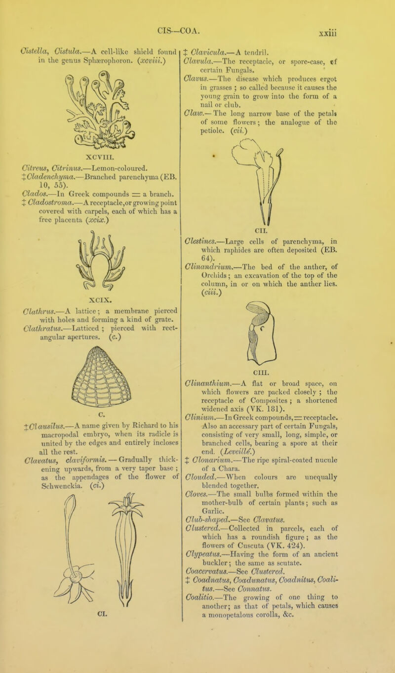 OUtella, Oistula.—A cell-like shield found in the genus Sphserophovon. {xcviii.) XCVIII. Citretis, Citrinus.—Lemon-coloured. XCladenchyma.—Branched parenchyma(EB. 10, 55). Clados.—In Greek compounds = a branch. J Cladostroma.—A receptacle,or growing point covered with carpels, each of which has a free placenta (^xcix.) XCIX. Clathrus.—A lattice; a niemhrane pierced with holes and forming a kind of grate. C'^«</'?'a<its.—Latticed ; pierced with rect- angular apertures, (c.) XClausili^-—A name given by Richard to his macropodal embryo, when its radicle is united by the edges and entirely incloses all the rest. Clavatus, claviformis. — Gradually thick- ening upwards, from a very taper base ; as the appendages of the flower of Schwenckia. (ci.) X Clavicida.—A tendril. Clavula.—Tiie receptacle, or spore-case, cf certain Fungals. Claims.—Tiie disease which produces ergot in grasses ; so called because it causes the young grain to grow into the form of a nail or club. Claw.— The long narrow base of the petals of some flowers; the analogue of the petiole, (m.) CII. Clestines.—Large cells of parenchyma, in which raphides are often deposited (EB. 64). Clinandrium.—Tlie bed of the anther, of Ordiids; an excavation of the top of the column, in or on which the anther lies, (mi.) cm. Clinanthium.—A flat or broad space, on which flowers are packed closely ; the receptacle of Composites; a shortened widened axis (VK. 181). Clinium.—In Greek compounds,—receptacle. Also an accessary part of certain Fungals, consisting of very small, long, simple, or branched cells, bearing a spore at their end. (Leveille.) J Olonanum.—The ripe spiral-coated nucule of a Cliara. Clouded.—When colours are unequally blended together. Cloves.—Tiie small bulbs formed within the mother-bulb of certain plants; such as Garlic. Club-shaped.—See Clavatus. Clustered.—Collected in parcels, each of which has a roundish figure; as the flowers of Cuscuta (VK. 424). Clypeatus.—Having the form of an ancient buckler; the same as scutate. Coacervatus.—See Clustered. X Coadnatu^, Coadunatus, Coadnitus, Coalir tus.—See Connatus. Coalitio.—The growing of one thing to another; as tliat of petals, which causes a n)onopctalous corolla, &c.