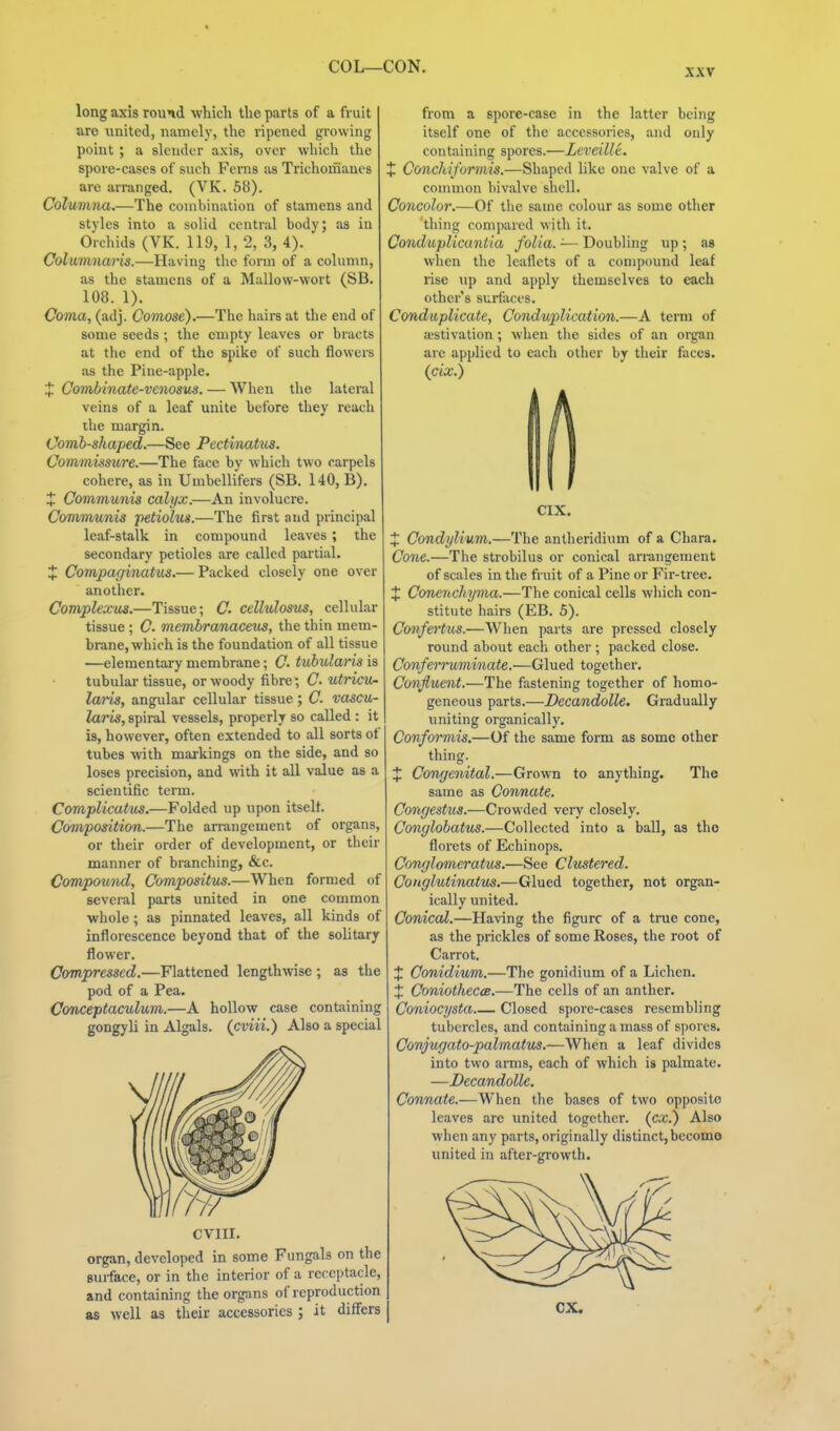 XXV long axis round which the parts of a fruit are united, namely, the ripened growing point; a slender axis, over which tlie spore-cases of such Fems as Trichoiiiaues are arranged. (VK. 58). Columna.—The combination of stamens and styles into a solid central body; as in Orchids (VK. 119, 1, 2, 3, 4). Columnans.—Having the form of a column, as the stamens of a Mallow-wort (SB. 108. 1). Coma, (adj. Comose).—The hairs at the end of some seeds ; the empty leaves or bracts at tlie end of the spike of such flowers as the Pine-apple. % Combinate-venosus. — When the lateral veins of a leaf unite before they reach the margin. Comb-shaped.—See Pectinatus. Commissure.—The face by which two rarpels cohere, as in UmbcUifers (SB. 140, B). X Comm,unis calyx.—An involucre. Communis petiolus.—The first and principal leaf-stalk in compound leaves ; the secondary petioles are called partial. J Compaginatus.— Packed closely one over another. Complexus.—Tissue; C. ccllulosiis, cellular tissue; C. membranaceus, the tliin mem- brane, which is the foundation of all tissue —elementary membrane; 0. tubularis is tubulai- tissue, or woody fibre; C- utricu- lari^, angular cellular tissue; C. vascu- laris, spiral vessels, properly so called: it is, however, often extended to all sorts of tubes with markings on the side, and so loses precision, and with it all value as a scientific term. Complicatus.—Folded up upon itself. Composition.—The arrangement of organs, or their order of development, or their manner of branching, &c. Compound, Compositus.—When formed of several parts united in one common whole; as pinnated leaves, all kinds of inflorescence beyond that of the solitary flower. Compressed.—Flattened lengthwise ; as the pod of a Pea. Conceptaculum.—A hollow case containing gongyli in Algals. (cviii.) Also a special CVIII. organ, developed in some Fungals on the Buiface, or in the interior of a receptacle, and containing the organs of reproduction as well as their accessories ; it differs from a spore-case in the latter being itself one of the accessories, and only containing spores.—Leveille. + Conchiforinis.—Shaped like one valve of a common bivalve shell. Concolor.—Of the same colour as some other thing compared with it. Conduplicuntia folia. -— Doubling up ; as when the leaflets of a compound leaf rise up and apply themselves to each other s surfaces. Conduplicate, Conduplication.—A term of aestivation; when the sides of an organ arc applied to each otlier by their faces. CIX. i Condylium.—The antheridium of a Chara. Cone.—The strobilus or conical arrangement of scales in tlie fruit of a Pine or Fir-tree. J Conenchyma.—Tlie conical cells which con- stitute hairs (EB. 5). Confei'tus.—Wlien parts are pressed closely round about each other; packed close. Conferruminate.—Glued together. Confluent.—The fastening together of homo- geneous parts.—DecandoUe. Gradually uniting organically. Conformis.—Of the same form as some other thing. % Congenital.—Grown to anything. The same as Connate. Congestus.—Crowded very closely. Conglobatus.—Collected into a ball, as the florets of Echinops. Conglomeratus.—See Clustered. Conglutinatus.—Glued together, not organ- ically united. Conical.—Having the figure of a true cone, as the prickles of some Roses, the root of Carrot. J Conidium.—The gonidium of a Lichen. X ConiotheccB.—The cells of an anther. Coniocysta Closed spore-cases resembling tubercles, and containing a mass of spores. Conjugato-palmatus.—When a leaf divides into two arms, each of which is palmate. —DecandoUe. Connate.—When the bases of two opposite leaves are united together, (cx) Also when any parts, originally distinct,become united in after-growth. ex.