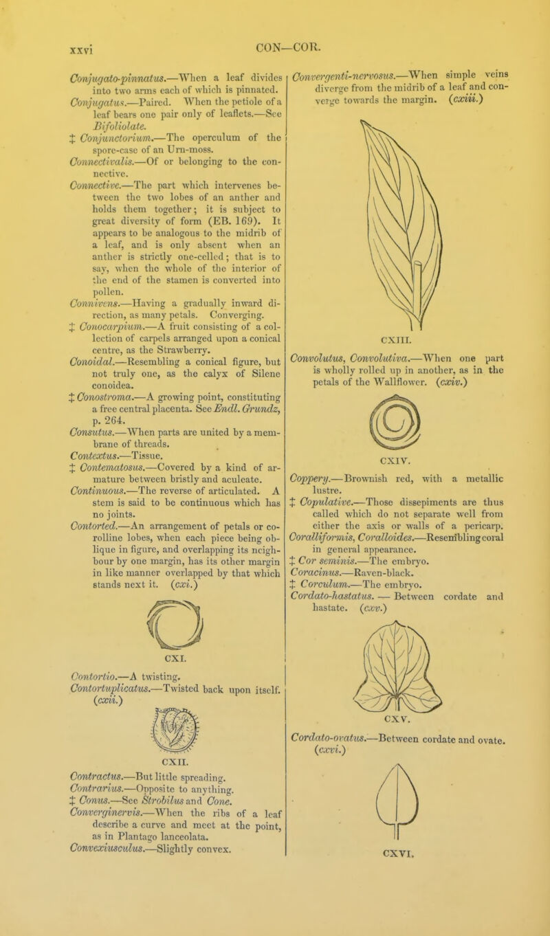 Conjugato-pinnatus.—Wlicn a leaf divides into two amis each of which is pinnated. Conjufjatm.—Paired. When the petiole of a leaf bears one pair only of leaflets.—See Bifoliolate. X Conjunctonum.—The operculum of the spore-case of an Urn-moss. Connectivalis.—Of or belonging to the con- nective. Con/nectivc.—The part ■which intervenes be- tween the two lobes of an anther and holds them together; it is subject to great diversity of form (EB. 16.9). It appears to be analogous to tlie midrib of a leaf, and is only absent when an anther is strictly one-celled; that is to say, W'hen the whole of the interior of the end of the stamen is converted into pollen. Connivcns.—Having a gradually inward di- rection, as many petals. Converging. J Conocarpium.—A fruit consisting of a col- lection of caipels arranged upon a conical centre, as the Strawberry. Conoidal.—Resembling a conical figure, but not truly one, as the calyx of Silene conoidea. J Conostroma.—A growing point, constituting a free central placenta. See Endl. GrUTidz, p. 264. Consuti^s.—When parts are united by a mem- brane of threads. Contextus.—Tissue. % Contematosus.—Covered by a kind of ar- mature between bristly and aculeate. Continuous.—The reverse of articulated. A stem is said to be continuous which has no joints. Contorted.—An arrangement of petals or co- roUine lobes, when each piece being ob- lique in figure, and overlapping its neigh- bour by one margin, has its other margin in like manner overlapped by that which stands next it. {cxi.) Convei'genti-nervosus.—When simple veins diverge from the midrib of a leaf and con- verge towards the margin, (cxiii.) CXI. Contortio.—A twisting. Contortuplicatus.—Twisted back upon itself. {cocii.) CXII. Contractus.—But little spreading. Contrarius.—Opposite to anything. X Conus.—See Strobilus a.T]d Cone. Converrjinervis.—When the ribs of a leaf descrihe a curve and meet at the point, as in Plantago lanceolata. Comexiusculus.—Slightly convex. CXIII. Convolutus, Convolutiva.—AVhen one part is wholly rolled up in another, as in the petals of the Wallflower, {cxiv.) CXIV. Coppery.—Browish red, with a metallic lustre. X Copulative.—Those dissepiments are thus called which do not separate well from either the axis or walls of a pericarp. Corallifoi'mis, Coralloides.—Resenihlingcoral in general appearance. X Cor seminis.—The embryo. Coracinus.—Raven-black. X Corculum.—The embryo. Cordato-hastatus. — Between cordate and hastate, (c.tv.) cxv. Cordato-oratus.—Between cordate and ovate. {cxvi.) CXVI.