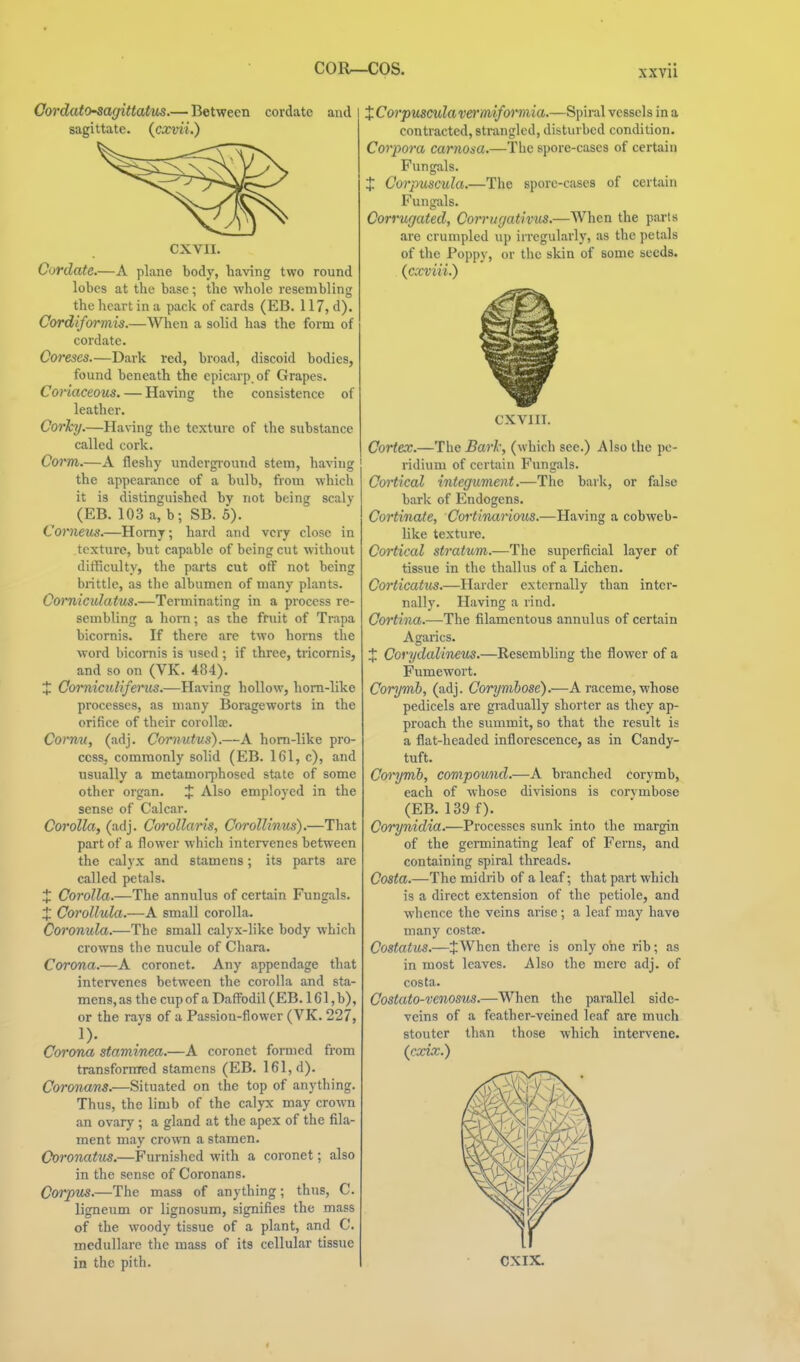 Cordato-^agittaius.— Between cordate and sagittate, (cxvii.) CXVII. Cordate.—A plane body, having two round lobes at the base; the whole resembling the heart in a pack of cards (EB. 117, d). Cordiformis.—When a solid has the form of cordate. Coreses.—Dark red, broad, discoid bodies, found beneath the epicarp.of Grapes. Coriaceous. — Having the consistence of leather. Corky.—Having the texture of the substance called cork. Coim.—A fleshy underground stem, having the appearance of a bulb, from which it is distinguished by not being scaly (EB. 103 a, b; SB. 5). Comeus.—Homy; hard and very close in texture, but capable of being cut without difficulty, the parts cut off not being brittle, as the albumen of many plants. Comicidatus.—Terminating in a process re- sembling a horn; as the fruit of Trapa bicornis. If there are two horns the word bicornis is used ; if three, tricornis, and so on (VK. 484). X Comiculifents.—Having hollow, horn-like processes, as many Borageworts in the orifice of their corolla;. Cornu, (adj. Comiitus).—A horn-like pro- cess, commonly solid (EB. 161, c), and usually a metamorphosed state of some other organ. % Also employed in the sense of Calcar. Corolla, (adj. Coo'ollaris, Corollinus).—That part of a flower which intervenes between the calyx and stamens; its parts are called petals. J Corolla.—The annulus of certain Fungals. X Corollula.—A small corolla. Coronula.—The smiill calyx-like body which crowns the nucule of Chara. Corona.—A coronet. Any appendage that intervenes between the corolla and sta- mens, as the cup of a Daffodil (EB. 161,b), or the rays of a Passion-flower (VK. 227, Corona staminea.—A coronet formed from transformed stamens (EB. 161, d). Coronam.—Situated on the top of anything. Thus, the limb of the calyx may crown an ovary ; a gland at the apex of the fila- ment may crown a stamen. Coronatus.—Furnished with a coronet; also in the sense of Coronans. Corpus.—The mass of anything; thus, C. ligneum or lignosum, signifies the mass of the woody tissue of a plant, and C. medullare the mass of its cellular tissue in the pith. XCorpusculavermiforniia.—Spiral vessels in a contracted, strangled, disturbed condition. Corpora carnosa.—The spore-cases of certain Fungals. X Corpuscula.—The spore-cases of certain Fungals. Corrugated, Corrugativus.—When the parts are crumpled up irregularly, as the petals of the Poppy, or the skin of some seeds. (cxviii.) CXVIII. Cortex.—The Barl; (which see.) Also the pe- ridium of certain Fungals. Cortical integument.—The bark, or false bark of Endogens. Cortinate, CortinMrimcs.—Having a cobweb- like texture. Cortical stratum.—The superficial layer of tissue in the thallus of a Lichen. Corticatus.—Harder externally than inter- nally. Having a rind. Cortina.—The filamentous annulus of certain Agarics. % Corydalineus.—Resembling the flower of a Fumewort. Corymb, (adj. Corymbose').—A raceme, whose pedicels are gradually shorter as they ap- proach the summit, so that the result is a flat-headed inflorescence, as in Candy- tuft. Coo'ymb, compound.—A branche<l corymb, each of whose divisions is corymbose (EB. 139 f). Corynidia.—Processes sunk into the margin of the germinating leaf of Ferns, and containing spiral threads. Costa.—The midrib of a leaf; that part which is a direct extension of the petiole, and whence the veins arise ; a leaf may have many costac. Costatus.—JWhen there is only one rib; as in most leaves. Also the mere adj. of costa. Costato-venosus.—When the parallel side- veins of a feather-veined leaf are much stouter than those which inters'ene. (cxix.) CXIX.