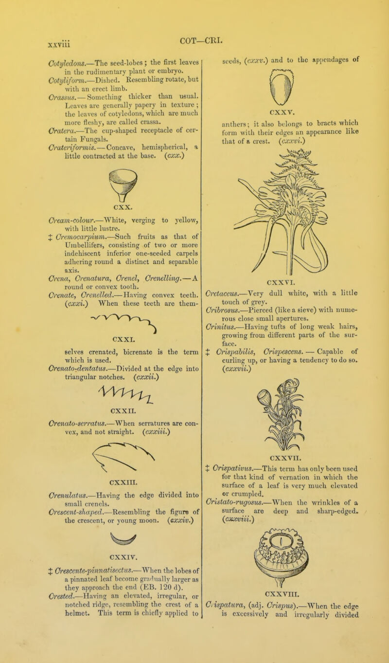 COT—CRI. Cotyledons.—The seed-lobes; the first leaves in the rudimentary plant or embryo. Cotyliform.—Dislied. Resembling rotate, but with an erect limb. Crassus.— Something thiclcer than visual. Leaves are gencnilly papery in texture ; the loaves of cotyledons, which are much more fleshy, are called crassa. Orata-a.—The cup-shaped receptacle of cer- tain Fungals. Cratenformis. — Concave, hemispherical, a little contracted at the base, (cxx.) CXX. O)'eam-colour.—White, verging to yellow, with little lustre. J Cremocarpiuni.—Such fi-uits as that of Umbellifers, consisting of two or more indehiscent inferior one-seeded carpels adhering round a distinct and separable axis. Crcna, Crenatura, Orenel, Crenelling.—A round or convex tooth. Cmiate, Crenelled.— Having convex teeth. (cxxi.) When these teeth are them- CXXI. selves crenated, bicrenate is the term which is used. Crenato-dentatm.—Divided at the edge into triangular notches, (cxxii.) CXXII. Crenato-sermtus.—When serratures are con- vex, and not straight, (cxociii.) CXXIII. Cremulatus.—Having the edge divided into small crenels. Crescent-shaped.—Resembling the figure of the crescent, or young moon, (exxiv.) CXXIV. X d'cscente^innatisectus.—When the lobes of a pinnated leaf become grafinally larger as they approach the end (EB. 120 d). Ct'ested.—Having an elevated, irregular, or notched ridge, resembling the crest of a helmet. This term is chiefly applied to seeds, (cxxv.) and to the appendages of cxxv. anthers; it also belongs to bracts which form with their edges an appearance like tliat of a crest, (cxxvi.) CXXVI. Cretaceus.—Very dull white, with a little touch of grey. Cnbrosus.—Pierced (like a sieve) with nume- rous close small apertures. Crinitus.—Having tufts of long weak hairs, growing from different parts of the sur- face. J Crispahilis, Crispiescens. — Capable of curling up, or having a tendency to do so. {cxomi.) CXXVII. X Crispativus.—This tei-m has only been used for that kind of vernation in which the surface of a leaf is very much elevated or crumpled. Cristato-rugosus.—When the wrinkles of a surface are deep and sharp-edged. {cotxviii.') CXXVIII. Ciispatura, (adj. Crispus).—When the edge is excessively and irregularly divided