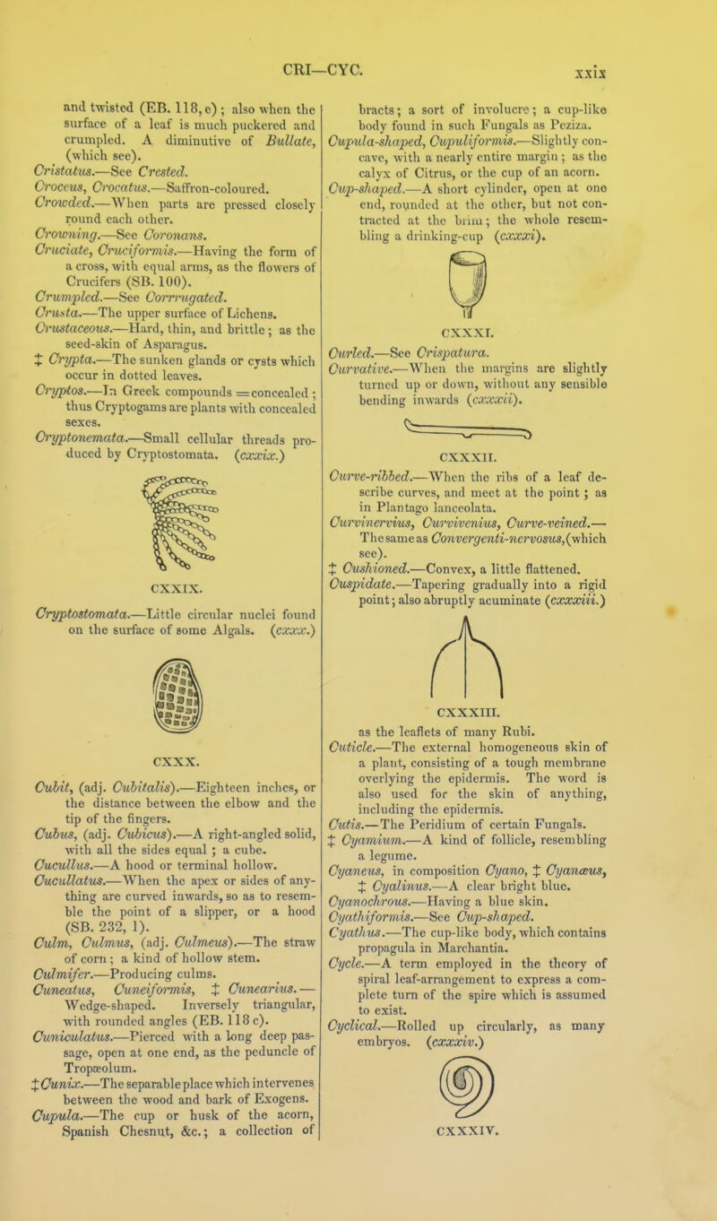 CRI—CYC. and twisted (EB. 118,e) ; also when the surface of a leaf is much puckered and crumpled. A diminutive of BuUate, (which see). Cristatm.—See Crested. Croceus, Crocatus.—Saffron-coloured. Crowded.—When parts are pressed closely round each other. Crowning.—See Coronans. Cruciate, Crucifoi-mis.—Having the form of across, with equal arms, as the flowers of Crucifers (SB. 100). Crumpled.—See Com-itgated. Crusta.—The upper surface of Lichens. Ci-ustaceous.—Hard, thin, and brittle; as the seed-skin of Asparagus. X Crypta.—The sunken glands or cysts which occur in dotted leaves. Cryptos.—In Greek compounds = concealed; thus Cryptogams are plants with concealed sexes. Cryptonemata.—Small cellular threads pro- duced by Cryptostomata, (cxxix.) CXXIX. Cryptostomata.—Little circular nuclei found on the surface of some Algals. (^cxxx.) cxxx. Cubit, (adj. Cuhitalis).—Eighteen inches, or the distance between the elbow and the tip of the fingers. Cuius, (adj. Cvhicus).—A right-angled solid, with all the sides equal ; a cube. Cucullus.—A hood or terminal hollow. Cucidlatus.—When the apex or sides of any- thing are curved inwards, so as to resem- ble the point of a slipper, or a hood (SB. 232, 1). Culm, Culmus, (adj. Culmeus).—The straw of corn ; a kind of hollow stem. Culmifer.—Producing culms. Cuneatus, Cuneifo^mis, t Cunearius.— Wedge-shaped. Inversely triangular, with rounded angles (EB. 118 c). Cunimlatus.—Pierced with a long deep pas- sage, open at one end, as the peduncle of Tropseolum. ;lCunix.—The separable place which intervenes between the wood and bark of Exogens. Cupula.—The cup or husk of the acorn, Spanish Chesnut, &c.; a collection of bracts; a sort of involucre; a cup-like body found in such Fungals as Peziza. Cupmla-shaped, CitpuUfoi'mis.—Slightly con- cave, with a nearly entire margin ; as tlie calyx of Citrus, or the cup of an acorn. Cup-shaped.—A short cylinder, open at one end, rounded at the other, but not con- tracted at the bniu; the whole resem- bling a drinking-cup (cxxxi). CXXXI. Curled.—See Crispatura. Curvative.—When tlie margins are slightly turned up or down, without any sensible bending inwards (cxxxii). CXXXII. Curve-rihied.—When the ribs of a leaf de- scribe curves, and meet at the point; as in Plantago lanceolata. Curvinervvus, Curvivenius, Curve-veined.— Thesameas Convergenti-nervosus,{vih\c\\. see). X Cushioned.—Convex, a little flattened. Cuspidate.—Tapering gradually into a rigid point; also abruptly acuminate (cxxxiii.) CXXXIII. as the leaflets of many Rubi. Cuticle.—The external homogeneous skin of a plant, consisting of a tough membrane overlying the epidermis. The word is also used for the skin of anything, including the epidermis. Cutis.—The Peridium of certain Fungals. + Cyamium.—A kind of follicle, resembling a legume. Cyaneus, in composition Cyano, J CyanoBus^ X Cyalinus.—A clear bright blue. Cyanochrous.—Having a blue skin. Cyathiformis.—See Cup-sh aped. Cyathios.—The cup-like body, which contains propagula in Marchantia. Cycle.—A term employed in the theory of spiral leaf-arrangement to express a com- plete turn of the spire which is assumed to exist. Cyclical.—Rolled up circularly, as many embryos, (cxxxiv.) CXXXIV.