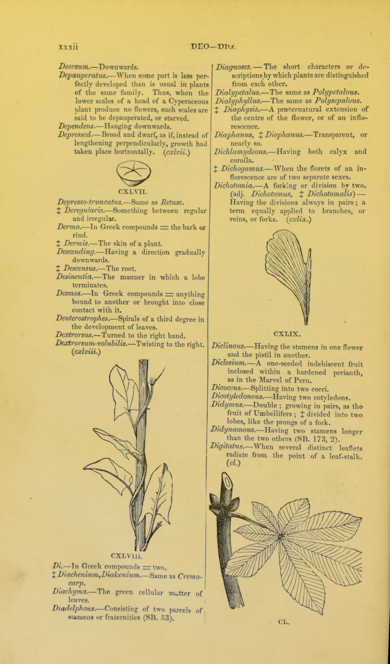 Deorsum.—Downwards. Depauperatus.—When some part is less per- fectly developed than is usual in plants of the same family. Thus, when the lower scales of a head of a Cyperaceous ulant produce no flowers, such scales are said to be depauperated, or starved. Dcpendeiis.—Hanging downwards. Depressed.—Broad and dwarf, as if, instead of lengthening pei-pcndicularly, growth had taken place horizontally, (cxlvii.) CXLVII. Devresso-truncattis.—Same as Retuse. X .Deregulains.—Something between regular and irregular. Derma.—In Greek compounds = the bark or rind. X Dermis.—The skin of a plant. Descending.—Having a direction gradually downwards. X Descensus.—The root. Desinentia.—The manner in which a lobe terminates. Desmos.—In Greek compounds = anything bound to another or brought into close contact with it. Deuterostrophes.—Spirals of a third degree in the development of leaves. Dextrorsus.—Turned to the right hand. Dextrorsum-volubilis.—Twisting to the right. (cxlviii.) CXLVm. DL—In Greek compounds =: two. X Diaclienium,Diakenium.—Same as Cremo- carp. Dlcu:hyma.—The green cellular matter of leaves. Dtade.lphous.—Consisting of two parcels of stamens or fraternities (SB. .iS). Diagnoses. — The short characters or dc- scriptions by which plants are distinguished from each other. Dialypetalus.—The same as Polypetalous. Dialyphyllivs.—The same as Polysepalous. X Diaphysis.—A praeternalural extension of the centre of the flower, or of an inflo- rescence, Diaphanivs, X Diophanus.—Transparent, or nearly so. Dichlamydeous.—Having both calyx and corolla. X Dichogamus.—When the florets of an in- florescence are of two separate sexes. Dichotomia.—A forking or division by two. (adj. Dichotomus, X Dichotomalis) — Having the divisions always in pairs; a term equally applied to branches, or veins, or forks, (cxlix.) CXLIX. Diclinous.—Having the stamens in one flower and the pistil in another. Diclesium.—A one-seeded indehiscent fruit inclosed within a hardened perianth, as in the Marvel of Peru. Dicocmis.—Splitting into two cocci. Dicotyledonous.—Having two cotyledons. Didymiis.—Double ; growing in pairs, as the fruit of Umbellifers ; X divided into two lobes, like the prongs of a fork. Didynamous.—Having two stamens longer than the two others (SB. 173, 2). Digitatns.—When several distinct leaflets radiate from the point of a leaf-stalk. {cl.)