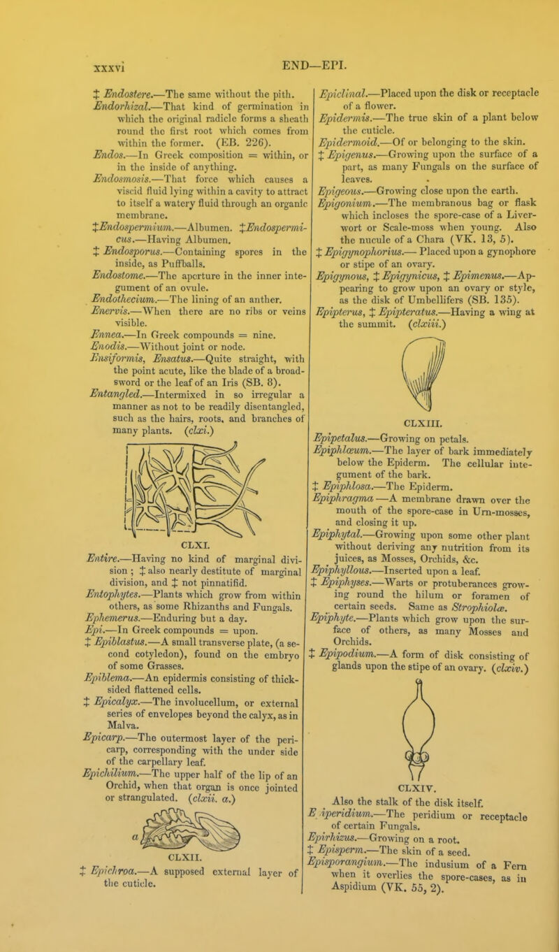 xxxvl END—EPI. J Endostere.—The same without the pith. Endorhizal.—That kind of germination in which the original radicle forms a sheath round the first root which comes from within the former. (KB. 226). Endos.—In Greek composition = within, or in the inside of anything. Endosmosis.—That force which causes viscid fluid lying within a cavity to attract to itself a watery fluid through an organic membrane. XEndospemihmn.—Albumen. XEndospermi ciis.—Having Albumen. J Endosporus.—Containing spores in the inside, as Puffballs. Endostome.—The aperture in the inner inte gument of an ovule. Endotheciwm.—The lining of an anther. Enervis.—When there are no ribs or veins visible. Ennea.—In Greek compounds = nine. Eiiodis.—Without joint or node. JJiisiformis, Ensatus.—Quite straight, with the point acute, like the blade of a broad- sword or the leaf of an Iris (SB. 8). Entangled.—Intermixed in so irregular a manner as not to be readily disentangled, such as the hairs, roots, and branches of many plants, (clxi.) CLXI. Entire.—Having no kind of marginal divi- sion ; X also nearly destitute of marginal division, and J not pinnatifid. Entophytes.—Plants which grow from within others, as some Rhizanths and Fungals. Ephemerus.—Enduring but a day. Epi.—In Greek compounds = upon. X Epiblastus.—A small transverse plate, (a se- cond cotyledon), found on the embrvo of some Grasses. Epihlema.—An epidermis consisting of thick- sided flattened cells. X Epicalyx.—The involucellum, or external series of envelopes beyond the calyx, as in Malva. Epicarp.—The outermost layer of the peri- carp, corresponding with the under side of the carpellary leaf. Epichilivm.—The upper half of the lip of an Orchid, when that organ is once jointed or strangulated, (clxii. a.) EpicUnal.—Placed upon the disk or receptacle of a flower. Epidermis.—The true skin of a plant below the cuticle. Epidermoid.—Of or belonging to the skin. X Epigenus.—Growing upon the surface of a part, as many Fungals on the surface of leaves. Epigeous.—Growing close upon the earth. Epigonium,—The membranous bag or flask which incloses the spore-case of a Liver- wort or Scale-moss when young. Also the nucule of a Chara (VK. 13, 5). X Epigynophorius.— Placed upon a gynophore or stipe of an ovary. Epigynous, X Epigynicus, X Epimenus.—Ap- pearing to grow upon an ovary or style, as the disk of Umbellifers (SB. 135). Epipterus, X Epipteratus.—Having a wing at the summit, (clxiii.) CLXII. Epichroa.—A supposed the cuticle. external laver of CLXIII. Epipetalus.—Growing on petals. Epiphloeum.—The layer of bark immediately below the Epiderm. The cellular inte- gument of the bark. Epiphlosa.—The Epiderm. Epiphragma —A membrane drawn over the mouth of the spore-case in Ura-mosses, and closing it up. Epiphytal.—Growing upon some other plant without deriving any nutrition from its juices, as Mosses, Orchids, &c. Epiphyllous.—Inserted upon a leaf. X Epiphyses.—Warts or protuberances grow- ing round the hilura or foramen of _ certain seeds. Same as Strophiolm. Epiphyte.—Plants which grow upon the sur- face of others, as many Mosses and Orchids. X Epipodium.—A form of disk consisting of glands upon the stipe of an ovary, {clxiv.) CLXIV. Also the stalk of the disk itself. E iperidium.—The peridium or receptacle of certain Fungals. Epirhizus.—Growing on a root. X Ejnsperm.—The skin of a seed. Episporangium.—'The indusium of a Fern when it overlies the spore-cases, as iu Aspidium (VK. 55, 2).