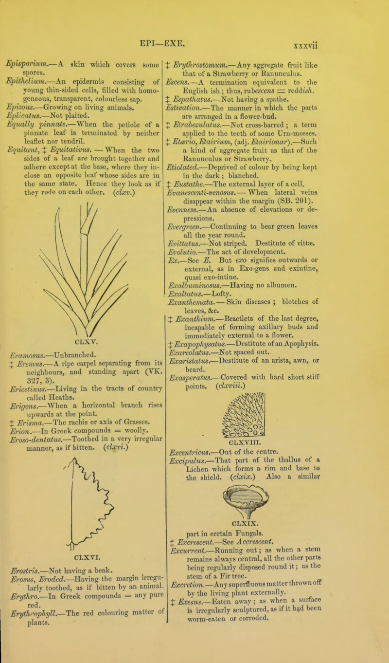 Episporium.—A skin which covers some spores. Epithelium.—An epidermis consisting of young thin-sided cells, filled with homo- geneous, transparent, colourless sap. Epizous.—Growing on living animals. Epllcatus.—Not plaited. Equally pinnate.—When the petiole of a pinnate leaf is terminated by neither leaflet nor tendril. Equitant, X Equitatimis. — When the two sides of a leaf are brought together and adhere except at the base, where they in- close an opposite leaf whose sides are in the same state. Hence ihey look as if they rode on each other, {clxv.) CLXV. Eramosus.—Unbranched. :*; Eremus.—A ripe carpel separating from its neighbours, and standing apart (VK. 327, 3). Ericetinus.—Living in the tracts of country called Heaths. Erigens.—When a horizontal branch rises upwards at the point. X Erisma.—The rachis or axis of Grasses. Erion.—In Greek compounds = woolly. Eroso-dentatus.—Toothed in a very irregular manner, as if bitten, (^clxvi.) X Erythrostomum.—Any aggregate fruit like that of a Strawberry or Ranunculus. Escens.—A termination equivalent to the English isli; thus, rubescejis = reddish. X Espathatus.—Not having a spathe. Estivation.—The manner in which the parts are arranged in a flower-bud. X Etrabeculatus.—Not cross-barred ; a term applied to the teeth of some Urn-mosses. X EtcBrio,Etairium, {ad}. Etairionar).—Such a kind of aggregate fruit as that of the Ranunculus or Strawberry. Etiolated.—Deprived of colour by being kept in the dark ; blanched. X Eustathe.—The external layer of a cell. Evanescenti-venosus. — When lateral veins disappear within the margin (SB. 201). Evenness.—An absence of elevations or de- pressions. Evergreen.—Continuing to bear green leaves all the year round. Evittatus.—'Hot striped. Destitute of vitta. Evolutio.—The act of development. £x.—See E. But exo signifies outwards or external, as in Exo-gens and exiutine, quasi exo-intine. Exalbuminosus.—Having no albumen. Exaltatus,—Lofty. Exanthemata. — Skin diseases ; blotches of leaves, &c. X Exanthium,—Bractlets of the last degree, incapable of forming axillary buds and immediately external to a flower. X Exapophysattis.—Destitute of an Apophysis. Ezareolatus.—Not spaced out. Exaristatus.—Destitute of an arista, awn, or beard. Exasperatus.—Covered with hard short stiff points, (clxviii.) CLXVI. Erostris.—Not having a beak. Erosus, ^rocZed:.—Having the margin irregu- larly toothed, as if bitten by an animal. Erythro.—In Greek compounds = any pure red. Eryth'-ophyll.—Thc red colouring matter of plants. CLXVIII. Excentricus.—Out of the centre. Excijmlus.—That part of the thallus of a Lichen which forms a rim and base to the shield, (clxix.) Also a similar CLXIX. part in certain Fungals. X Excrescent.—See A ccrescent. Excv/rrent.—Running out; as when a stem remains always central, all the other parts being regularly disposed round it; as the stem of a Fir tree. Excretion.—Any superfluous matter thrown off by the living plant externally. X Exesus.—Ea.ten away; as when a surface is irregularly sculptured, as if it hud been worm-eaten or corroded.