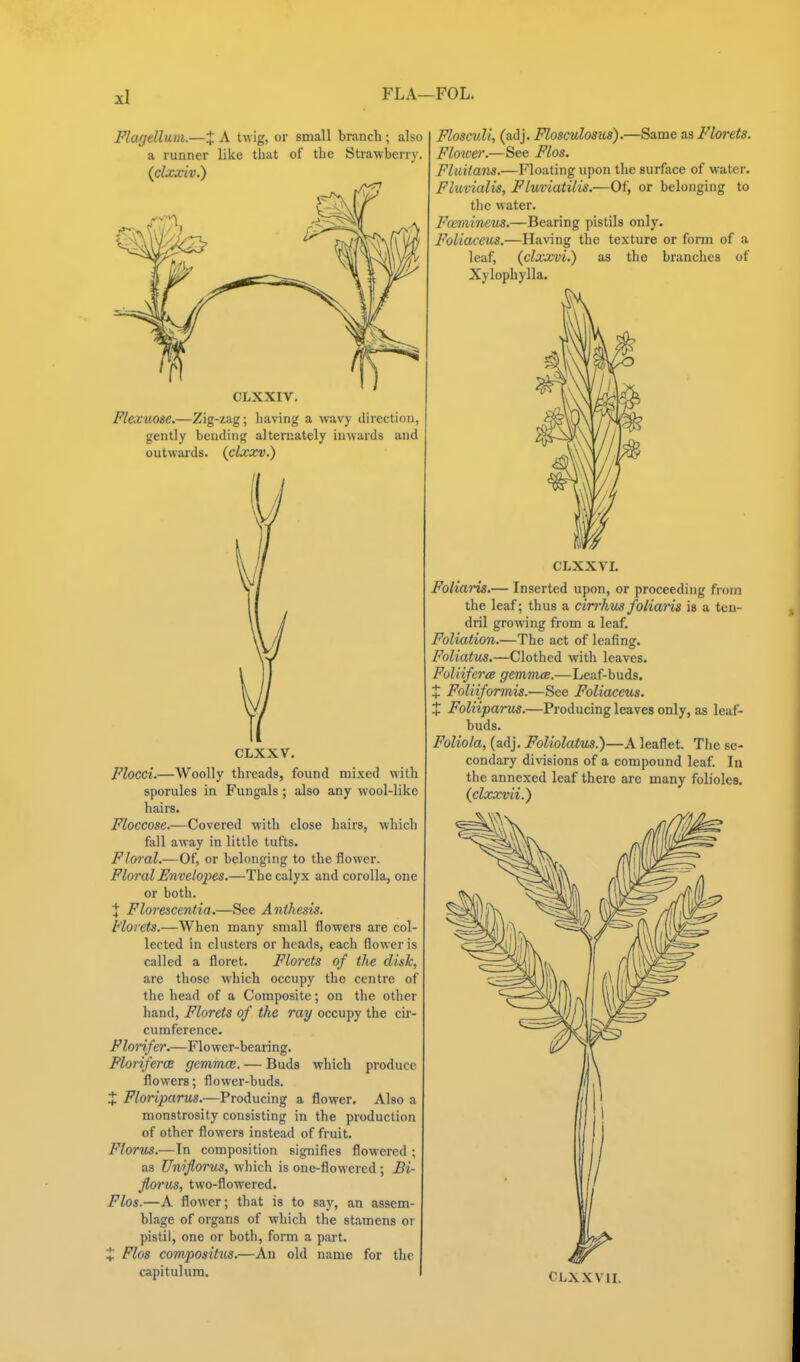 FLA—FOL. Flagellum.—X A twig, or small branch; also a runner like that of the Strawberry. (clxxiv.) CLXXIV. Flexuoae.—Zig-zag; having a wavy direction, gently bending alternately inwards and outwai-ds. {clxocv.) CLXXV. Flocci.—Woolly threads, found mixed with sporules in Fungals; also any wool-like hairs. Floccose.—Covered with close hairs, which fall away in little tufts. Floral.—Of, or belonging to the flower. Floral Envelopes.—The calyx and corolla, one or both. J Florescentia.—See Aiithesis. b'lorets.—When many small flowers are col- lected in clusters or heads, each flower is called a floret. Florets of the disk, are those which occupy the centre of the head of a Composite; on the other hand, Florets of the ray occupy the cir- cumference. Florifer.—Flower-bearing. Ploriferce gcmmce. — Buds which produce flowers; flower-buds. J Floriparus.—Producing a flower. Also a monstrosity consisting in the production of other flowers instead of fruit. Florus.—In composition signifies flowered ; as Uniflorus, which is one-flowcred ; £i- florus, two-flowered. Flos.—A flower; that is to say, an assem- blage of organs of which the stamens or pistil, one or both, form a part. i Flos compositus.—An old name for the capitulum. I Flosculi, (adj. Flosculosus).—Same as Florets. Flower.—See Flos. Fluitans.—Floating upon the surface of water. Fluvialis, Fluviatilis.—Of, or belonging to the water. Fcemineus.—Bearing pistils only. Foliaceus.—Having the texture or form of a leaf, (clxxvi.) as the branches of Xylophylla. CLXXVI. Foliaris.— Inserted upon, or proceeding from the leaf; thus a cin-hm foliaris is a ten- dril growing from a leaf. Foliation.—The act of leafing. Foliatus.—Clothed with leaves. Foliiferce gemrruB.—Leaf-buds. % Foliiformis.—See Foliaceus. X Foliiparus.—Producing leaves only, as leaf- buds. Foliola, (adj. Foliolatm.)—A leaflet. The se- condary divisions of a compound leaf. In the annexed leaf there are many folioles. (clxxvii.) CLXXVII.