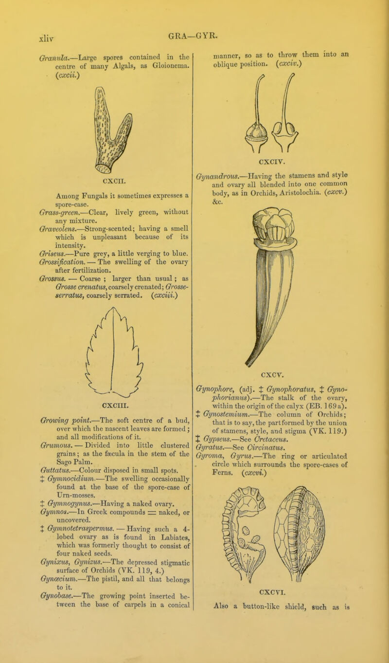 GRA—GYR. Granula.—Large spores contained in the centre of many Algals, as Gloionema. {accii.) CXCII. Among Fungals it sometimes expresses a spore-case. Grass-green.—Clear, lively green, without any mixture. Oraveolens.—Strong-scented; having a smell which is unpleasant because of its intensity. Griseus.—Pure grey, a little verging to blue. Orossification. — The swelling of the ovary after fertilization. Orossus. — Coarse ; larger than usual; as Orosse crenatus, coarsely crenated; Grosse- serratus, coarsely serrated, (cxciii.) CXCIII. Growing point.—The soft centre of a bud, over which the nascent leaves are formed; and all modifications of it. Grumom. — Divided into little clustered grains; as the faecula in the stem of the Sago Palm. Guttatus.—Colour disposed in small spots. X Gymnocidium.—The swelling occasionally found at the base of the spore-case of Um-mosses. X Gymnogynus.—Having a naked ovary. Gymnos.—In Greek compounds =. naked, or uncovered. X Gymnotetraspeiifnus. — Having such a 4- lobed ovary as is found in Labiates, which was formerly thought to consist of four naked seeds. Gynixus, Gynizus.—The depressed stigmatic surface of Orchids (VK. 119, 4.) Gyncecium.—The pistil, and all that belongs to it. Gynobase.—The growing point inserted be- tween the base of carpels in a conical nianner, so as to throw them into an oblique position, [cxciv.) CXCIV. Gynandrous.—Having the stamens and style and ovary all blended into one common body, as in Orchids, Aristolocliia. {cxcv.) &c. CXCV. Gynophore, (adj. X Gynophoratus, X Gyno- phorianus).—The stalk of the ovaiy, within the origin of the calyx (EB. 169 a). X Gynostemium.—The column of Orchids; that is to say, the part formed by the union of stamens, style, and stigma (VK. 119.) J Gypseus.—See Cretaceus. Gyratus.—See Circinatus. Gyroma, Gyrus.—The ring or articulated circle which surrounds the spore-cases of Ferns, {cxcvi.) CXCVI. Also a button-like shield, such as is