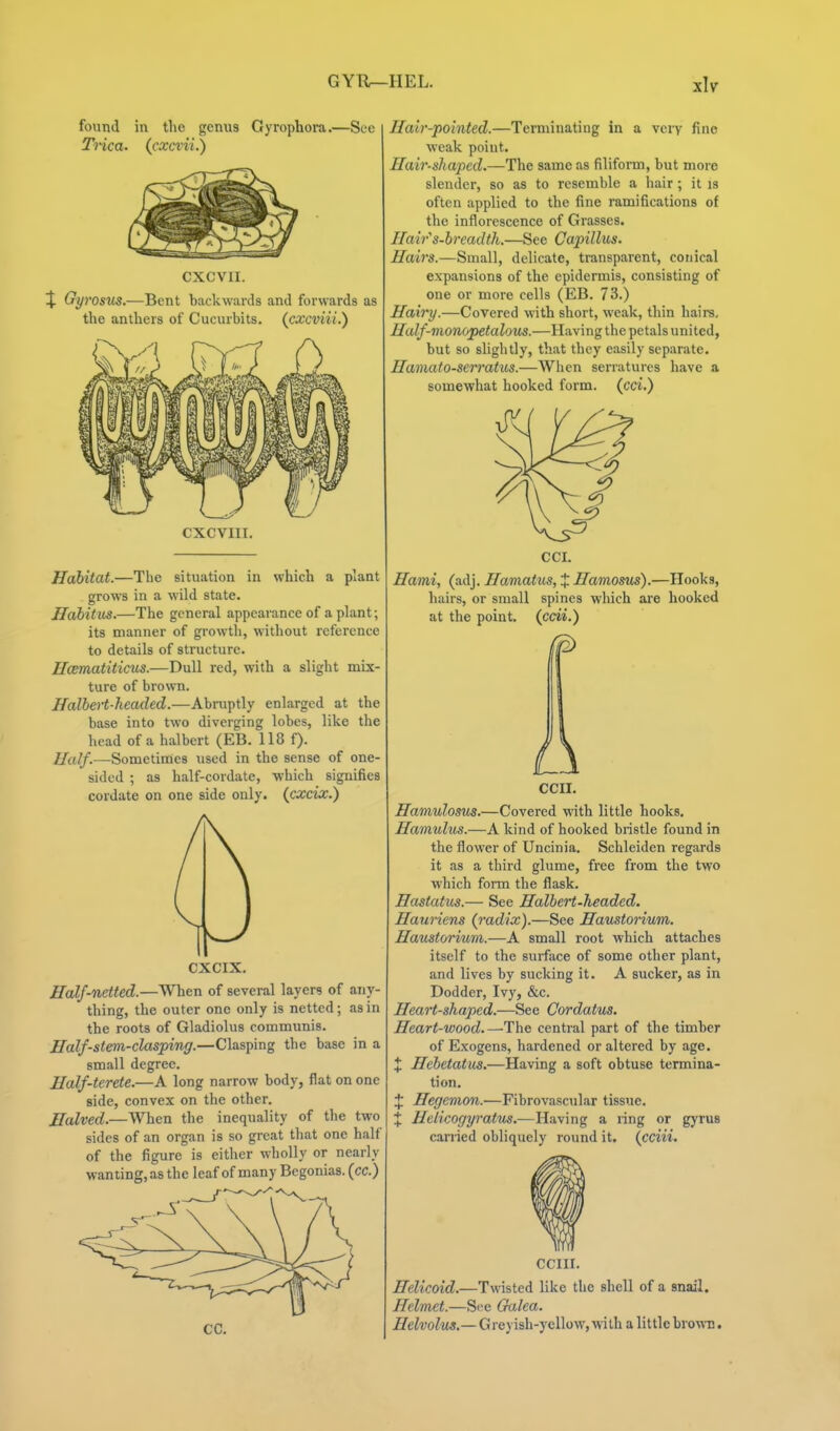 found in the genus Gyrophora.—See Trica. {cxcvii.) CXCVII. X Gyrosus.—Bent backwards and forwards as the anthers of Cucurbits, {cxcviii.) CXCVIII. Habitat.—The situation in which a plant grows in a wild state. Habitus.—The general appearance of a plant; its manner of growth, without reference to details of structure. Hcematiticus.—Dull red, with a slight mix- ture of brown. HalhcH-headed.—Abruptly enlarged at the base into two diverging lobes, like the head of a halbert (EB. 118 f). llalf.—Sometimes used in the sense of one- sided ; as half-cordate, which signifies cordate on one side only, {cxcix.) CXCIX. Half-netted.—When of several layers of any- thing, the outer one only is netted; as in the roots of Gladiolus communis. Half-stem-clasping.—Clasping the base in a small degree. Half-terete.—A long narrow body, flat on one side, convex on the other. Halved.—When the inequality of the two sides of an organ is so great that one half of the figure is either wholly or nearly wanting, as the leaf of many Begonias, (cc.) Hair-pointed.—Terminating in a very fine weak point. Hair-shaped.—The same as filiform, but more slender, so as to resemble a hair ; it is often applied to the fine ramifications of the inflorescence of Grasses. Hair's-breadth.—See Capillus. Hairs.—Small, delicate, transparent, conical expansions of the epidermis, consisting of one or more cells (EB. 73.) Hairy.—Covered with short, weak, thin hairs, Half-monopetalous.—Having the petals united, but so slightly, that they easily separate. Hamato-serratus.—When serratures have a somewhat hooked form, (cci.) CCI. Hami, (adj. Hamatus, X Hamosus).—Hooks, hairs, or small spines which ai'C hooked at the point, (cdi.) ecu. Hamulosxis.—Covered with little hooks. Hamulus.—A kind of hooked bristle found in the flower of Uncinia. Schleiden regards it as a third glume, free from the two which form the flask. Hastatus.— See Halbert-headed. Hawiens (radix).—See Haustorium. Haustorium.—A small root which attaches itself to the surface of some other plant, and lives by sucking it. A sucker, as in Dodder, Ivy, &c. Heart-shaped.—See Cordatus. Heart-wood.—-The central part of the timber of Exogens, hardened or altered by age. X Hebetatus.—Having a soft obtuse termina- tion. J Hegenion.—Fibrovascular tissue. J Helicogyratu^.—Having a ring or gyrus carried obliquely round it. (cciii. CCIII. Helicoid.—Twisted like the shell of a snail. Helmet.—See Galea. Helvolus.— G reyish-yellow, with a little brown.