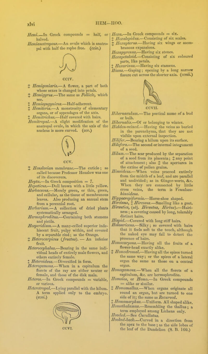 HEM—IIOO. Hemi. In Greek compounds = half, or halved. Hemianatropous.—An ovule which is anatro- pal with half the raphe free, (ccw.) CCIV. X Hemigoniaris.—A flower, a part of both whose sexes is changed into petals. X Hemigyrus.—The same as Follicle, which see. X nemisyngynicus.—Half-adherent. X Uemitcria.—A monstrosity of elementary organs, or of appendages of the axis. X Hemitrichus.—Half covered witli hairs. Hemitropal.—A sliglit modification of the anatropal ovule, in which the axis of the nucleus is more curved, (cct.) ccv. X Henslovian membrane.—The cuticle ; so called because Professor Henslow was one of its discoverers. Hepta.—In Greek composition = 7. Hexmticm.—Dull brown with a little yellow. Herhojceous.—Merely greeu, or thin, green, and cellular, as the tissue of membranous leaves. Also producing an annual stem from a perennial root. Herbarium.—A collection of dried plants systematically arranged. Hei'maphroditus.—Containing both stamens and ])istils. Hespendium.—A many-celled superior inde- hiscent fruit, pulpy within, and covered by a separable rind; as the Orange. X Heterocarpicus (Jmctus). — An inferior fruit. Heteroceplialus.—Bearing in the same indi- vidual heads of entirely male flowers, and others entirely female. + Heteroideus.—Diversified in form. Htterogamous.—When in a capitulum the florets of the ray are either neuter or female, and those of the disk male. Heteros.—In Greek compounds = variable, or various. Ilcterotropal.—Lying parallel with the hilum. A term applied only to the embryo. {ccvi.) CCVI. Uexa.—In Greek compounds = six. X Ilcxalepidm.—Consisting of six scales. X Ilcvapieriis.—Having six wings or mem- branous expansions. Hexapyrenus.—Having six stones. Hexapetaloid.—Consisting of six coloured parts, like petals. X Hexarinus.—Having six stamens. Hians.—Gaping; opening by a long narrow fissure cut across the shorter axis, (ccvii.) CCVII. Hibemaculmi.—The poetical name of a bud or bulb. Jliiertialis.—Of or belonging to winter. lliddcn^veined.—Having the veins so buried in the parenchyma, that they are not visible upon external inspection. Hiliftr.—Bearing a hilum upon its surface. Hilofera.—The second or internal integument of a seed. Hilum.—Tlie scar produced by the separation of a seed from its placenta; J any point of attachment; also X the apertures in the cxtine of pollen grains. Hinoideus.—When veins ])rocccd entirely from the midrib of a leaf, and are pai-allcl and undivided; as in Ginger-worts, &c. When they are connected by little cross veins, the term is Venuloso- hinoideus. Hippocrepiformis.—Horse-shoe shaped. Hircinus, X Hircosus.—Smelling like a goat. Hirsuties, (adj. Hirsutus, Hirtus).—Hairi- ness ; a covering caused by long, tolerably distinct hairs. Hispid.—Covered with long stiff hairs. Holosenceus.—Silky ; so covered with hairs that it feels soft to the touch, although the naked eye may fail to detect the presence of hairs. Homocarpous.—Having all the fruits of a flower-head exactly alike. X Homodromal.—Having all the spires turned the same way; or the spires of a lateral organ the same as those on a central organ. Homogamous.—When all tlie florets of a capitulum, &c. are hermaphrodite. Homoios, or Homo.—In Greek compounds = alike or siniihar. X Homomallus.—When organs originate all round an organ, but are turned to one side of it; the same as Recurved. X Homomorplius.—Uniform. All shaped alike. Homothalamus.—Resembling the thallus; a term employed among Lichens only. Hooded,—See Cucullatus. Hoohcd-back—Curved in a direction from the apex to the base ; as the side lobes of the leaf of the Dandelion (S. B. 160.)