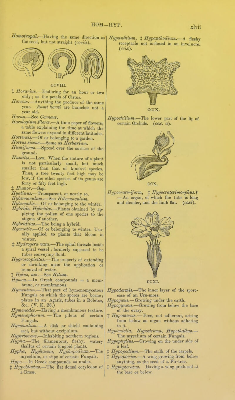 HOM—IIYP. Ifomotropal—U^iving the same direction as the seed, but not straight (ccviii). ccvni. t Ilorarius.—Enduring for an hour or two only; as the petals of Cistus. Momus.—Anything the produce of the same year. Rami hmmi are branches not a year old. Homy.—See Comeus. HorologiumFlorce.—A time-paper of flowers; a table explaining the time at which the same flowers expand in difi'erent latitudes. Hortensis.—Of or belonging to a garden. Hortus siccus.—Same as Eerbaritun. Hmnifusus.—Spread over the surface of the ground. Humilis.—Low. When the stature of a plant is not particularly small, but much smaller than that of kindred species. Thus, a tree twenty feet high may be low, if the other species of its genus are forty or fifty feet high. Z Humor.—Sap. Hyalinus.—Transparent, or nearly so. Hybemaculum.—See Hihernaculum. Hyhemalis.—Of or belonging to the winter. Hybrids, Hybridce.—Plants obtained by ap- plying the pollen of one species to the stigma of another. Hybriditas.—The being a hybrid. Hyemalis.—Of or belonging to winter. Usu- ally applied to plants that bloom in winter. :J: Hydrogera vasa.—The spiral threads inside a spiral vessel; formerly supposed to be tubes conveying fluid. Hygroscopicitas.—The property of extending or shrinking upon the application or removal of water. X Hylus, um.—See Hilum. Hymen.—In Greek compounds == a mem- brane, or membranous. Hymenium,.—That part of hymenomycetous Fungals on which the spores are borne; plates in an Agaric, tubes in a Boletus, &c. (V. K. 26.) Hymenodes.—Having a membranous texture. Hymenophorum. — The pileus of certain Fungals. Hymenidicm.—A disk or shield containing asci, but without excipulum. Hypcrboreus.—Inhabiting northern regions. Hypha.—The filamentous, fleshy, watery thallus of certain fungoid plants. Hypha, Hyphasma, Hyphopodlum.—The mj'celium, or stipe of certain Fungals. Hypo.—In Greek compounds = under. \ Hypoblastus.—The flat dorsal cotyledon of a Grass. HypaiitMum, + Hypanthodium.—A fleshy receptacle not inclosed in an involucre. (ccix). CCIX. Hypochilitm.—The lower part of the lip of certain Orchids, (ccx. a). CCX. Hypocrateriform, J Hypocraterimorplius.f —An organ, of which the tube is long and slender, and the limb flat. (ccod). CCXI. Hypodermis.—The inner liiyer of the spore- case of au Um-moss. Hypogceus.—Growing under the earth. Hypogynous.—Growing from below the base of the ovaiy. X Hypom^ims. — Free, not adherent, arising from below an organ without adhering to it. Hypomiclia, Hypostroma, HypoiJiallus.— The mycelium of certain Fungals. Hypophyllus.—Growing on the under side of a leaf. X Hypopodium.—The stalk of the carpels. + Hypopteries.—A wing growing from below anything, as the seed of a Fir-tree. X Hypopteratus. Having a wing produced at the base or below.