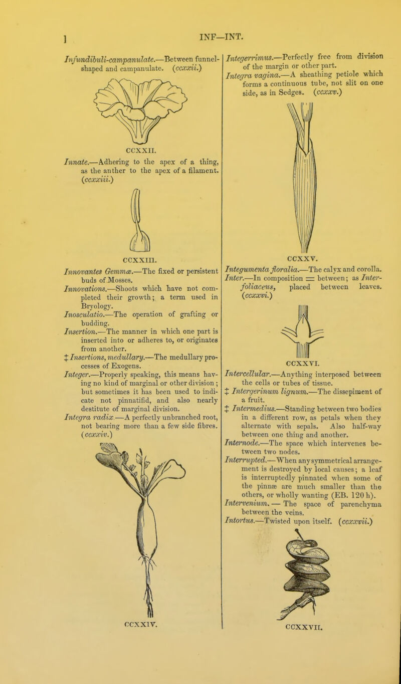 Jnfv/ndibuli-campanulate.—Between funnel- shaped and cainpanulate. (ccxxii.) CCXXII. Innate.—Adhering to the apex of a thing, as the anther to the apex of a filament. {ccxxiii.) CCXXIIl. Innovantes OemmcB.—The fixed or persistent buds of Mosses, Innovations.—Shoots which have not com- pleted their growth; a term used in Bryology. Inosculatio.—The operation of grafting or budding. Insertion.—The manner in which one part is inserted into or adheres to, or originates from another. J Insert ions, medullary.—The medullary pro- cesses of Exogens. Integer.—Properly speaking, this means hav- ing no kind of marginal or other division ; but sometimes it has been used to indi- cate not pinnatifid, and also nearly destitute of marginal division. Integra radix —A perfectly unbranched root, not bearing more than a few side fibres. {ccxxiv.) CCXXIV. Integerrimtis.—Tevfccily free from division of the margin or other part. Integra vagina.—A sheathing petiole which forms a continuous tube, not slit on one side, as in Sedges, (ccxxv.) ccxxv. Integumenta floralia.—The calyx and corolla. Inter.—In composition = between; aa Inter- foliaceus, placed between leaves. {ccxxvi.) CCXXVI. Intercellular.—Anything intei-posed between the cells or tubes of tissue. X Intenjerinum lignum.—The dissepiment of a fruit. X Intermedins.—Standing between two bodies in a different row, as petals when they alternate with sepals. Also half-way between one thing and another. Intemode.—The space which intervenes be- tween two nodes. Interrupted.—When any symmetrical arrange- ment is destroyed by local causes; a leaf is interruptedly pinnated when some of the pinnsB are much smaller than the others, or wholly wanting (EB. 120 h). Interveniwm. — The space of parenchyma between the veins. Intortus.—Twisted upon itself. {^ccxxviL')