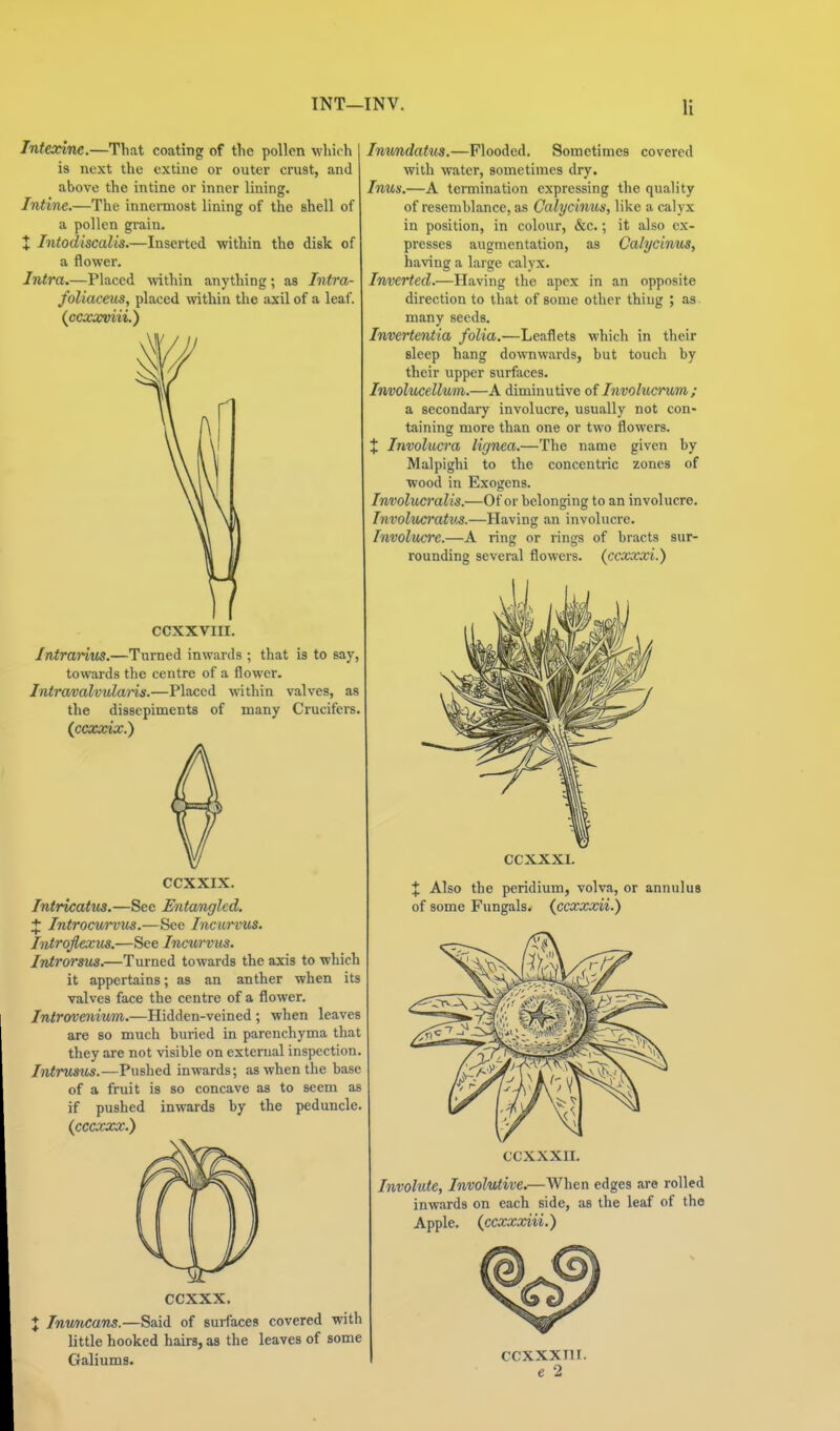 Inteidne.—That coating of the pollen which is next the extino or outer crust, and above the inline or inner lining. Inline.—The innermost lining of the shell of a pollen grain. X Intodiscalis.—Inserted within the disk of a flowei. Intra.—Placed within anything; as Intra- foliaceus, placed within the axil of a leaf. {ccxxviii.) CCXXVIII. Intrarius.—Turned inwards ; that is to say, towards the centre of a flower. Intravalvularis.—Placed within valves, as the dissepiments of many Crucifers. (ccxxix.) CCXXIX. Intricattis.—See Entangled. + Introcurvus.—See Incurvus. Intrqflexus.—See Incurvus. Introrsm.—Turned towards the axis to which it appertains; as an anther when its valves face the centre of a flower. Iniroveniwin.—Hidden-veined ; when leaves are so much buried in parenchyma that they are not visible on external inspection. Intrusus.—Pushed inwards; as when the base of a fruit is so concave as to seem as if pushed inwards by the peduncle. (cccxxa;.) ccxxx. * Inmicans.—Said of surfaces covered with little hooked hairs, as the leaves of some Galiums. Immdatm.—Flooded. Sometimes covered with water, sometimes dry. Inus.—A termination expressing the quality of resemblance, as Calycinus, like a calyx in position, in colour, &c.; it also ex- presses augmentation, as Calycinus, having a large calyx. Inverted.—Having the apex in an opposite direction to that of some other thing ; as. many seeds. Invertentia folia.—Leaflets which in their sleep hang downwards, but touch by their upper surfaces. Involucellum.—A diminutive of Involucrum; a secondary involucre, usually not con- taining more than one or two flowers. X Involucra lignea.—The name given by Malpighi to the concentric zones of wood in Exogens. Involucralis.—Of or belonging to an involucre. Involwratus.—Having an involucre. Involucre.—A ring or rings of bracts sur- rounding several flowers, (ccxxxi.) CCXXXI. X Also the peridium, volva, or annulus of some Fungals. {ccxxoni.) CCXXXII. Involute, Involutive.—When edges are rolled inwards on each side, as the leaf of the Apple, (ccxxxiii.) ccxxxni. e 2