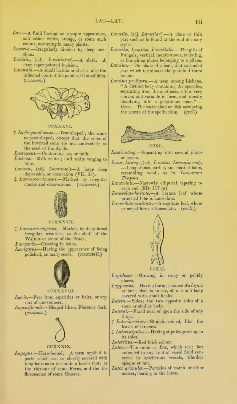 LAC—LAT. Lac.—A fluid having an opaque appearance, and either white, orange, or some such colour, occurring in many plants. Lacerus.—Irregularly divided by deep inci- sions. Ladnia, (adj. Laciniatus).—A slash. A deep taper-pointed incision. Lacinula.—A small lacinia or slash ; also the inflected point of the petals of Umbelhfers. (ccxxxvi.) CCXXXVI. Z Lachrymceformis.—Tear-shaped ; the same as pear-shaped, except that the sides of the inverted cone are not contracted ; as the seed of the Apple. Lactescens.—Containing lac, or milk. Lacteus.—Milk-white ; dull white verging to blue. Lacuna, (adj. Lacunose.)—A large deep depression or excavation (VK. 33). X Lacuuoso-rimosus.—Marked by irregular cracks and excavations, (ccxxocvii,') CCXXXVII. X Lacunoso-rugoms.—Marked by deep broad irregular -wrinkles, as the shell of the Walnut or stone of the Peach. Lacustris.—Growing in lakes. LcBvigatus.—Having the appearance of being polished, as many seeds, (ccxxxviii.) CCXXXVIII. LtBvis.—Free from a-sperities or hairs, or any sort of uncvenness. Lageniformis.—Shaped like a Florence flask. (ccaxcxix.) CCXXXIX. Lagopus.—Hare-footed. A term applied to parts which are so closely covered with long hairs as to resemble a hare's foot; as the rhizome of some Ferns, and the in- florescence of some Grasses. Lamella, (adj. Laviellar).—A plate or thin part such as is found at the end of many styles. Lamellce, LamincB, Lamellulce.—The gills of Fungals; vertical, membranous, radiating, or branching plates belonging to a pileus. Lamina.—The blade of a leaf; that expanded part which terminates the petiole if there he one. Lamina proligera.—A term among Lichens.  A distinct body containing the sporules, separating from the apothecia, often very convex and variable in form, and mostly dissolving into a gelatinous mass. — Orev, The waxy plate or disk occupying the centre of the apothecium. (ccxl.) CCXL. Laminating.—Separating into several plates or layers. Lana, Lanugo, (adj. Lanatus, Lanughiosus). —Long, dense, curled, and matted hairs, resembling wool; as in Verhascum Tliapsus. Lanceolate.—Narrowly elliptical, tapering to each end (EB. 117 m). Lanceolate-hastate.—A hastate leaf whose principal lobe is lanceolate. Lanceolate-sagittate.—A sagittate leaf, whose principal fonn is lanceolate, (ccxli.) pebbly CCXLI. Lapidosus.—Growing in stony or places. Lappaceus.—Having the appearance of a lappa or bur; that is to say, of a round body covered with small hooks. Latera.—Sides; the two opposite sides of a stem or similar body. Lateral.—Fixed near or upon the side of any thing. X Laterinervins.—Straight-veined, like the leaves of Grasses. X Lateristipulv^.—Having stipules growing on its sides. Lateritius.—Red brick colour. Latex.—The same as Lac, which sec; hut extended to any kind of viscid fluid con- veyed in laticiferous vessels, whether opaque or not. Ixttex granules.—Particles of starch or other matter, floating in the latex.