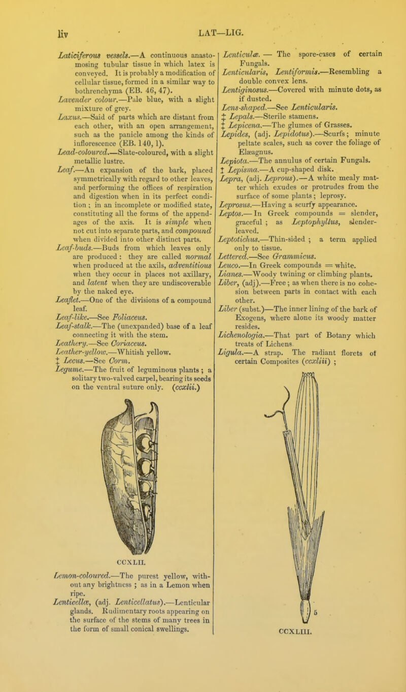 Hv LAT—LIG. Laticiferous vessels.—A continuous anasto- mosing tubular tissue in which latex is conveyed. It is probably a modification of cellular tissue, formed in a similar way to bothrenchyma (EB. 46, 47). Lavender colour.—Pale blue, with a slight mixture of grey. Laxm.—Said of parts which are distant from each other, with an open an-angcment, such as the panicle among the kinds of inflorescence (EB. 140,1). Lead-coloured.—Slate-coloured, with a slight metallic lustre. Leaf.—An expansion of the bark, placed symmetrically with regard to other leaves, and performing the offices of respiration and digestion when in its perfiJct condi- tion ; in an incomplete or modified state, constituting all the forms of the append- ages of the axis. It is simple when not cut into separate parts, and compound when divided into other distinct parts. Leaf-buds.—Buds from which leaves only are produced : they are called normal when produced at the axils, adventitious when tliey occur in places not axillary, and latent when they are undiscoverable by the naked eye. Leaflet.—One of the divisions of a compound leaf. Leaf-like.—See Foliaceus. Leafstalk.—The (unexpanded) base of a leaf connecting it with the stem. Leathery.—See Coriaceus. Leather-yellow.—Whitish yellow. X Lecm.—See Conn. Legume.—The fruit of leguminous plants ; a solitary two-valved carpel, bearing its seeds on the ventral suture only, {ccxlii.') CCXLII. Lemon-coloured.—The purest yellow, with- out any brightness ; as in a Lemon when ripe. LenticcUce, (adj. Lenticellatus).—Lenticular glands. Rudiincntai'y roots appearing on the surface of the stems of many trees in the form of small conical swellings. Lenticulce. — The spore-cases of certain Fungals. Lenticula/ris, Lentifonnis.—Resembling a double convex lens. Lentiginosus.—Covered with minute dots, as if dusted. Lens-shaped.—See Lenticularis. J Lepals.—Sterile stamens. X Lepicena.—The glumes of Grasses, Lepidcs, (adj. Lepidotus).—Scurfs; minute peltate scales, such as cover the foliage of Elajagnus. Lepiota.—The annulus of certain Fungals. 1 Lepisma.—A cup-shaped disk. Lepra, (adj. Leprous).—A white mealy mat- ter which exudes or protrudes from the surface of some plants; leprosy. Leprosus.—Having a scurfy appearance. Leptos.— In Greek compounds = slender, graceful ; as Leptophyllus, slender- leaved. Leptotichus.—Thin-sided ; a term applied only to tissue. Lettered.—See Grammicus. Lcuco.—In Greek compounds = white. Lianes.—Woody twining or climbing plants. Liber, (adj).—Free; as wlien there is no cohe- sion between parts in contact with each other. Liber (subst.)—The inner lining of the bark of Exogens, where alone its woody matter resides. Lichenologia.—Tliat part of Botany which treats of Lichens. Ligula.—A strap. The radiant florets ot certain Composites (ccxliii) ;