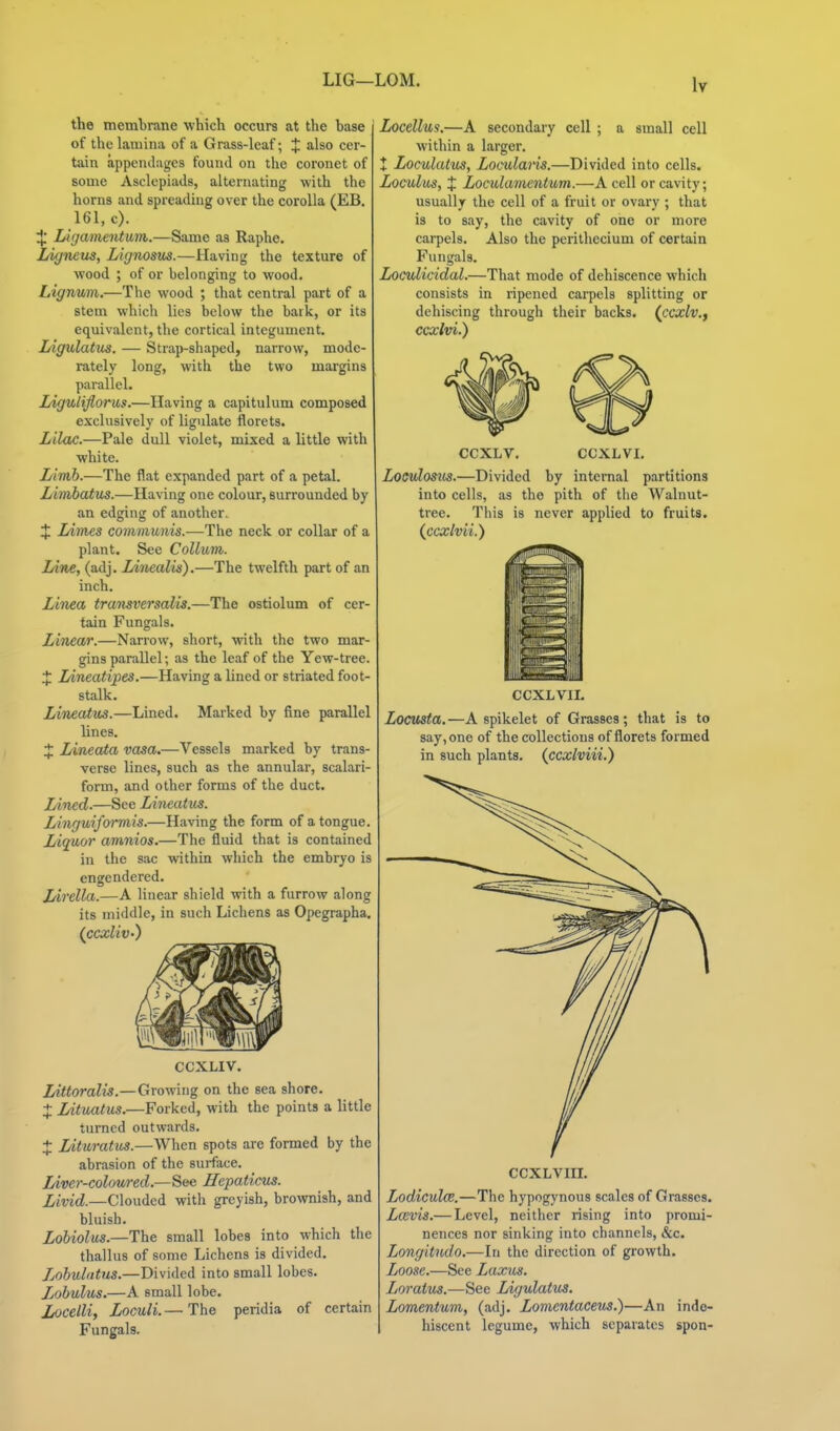 LIG—LOM. the memhrane which occurs at the hase of the lamina of a Grass-leaf; J also cer- tain appendages found on the coronet of some Asclepiads, alternating with the horns and spreading over the corolla (EB. 161, c). :}: Ligamentu7n.—Same as Raphe. Ligneus, Lignosus.—Having the texture of wood ; of or belonging to wood. Lignum.—The wood ; that central part of a stem which lies below the bark, or its equivalent, the cortical integument. I/igulatus. — Strap-shaped, narrow, mode- rately long, with the two margins parallel. Ligulifiorus.—Having a capitulum composed exclusively of ligulate florets. Lilac.—Pale dull violet, mixed a little with white. Limb.—The flat expanded part of a petal. Limbatus.—Having one colour, surrounded by an edging of another. J I/imes coinmunis.—The neck or collar of a plant. See CoUum. Line, (adj. Linealis).—The twelfth part of an inch. Linea transversalis.—The ostiolum of cer- tain Fungals. Linear.—Narrow, short, with the two mar- gins parallel; as the leaf of the Yew-tree. J Lineatipes.—Having a lined or striated foot- stalk. Lineatus.—Lined. Marked by fine parallel lines. X Lineata vasa.—Vessels marked by trans- verse lines, such as the annular, scalari- foi-m, and other forms of the duct. Lined.—See Lineatus. Linguiformis.—Having the form of a tongue. Liguor amnios.—The fluid that is contained in the sac within which the embryo is engendered. Lirella.—A linear shield with a furrow along its middle, in such Lichens as Opegrapha. (ccxliv') CCXLIV. lAttoralis.—Growing on the sea shore. X Lituatus.—Forked, with the points a little turned outwards. + Lituratus.—When spots are formed by the abrasion of the surface. Liver-colfjured.—See Hepaticus. Livid.—Clouded with greyish, brownish, and bluish. Lobiolus.—The small lobes into which the thallus of some Lichens is divided. Lobulatus.—Divided into small lobes. Lobulus.—A small lobe. Locelli, Loculi.— The peridia of certain Fungals. Locellus.—A secondary cell ; a small cell Avithin a larger. t Loculatus, Loculans.—Divided into cells. Loculus, X Loculamcntum.—A cell or cavity; usually the cell of a fruit or ovary ; that is to say, the cavity of one or more carpels. Also the perithecium of certain Fungals. Loculicidal.—That mode of dehiscence which consists in ripened carpels splitting or dehiscing through their backs, (ccxlv.f ccxlvi.) CCXLV. CCXLVI. Loeulostis.—Divided by internal partitions into cells, as the pith of the Walnut- tree. This is never applied to fruits. (^ccxhii.) CCXLVIL ItOCUSta.—A spikelet of Grasses; that is to say, one of the collections of florets formed in such plants, (ccxlviii.) ccxLvin. Lodiculce.—The hypogynous scales of Grasses. Lcevis.— Level, neither rising into promi- nences nor sinking into channels, &c. Longitndo.—In the direction of growth. Loose.—See Laxus. Loratus.—See Ligulatus. Lomentum, (adj. Lomentaceus.)—An inde- hisccnt legume, which separates spon-