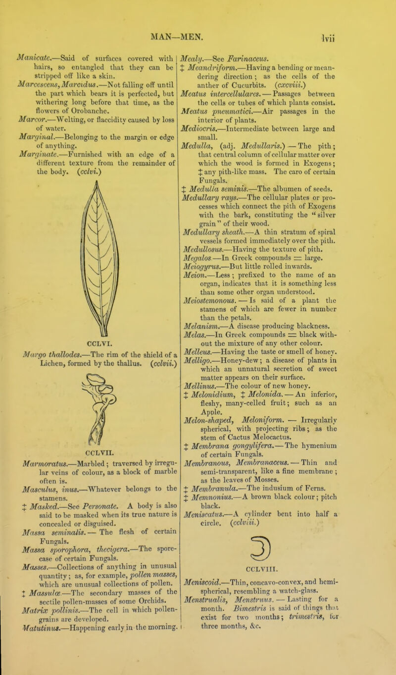 Manicatc.—Said of surf;\cc3 covered with hairs, so entangled that they can be stripped off like a skin. Marccsi:ens,Marcidibs.—Not foiling off until the part which bears it is perfected, but withering long before that time, as the flowers of Orobanche. Marcor.—Welting, or flaccidity caused by loss of water. Marginal.—Belonging to the margin or edge of anything. Marginate.—Furnished with an edge of a different texture from the remainder of the body, {cclvi.) CCLVI. Margo thallodes.—The rim of the shield of a Lichen, formed by the thallus. (^cclvii.') CGLVII. Marmwatus.—Marbled; traversed by irregu- lar veins of colour, as a block of marble often is. Masculus, inus.—Whatever belongs to the stamens. X Mashed.—See Personate. A body is also said to be masked when its true nature is concealed or disguised. Massa seminalis. — The flesh of certain Fungals. Massa sporophora, thecigera.—The spore- case of certain Fungals. Masses.—Collections of anything in unusual quantity; as, for example, pollen masses, which are unusual collections of pollen. X Masstdoe—The secondary masses of the sectile pollen-masses of some Orchids. Matrix pollinis.—The cell in which jwllen- grains are developed. Matutinua.—Happening early in the morning. Mealy.—See Farinaceus. X Meandriform.—Having a bending or mean- dering direction; as the cells of the anther of Cucurbits, {cxcviii.) Meatus intercellularcs. — Passages between the cells or tubes of which plants consist. Meatus pneumatici.—Air passages in the interior of plants. Mediocris.—Intermediate between large and small. Medulla, (adj. Medzdlaris.)—The pith; that central column of cellular matter over which the wood is formed in Exogens; X any pith-like mass. The caro of certain Fungals. X Medtdla seminis.—The albumen of seeds. Medullary rays.—The cellular plates or pro- cesses which connect the pith of Exogens with the bark, constituting the silver grain of their wood. Medullai'y sheath.—A thin stratum of spiral vessels formed immediately over the pith. Medullosus.—Having the texture of pith. Megalos—In Greek compounds zzz large. Meiogyrus.—But little rolled inwards. Meion.—Less ; prefixed to the name of an organ, indicates that it is something less than some other organ understood. Meiostemonous. — Is said of a plant the stamens of which are fewer in number than the petals. Melanism.—A disease producing blackness. Melas.—In Greek compounds =r black with- out the mixture of any other colour. Melleus.—Having the taste or smell of honey. Melligo.—Honey-dew; a disease of plants in which an unnatural secretion of sweet matter appears on their surface. Mellinus.—The colour of new honey. X Melonidium, X Melonida. — An inferior, fleshy, many-celled fruit; such as an Apple. Melon-shaped, Meloniform. — Irregularly spherical, with projecting ribs; as the stem of Cactus Melocactus. X Membrana gongylifera. — The hymenium of certain Fungals. Membranous, Membratiaceus. — Thin and semi-transparent, like a fine membrane ; as the leaves of Mosses. X Membranula.—The indusium of Ferns. X Memnonius.—A brown black colour; pitch black. Mcnisratus.—A cylinder bent into half a circle, (cclvlii.) CCLVIIl. Meniscoid.—Thin, concavo-convex, and hemi- spherical, resembling a watch-glass. Menstrualis, Menstrmis. — Lasting for a month. Bimestris is said of things th:a exist for two months; tnmestm, for three months, &c.