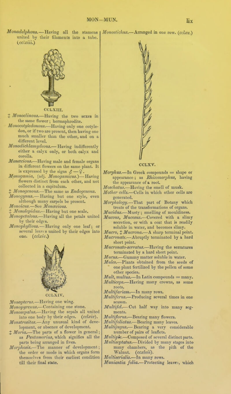 MON-MUN. Monadelphous. — Having all the stamens united by their filaments into a tube. (^cclxiii.) CCLXIII. t Monoclinous.—Having the two sexes in the same flower; hermaphrodite. Monocotykdonous.—Plaving only one cotyle- don, or if two are present, then having one much smaller than the other, and on a different level. Monodichlamydeous.— Having indifferently either a calyx only, or both calyx and corolla. MonCEcious.—Having male and female organs in different flowers on the same plant. It is expressed by the signs (J — $ . Monogamia, (adj. Afonogamicm.)—Having flowers distinct from each other, and not collected in a capitulum. J Monogeno'us.—The same as EndogenoxbS. Monogynus. — Having but one style, even although many carpels be present. Monoicus.—See Moncecious. X Monolepidas.— Having but one scale. Monopetalous.—Having all the petals united by their edges. Monopkyllous. — Having only one leaf; or several lcav( s united by their edges into one. (cclxiv.) Monostichus,—Arranged in one row. {cdxv.) CCLXIV. Monoptencs.—Having one wing. Monopyrenus.—Containing one stone. Monosepalus.—Having the sepals all united into one body by their edges, (cclxiv). Moiistrositas.—Any unusual kind of deve- lopment, or absence of development. X Mona.—The parts of a flower in general; as Pentamorius, which signifies all the parts being arranged in fives. Morpihosis.—The manner of development; the order or mode in which organs form themselves from their earliest condition till their final state. CCLXV. Morphus.—In Greek compounds = shape or appearance; as Rhizomorphus, having the appearance of a root. Moschatus.—Having the smell of musk. Mother cells.—Cells in which other cells are generated. Morphology.—That part of Botany which treats of the transforaiations of organs. Mucidus.—Musty; smelling of mouldiness. Mucous, Mucosus.—Covered with a slimy secretion, or with a coat that is readily soluble in water, and becomes slimy. Mucro, X-Mucrona.—A sharp terminal point. Mucronate.—Abruptly terminated by a hard short point. Mucronato-serratus.—Having the serratures terminated by a hard short point. Mucus.—Gummy matter soluble in water. Mules.—Plants obtained from the seeds of one plant fertilized by the pollen of some other species. Mult, mullu^.—In Latin compounds = many. MuUiceps.—Having many crowns, as some roots. Multifariam.—In many rows. Multiferus.—Producing several times in one season. Multifid.— Cut half way into many seg- ments. Multijlorus.—Bearing many flowers. Multifoliatus.—Bearing many leaves. Multijugus.— Bearing a very considerable number of pairs of leaflets. Midtipie.—Composed of several distinct parts. Multiseptatus.—Divided by many stages into many chambers, as the pith of the Walnut, (ccxlvii). Midtiserialis.—In many rows. Munientia folia.—Protecting leaves, which