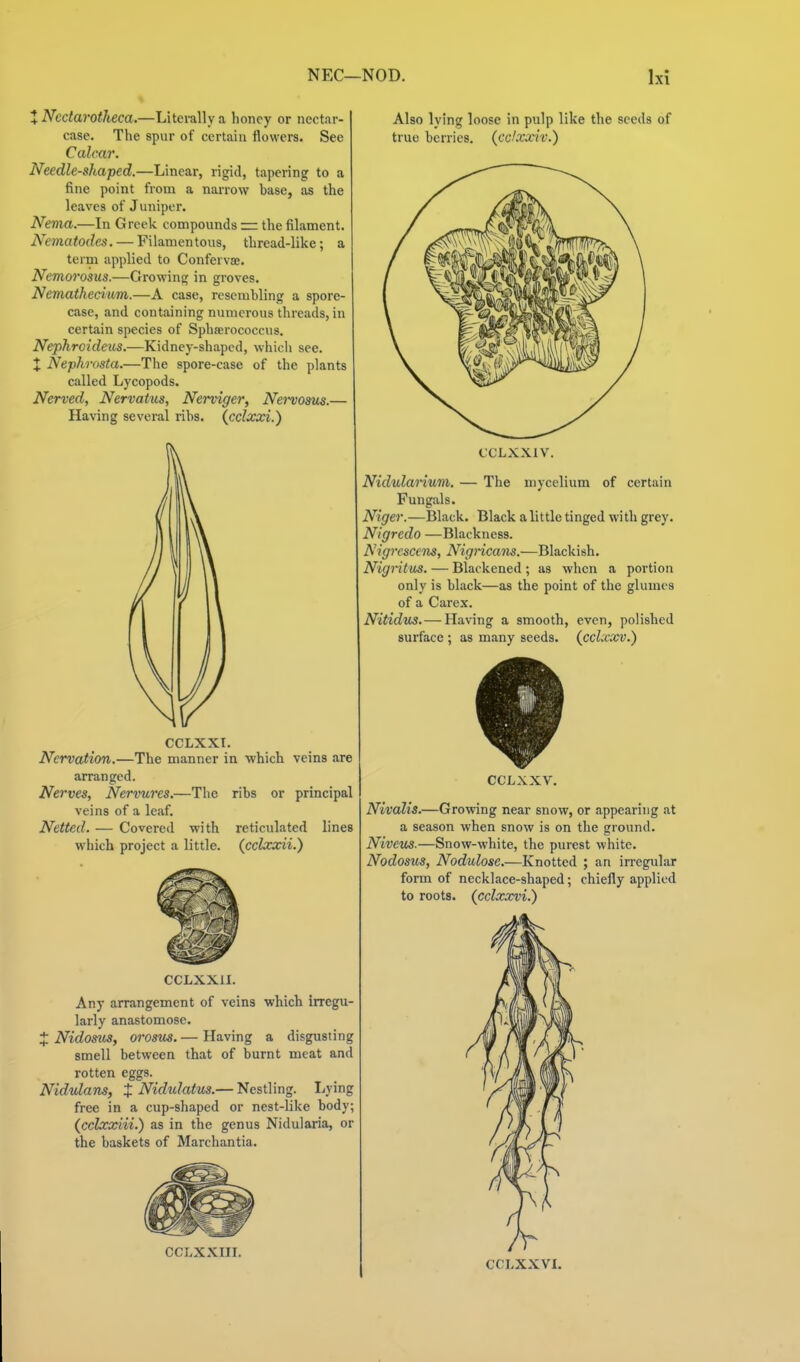 XNcdarotlieca.—Literally a honey or nectar- case. The spur of certain flowers. See Calcar. Needle-shaped.—Linear, rigid, tapering to a fine point from a narrow base, as the leaves of Juniper. Nema.—In Greek compounds — the filament. Nematodes. — Filamentous, thread-like; a term applied to Conferva;. Nemorosus.—Growing in groves. Nematkecium.—A case, resembling a spore- case, and containing numerous threads, in certain species of Sphserococcus. Nepkrcideus.—Kidney-shaped, which see. X Nephrosta.—The spore-case of the plants called Lycopods. Nerved, Nervatus, Nerviger, Nei'voms.— Having several ribs, {cclxxi.) Nervation.—The manner in which veins are arranged. Nerves, Nervures.—The ribs or principal veins of a leaf. Netted. — Covered with reticulated lines which project a little, (cclxxii.) CCLXXII. Any arrangement of veins which irregu- larly anastomose. J Nidoms, orosus. — Having a disgusting smell between that of burnt meat and rotten eggs. Nidvlans, t Nidulatus.— Nestling. liVing free in a cup-shaped or nest-like body; (cclxxiii.) as in the genus Nidularia, or the baskets of Marchantia. CCLXXIII. Also lying loose in pulp like the seeds of true berries, (cclxxiv.) CCLXXIV. Nidulanum,. — The mycelium of certain Fungals. Niger.—Black. Black a little tinged with grey. Nigredo —Blackness. Nigrcscens, Nigricans.—Blackish. Nigntus. — Blackened ; as when a portion only is black—as the point of the glumes of a Carex. Nitidiis.— Having a smooth, even, polished surface ; as many seeds, (^cclxxv.) CCLXXV. Nivalis.—Growing near snow, or appearing at a season when snow is on the ground. Niveus.—Snow-white, the purest white. Nodosus, Nodulose.—Knotted ; an irregular form of necklace-shaped; chiefly applied to roots, (cclxxvi.) CCI-XXVI.