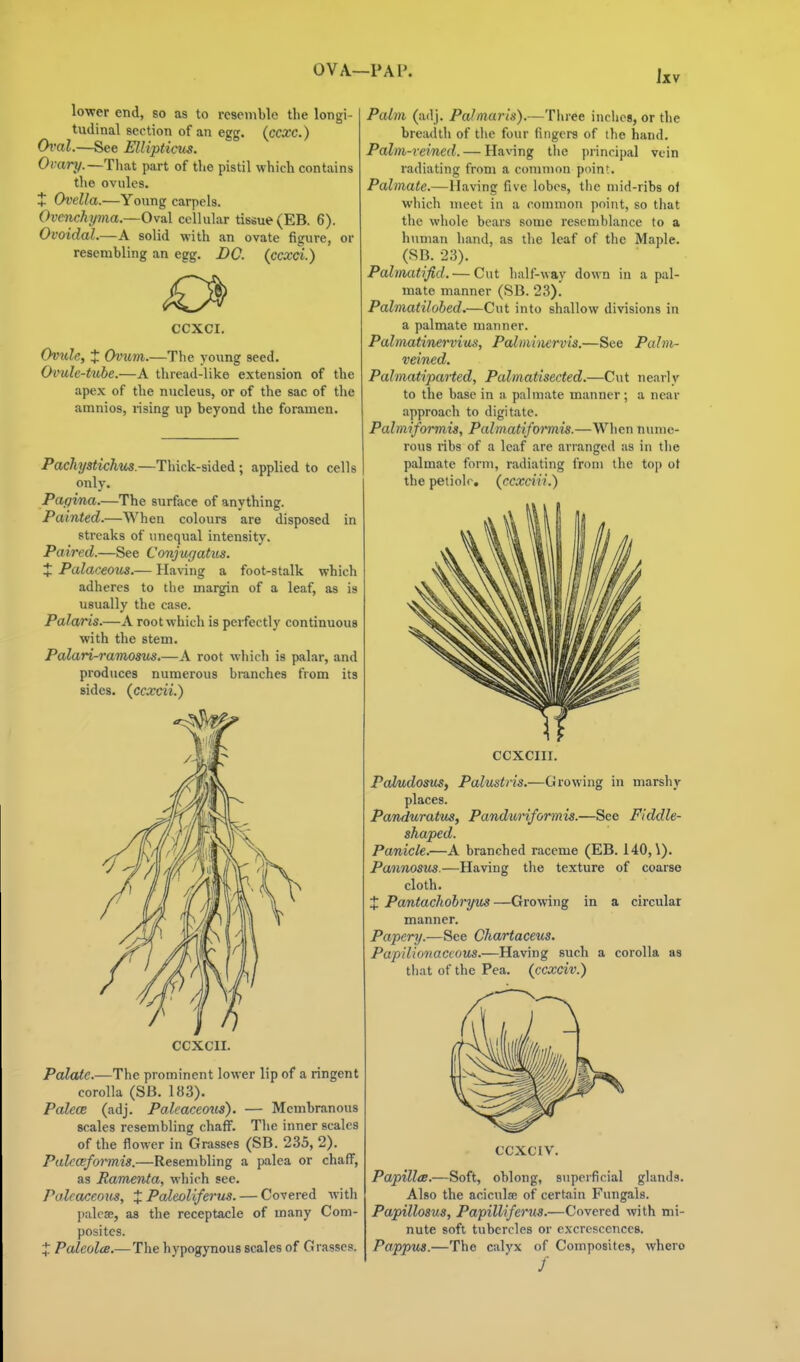 OVA—PAP. Jxv lower end, so as to resemble the longi- tudinal section of an egg. {ccxc.) Oval.—See ElUpticus. Ovary.—That part of the pistil which contains tlie ovules. + Ovella.—Young carpels. Ovenchyma.—Oval cellular tissue (EB. 6). Ovoidal.—A solid with an ovate figure, or resembling an egg. DC. (ccxci.) CCXCI. Ovtdc, t Ovum.—The young seed. Oimle-tube.—A thread-like extension of the apex of the nucleus, or of the sac of the amnios, rising up beyond the foramen. Pacliystichus.—Thick-sided; applied to cells only. Pagma.—The surface of anything. Painted.—When colours are disposed in streaks of unequal intensity. Paired.—See Conjugatus. t Palaceous.— Having a foot-stalk which adheres to the margin of a leaf, as is usually the case. Palaris.—A root which is perfectly continuous with the stem. Palari-ramosus.—A root which is palar, and produces numerous branches from its sides, {ccxcii.) CCXCII. Palate.—The prominent lower lip of a ringent corolla (SB. 183). Palece (adj. Paleaceous). — Membranous scales resembling chaff. The inner scales of the flower in Grasses (SB. 235, 2). Palfaformis.—Resembling a palea or chaff, as Jlamenta, which see. P(.deace<ms, t Paleoliferus. — Covered with ])aleae, as the receptacle of many Com- posites. J Palcolce.— The hypogynous scales of Grasses. Palm (adj. Pal marls).—Tiwee inches, or the breadth of the four fingers of the hand. Palm-reined. — Having tlie i)iincipal vein radiating from a common point. Palmate.—Having five lobes, the mid-ribs of which meet in a common point, so that the whole bears some resemblance to a h\iman hand, as the leaf of the Maple. (SB. 23). Pahnatifid. — Cut half-way down in a pal- mate manner (SB. 23). Palmatihhed.—Cut into shallow divisions in a palmate manner. Palmatinervius, Palnmiervis.—See Palm- veined. Palmatiparted, Palmatiseded.—Cut nearly to the base in a palmate manner; a near approach to digitate. Palmiformis, Pabnatifoi'mis.—When nume- rous ribs of a leaf are arranged as in tlie palmate form, radiating from the top ot the peiiolr. (ccxciii.) CCXCIII. Pal/udosuS) Palustris.—Growing in marshy places. Panduratus, Panduriformis.—See Fiddle- shaped. Panicle.—A branched raceme (EB. 140, \). Pannosus.—Having the texture of coarse cloth. X Pantacliohryus —Growing in a circular manner. Papery.—See Chartaceus. Papilionaceous.—Having such a corolla as tiiat of the Pea. (ccxciv.) CCXCIV. PapillcB.—Soft, oblong, snpeificial glands. Also the acicula; of certain Fungals. Papillosus, Papilliferus.—Covered with mi- nute soft tubercles or excrescences. Pappus.—The calyx of Composites, where /