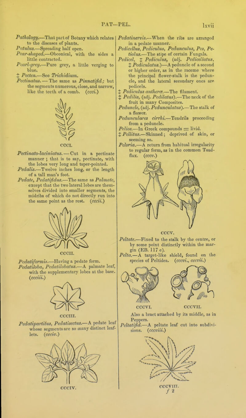 Pathology.—That part of Botany which relates to the diseases of plants. Patulus.—Spreading half open. Pear-shaped.—Obconical, with the sides a little contracted. Pcarl-grey.—Pure grey, a little verging to blue. J Pecten.—See Trichidium. Pectinatus. — The same as Pinnatifid; but the segments numerous, close, and narrow, like the teeth of a comb, (ccei.) Pectinato-laciniatus. — Cut in a pectinate manner ; that is to say, pectinate, with the lobes very long and taper-pointed. Pedalis.—Twelve inches long, or the length of a tall man's foot. Pedate, Pedatifidus.—The same as Palmate, except that the two lateral lobes are them- selves divided into smaller segments, the midribs of M'hich do not directly run into the same point as the rest, (ccm.) CCCII. Pcdatiformix.—Having a pedate foi-m. Pedatiloba, Pedatilohatus.—A palmate leaf, with the supplementary lobes at the base {ccciii.) Pedatinei'vls.—When the ribs are arranged in a pedate manner. Pedicellus, Pediculus, Pedunculus, Pes, Pe- tiolus.—The stipe of certain Fungals. Pedicel, X Pedicidus, (adj. Pedicellatus, X Pediculatus.)—A peduncle of a second or higher order, as in the raceme where the principal flower-stalk is the pedun- cle, and the lateral secondary ones aro pedicels. X Pediculus antherce.—The filament. X Pedilis, (a.d}. Pedilatus).—The neck of the fruit in many Composites. Peduncle, (a.(li].Peduncv,latus).—The stalk of a flower. Pedunculares cirrhi.—Tendrils proceeding from a peduncle. Pelios.—In Greek compounds — livid. XPellitus.—Skinned; deprived of skin, or seeming so. Peloria.—A return from habitual irregularity to regular form, as in the common Toad- flax, (cccv.) CCCIII. Pedatipartitus, Pedatisectv^.—A pedate leaf whose segments are so many distinct leaf- lets, (ccciv.) cccv. Peltate.—Fixed to the stalk by the centre, or by some point distinctly within the mar- gin (EB. 117 e). Pelta.—A target-like shield, found on the species of Peltidea. (cccvi., cccvii.) CCCIV. CCCVI. CCCVII. Also a bract attached by its middle, as in Peppers. Peltatifid.—A peltate leaf cut into subdivi- sions, (cccviii.) cccviri. /2
