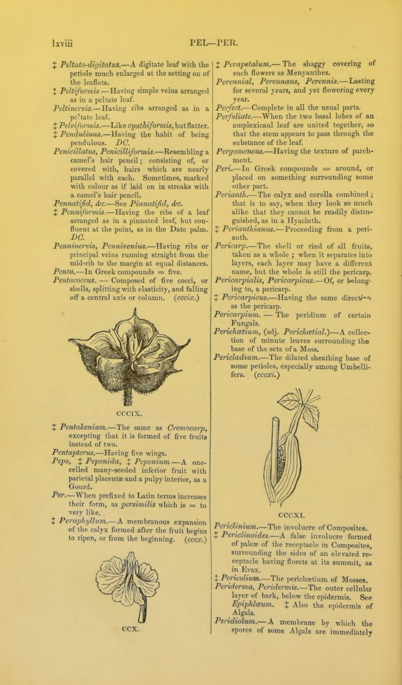 X Peltato-dic/itatus.—A digitate leaf with the petiole much enlarged at the setting on of the leaflets. X Pdtiformis —Having simple veins arranged as in a peltate leaf. Peltineit'is.—Having ribs arranged as in a peltate leaf. t Pelvifonnis.—Like cyathifoJt)m,hntf\a,ttcT. + Pendulinus.—HaN-ing the habit of being pendulous. DC. Penicillatus, Penicilliformis.—Resembling a canicrs hair pencil; consisting of, or covered with, hairs which are nearly parallel with each. Sometimes, marked with colour as if laid on in streaks with a earners hair pencil. Pennatifid, &c.—See Pinnatifid, <i;c. X Pcnniformis.—Having the ribs of a leaf arranged as in a pinnated leaf, but con- fluent at the point, as in the Date palm. DC. Penninei'vis, Pennivenius.—Having ribs or principal veins running straight from the mid-rib to tlie margin at equal distances. Penla.—In Greek compounds = five. Pentacoccus. — Composed of five cocci, or shells, splitting with elasticity, and falling off a central axis or column, (cccix.) CCCIX. + Pentakenium.—The same as Cremocarp, excepting that it is formed of five fruits instead of two. Pentapterus.—Having five wings. Pepo, X Peponida, X Peponium—A one- celled many-seeded inferior fruit with parietal placentae and a pulpy interior, as a Gourd. Per.—When prefixed to Latin terms increases their form, as pcrsimilis which is = to very like. X Peraphyllum.—A membranous expansion of the calyx formed after the fruit begins to ripen, or from the beginning, {cccx.) ccx. X PerapetcUum.— The shaggy covering of such flowers as Menyanthes. Perennial, Perennans, Perennis.— Lasting for several years, and yet flowering every year. Perfect.—Complete in all the usual parts. Perfoliate.—When the two basal lobes of an amplexicaul leaf are united together, so that the stem appears to pass through the substance of the leaf Perga^neneus.—Having the texture of parch- ment. Peri.—In Greek compounds = around, or placed on something surrounding some other part. Perianth.—The calyx and corolla combined ; that is to say, when they look so much alike that they cannot be readily distin- guislied, as in a Hyacinth. X Perianthiamis.—Proceeding from a peri- anth. Pencarp.—The shell or rind of all fruits, taken as a whole ; when it separates into layers, each layer may have a different name, but the whole is still the pericarp. Peiicarpialis, Pericarpicus.—Of, or belong- ing to, a pericaip. + Pericarpicus.—Having the same direct>^n as the pericarp. Pericarpium. — The peridium of certain Fungals. Pa'ichcBtium, (adj. Po-ichcEtial.)—A collec- tion of minute leaves surrounding the base of the seta of a Moss. Peiicladium.—The dilated sheathing base of some petioles, especially among Umbelli- fers. {cccxi.) CCCXI. Pcriclinium.—The involucre of Composites. X Periclinoides.—A false involucre formed of palea; of the receptacle in Composites, surrounding the sides of an elevated re- ceptacle having florets at its summit, as in Evax. t PeHcolivm.—The perichaetium of Mosses. Periderma, Peridei-mis.—The outer cellular layer of bark, below the epideimis. See Epiphlceum. X Also the ei>idermis of Algals. Peddiolum.— A membrane by wliich the spores of some Algals are' immediately