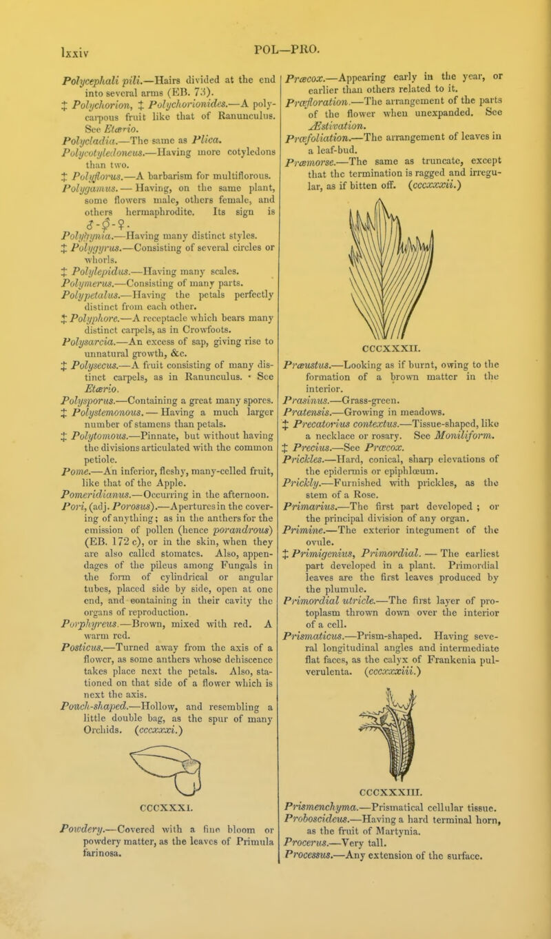 Ix XIV POL—PRO. Pohjcephali pili.—Hairs divided at the end into several arms (EB. 7^0- X Pohjchorion, t Pobjchorionides.—A poly- cai-pous fruit like that of Ranuuculus. See Elairio. Pohjcladia.—The same as Plica, Polymtiikdoneus.—Having more cotyledons than two. X Pohlfloi'us.—A barbarism for multiflorous. PoUjgainus. — Having, on the same plant, some flowers male, others female, and others hermaphrodite. Its sign is <?-^-?- Polyfiynia.—Having many distinct styles. + Pohigyrus.—Consisting of several circles or whorls. X Poli/lepidtis.—Having many scales. Polymerus.—Consisting of many parts. Polypetalus.—Having the petals perfectly distinct from each other. X Polyphore.—A receptacle which bears many distinct carpels, as in Crowfoots. Polysarcia.—An excess of sap, giving rise to unnatural growth, &c. X Polysecus.—A fruit consisting of many dis- tinct carpels, as in Ranunculus. • See EtcBrio. Polysporus.—Containing a great many spores. X Polystemonous. — Having a much larger number of stamens than petals. X Polytonious.—Pinnate, but without having the divisions articulated with the common petiole. Pome.—An inferior, fleshy, many-celled fruit, like that of the Apple. Pomeridianus.—Occurring in the afternoon. Pori, (adj. Porosus).—Apertures in the cover- ing of anything; as in the anthers for the emission of pollen (hence porandrous) (EB. 172 c), or in the skin, when they are also called stomatcs. Also, appen- dages of the pileus among Fungals in the fonn of cylindrical or angular tubes, placed side by side, open at one end, and eontaining in their cavity the organs of reproduction. Porphyreus.—Brown, mixed with red. A w-arm red. Posticus.—Turned away from the axis of a flower, as some anthers whose dehiscence takes place next the petals. Also, sta- tioned on that side of a flower which is next the axis. Pouch-shaped.—Hollow, and resembling a little double bag, as the spur of many Orchids, (cccxx^i.) CCCXXXl. Powdery.—Covered with a fine bloom or powdery matter, as the leaves of Primula farinosa. Preecox.—Appearing early iu tlie year, or earlier than others related to it, Prarjloration.—The arrangement of the parts of the flower when unexpanded. See JEstivation. Prcefoliation.—The arrangement of leaves iu a leaf-bud. Pmmorse.—The same as truncate, except that the termination is ragged and irregu- lar, as if bitten off. {cccxxxii.) CCCXXXII. PreBUStus.—Looking as if burnt, owing to the formation of a brown matter in the interior. Prasinus.—Grass-green. Pratensis.—Growing in meadows. X Precatontis contextus.—Tissue-shaped, liko a necklace or rosary. See Moniliform. X Precius.—See PrcECOX. Prickles.—Hard, conical, sharp elevations of the epidennis or epiphlojum. Prickly.—Furnished with prickles, as the stem of a Rose. Primarius.—The first part developed ; or the principal division of any organ. Primhie.—The exterior integument of the ovule. X Pnmigenius, Pnmordial. — The earliest part developed in a plant. Primordial leaves are the first leaves produced by the plumule. PHmordial utricle.—The fiist layer of pro- toplasm thrown down over the interior of a cell. Prisniaticus.—Prism-shaped. Having seve- ral longitudinal angles and intermediate flat faces, as the calyx of Frankeuia pul- verulenta. {cccxxxiii.) CCCXXXIII. PHsmenchyma.—Prisinatical cellular tissue. Prohoscideus.—Having a hard terminal horn, as the fruit of Martynia. Procerus.—Very tall. Processus.—Any extension of the surface.