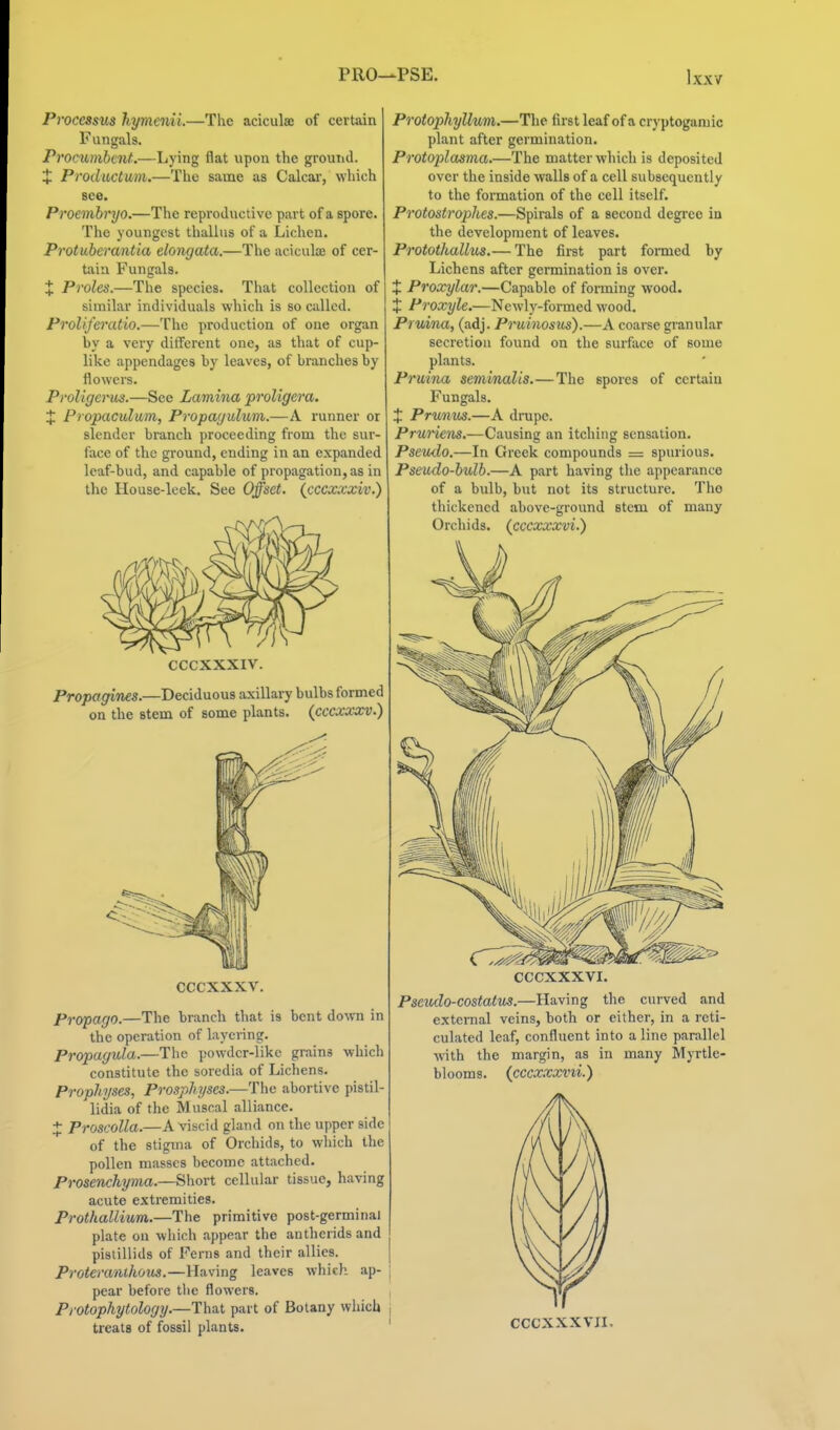 Processus hymenii.—The aciculaj of certain Fungals. Procumbent:—Lying flat upon the ground. X Productum.—The same as Calcai', which see. Proemhryo.—The reproductive part of a spore. The youngest thalliis of a Lichen. Protuberantia elongata.—The aciculoe of cer- Uiin Fungals. X Proles.—The species. That collection of similar individuals which is so called. ProlifercUio.—The production of one organ by a very different one, as that of cup- like appendages by leaves, of branches by flowers. ProUgerus.—See Lamina proUgera. X Fropaculwm, Propagulum.—A runner or slender branch proceeding from the sur- face of the ground, ending in an expanded leaf-bud, and capable of propagation, as in the House-leek. See Offset, {cccxxxiv.) CCCXXXIV. Propagines.—Deciduous axillary bulbs formed on the stem of some plants, (cccxxxv.) cccxxxv. Propago.—The branch that is bent down in the operation of layering. Propagula.—The powder-like grains which constitute the soredia of Lichens. Prophijses, Prosphyses.—The abortive pistil- lidia of the Muscal alliance. X ProscoUa.—A viscid gland on the upper side of the stigma of Orchids, to wliich the pollen masses become attached. Prosenchyma.—Short cellular tissue, having acute extremities. Prothallmm.—The primitive post-germinal plate on wliich appear the anthcrids and pistillids of Ferns and their allies. Proteranihous.—Having leaves which ap- pear before tlie flowers. Protopkytology.—That part of Botany whicli treats of fossil plants. Protophyllum.—The first leaf of a cryptogamic plant after germination. Protoplasma.—The matter which is deposited over the inside walls of a cell subsequently to the formation of the cell itself. Protostrophes.—Spirals of a second degree in the development of leaves. Protothallus.— The first part foraied by Lichens after germination is over. X Proxylar.—Capable of forming wood. X Proxyle.—Newly-formed wood. Prvdna, (adj. Prwinosus).—A coarse granular secretion foimd on the surface of some plants. Pruina seminalis.—The spores of certain Fungals. X Prmim.—A drupe. Pruriens.—Causing an itching sensation. PsevAlo.—In Greek compounds = spurious. Pseudo-bulb.—A part having the appearance of a bulb, but not its structure. The thickened above-ground stem of many Orchids, (cccxxxvi.) CCCXXXVI. Pseicdo-costatus.—Having the curved and extcraal veins, both or either, in a reti- culated leaf, confluent into a line parallel with the margin, as in many Myrtle- blooms. {cccx.xxvii.) CCCXXXVII.