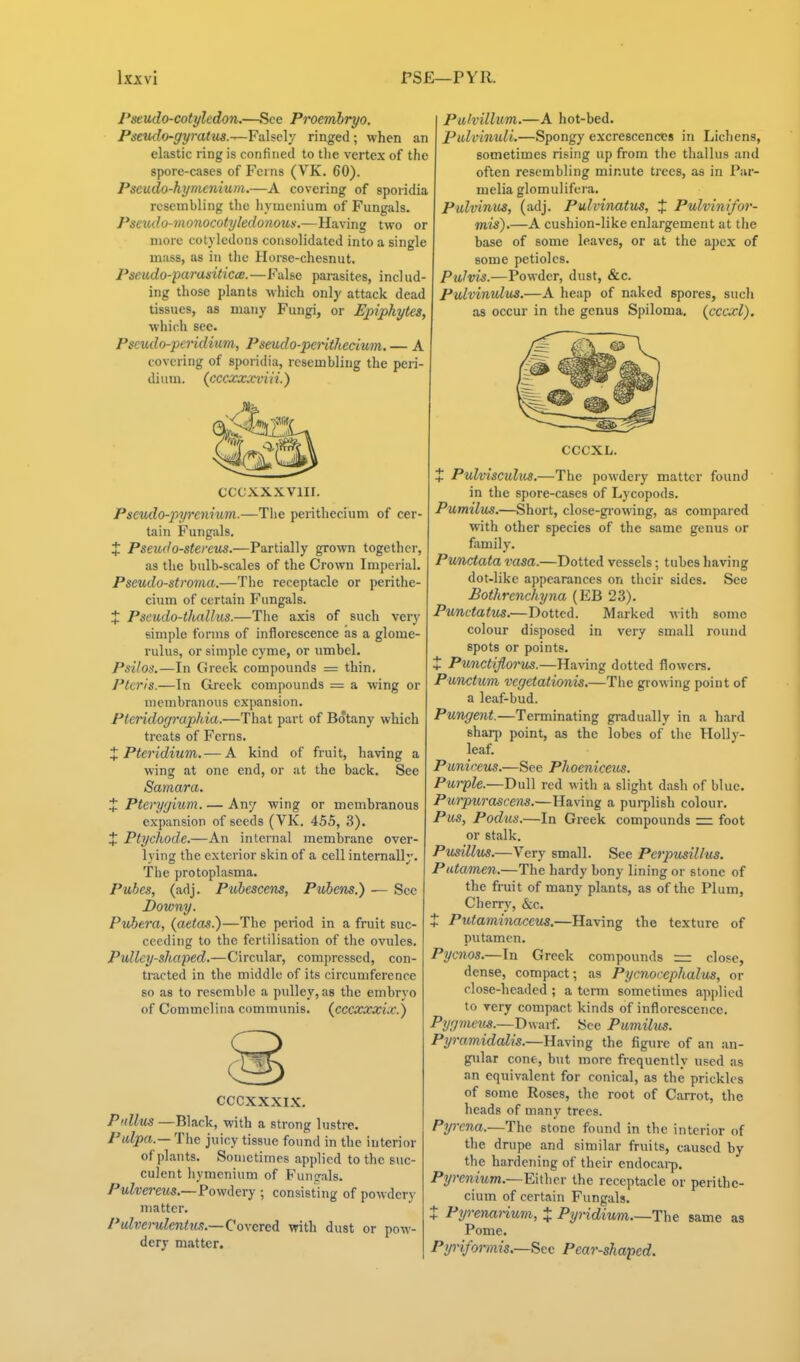 Pstudo-cotylcdon.—See Proembryo. PseiKlo-gyratus.—Falsely ringed; when an elastic ring is confined to the vertex of the spore-cases of Ferns (VK. 60). Pseudo-kymenium.—A covering of sporidia resembling the hymenium of Fungals. Pseudo-monocotyledonous.—Having two or more cotyledons consolidated into a single mass, as in the Horse-chesnut. Pseudo-parasiticcB.—False parasites, includ- ing those plants which only attack dead tissues, as many Fungi, or Epiphytes, which sec. Pseudo-pcridmm, Pseudo-pcrithecium. — A covering of sporidia, resembling the peri- diiiiu. (cccxxxviii.) CCCXXXVIII. Pseiulo-pyreyiium.—The perithecium of cer- tain Fungals. J Pseudo-stercus.—Partially grown together, as the bulb-scales of the Crown Imperial. Pseudo-stroina.—The receptacle or perithe- cium of certain Fungals. X Pseudo-thallus.—The axis of such very simple forms of inflorescence as a glome- rulus, or simple cyme, or umbel. Psilos.—In Greek compounds = thin. Ptcris.—In Greek compounds = a wing or membranous expansion. Pteridographia.—That part of Botany which treats of Ferns. X Pteridium,— A kind of fruit, having a wing at one end, or at the back. See Samara. X Pterygium. — Any wing or membranous expansion of seeds (VK. 455, 3). X Ptychode.—An internal membrane over- lying the exterior skin of a cell internally. The protoplasma. Pubcs, (adj. Pubescens, Puhens.) — Sec Downy. Puhera, {aetas.)—The period in a fruit suc- ceeding to the fertilisation of the ovules. Pulley-shaped.—Circular, compressed, con- tracted in the middle of its circumference so as to resemble a pulley, as the embryo of Commclina communis, (cccxxxix.) CCCXXXIX. Pullus —Black, with a strong lustre. Pulpa.— The juicy tissue found in the interior of plants. Sometimes applied to the suc- culent hymenium of Fungfals. Pulveretis.—Powdery ; consisting of powdery matter. Pulvemlentu.'!.—Covered with dust or pow- dery matter. Pulvillum.—A hot-bed. Pulvimdi.—Spongy excrescences in Lichens, sometimes rising up from the thallus and often resembling minute trees, as in Par- melia glomulifera. Pulvinv^, (adj. Pulvinatus, X Pulvinifor- mis).—A cushion-like enlargement at the base of some leaves, or at the apex of some petioles. PuJvi-s.—Powder, dust, &c. Pulvinulus.—A heap of naked spores, such as occur in the genus Spiloma, (cccxl). CCCXL. X Pulvisculus.—The powdery matter found in the spore-cases of Lycopods. Pumilus.—Short, close-growing, as compared with other species of the same genus or family. Punctata vasa.—Dotted vessels; tubes liaving dot-like appearances on their sides. See Bothrcnchyna (EB 23). Punctatus.—Dotted. Marked with some colour disposed in very small round spots or points. X Punctiflorus.—Having dotted flowci-s. Punctum vcgetationis.—The growing point of a leaf-bud. Pungent.—Terminating gradually in a hard sharp point, as the lobes of the Holly- leaf. Punineus.—See Phoeniceits. Purple.—Dull red with a slight dash of blue. Purpurascem.—Having a purplish colour. Pus, Podus.—In Greek compounds = foot or stalk. Pusillus.—Very small. See Perpusillus. Putamen.—The hardy bony lining or stone of the fruit of many plants, as of the Plum, Cherry, &c. X Putaminaceus.—Having the texture of putamen. Pycnos.—In Greek compounds = close, dense, compact; as Pycnocephalus, or close-headed ; a term sometimes applied to very compact kinds of inflorescence. Pygmeus.—T>wAri. See Pumilus. Pyramidalis.—Having the figure of an an- gular cone, but more frequently used as an equivalent for conical, as the prickles of some Roses, the root of Carrot, the heads of many trees. Pyrcna.—The stone found in the interior of the drupe and similar fruits, caused by the hardening of their endocaip. Pyrenium.—Either the receptacle or perithe- cium of certain Fungals. X Pyrenanum, X Pyndivm The same as Pome. Pyriformis.—Sec Pear-shaped.